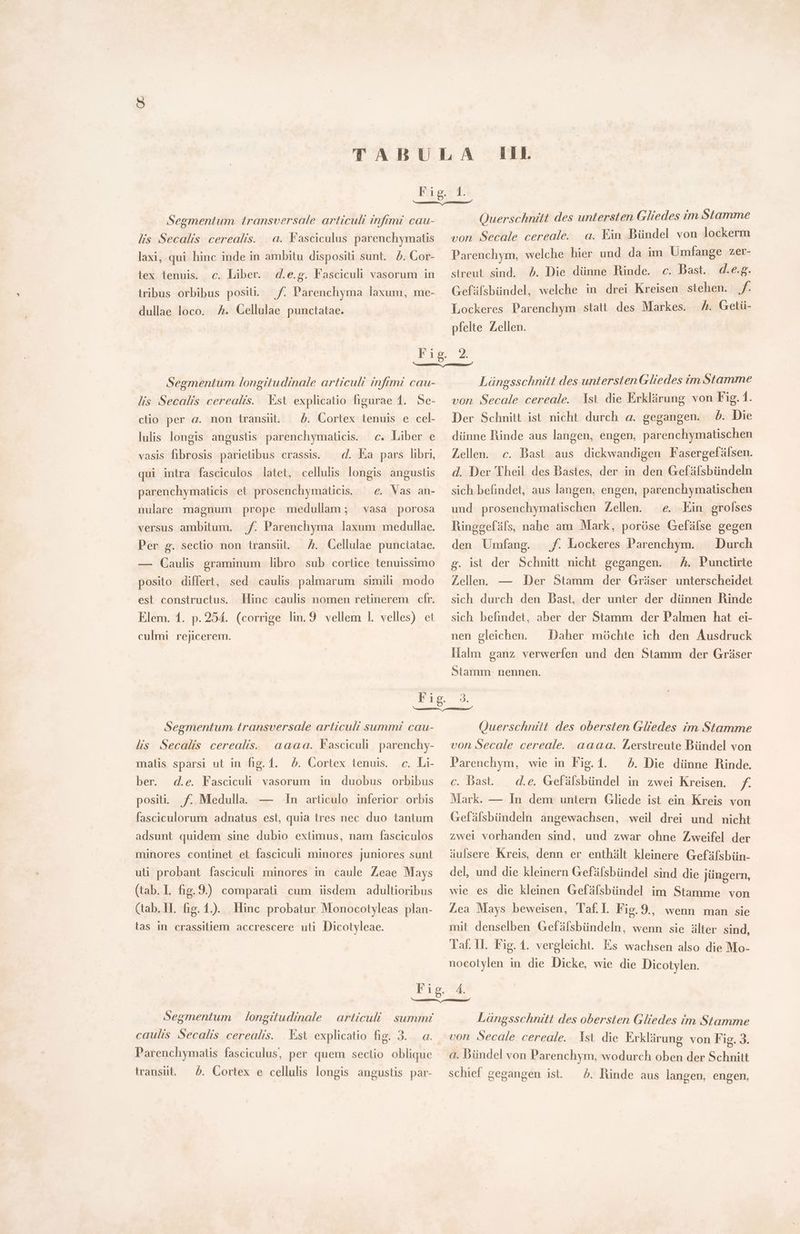 ET. Segmentum transversale articuli infimi cau- lis Secalis cerealis. a. Fasciculus parenchymatis laxi, qui hinc inde in ambitu dispositi sunt. 5. Cor- lex tenuis. c. Liber. tribus orbibus posiü. dullae loco. A. Cellulae punctatae. d.e. 8. Fasciculi vasorum in f. Parenchyma laxum, me- Querschnitt des untersten Gliedes ım Stamme von Secale cereale. a. Ein Bündel von lockerm Parenchym, welche hier und da im Umfange zer- streut sind. ?. Die dünne Rinde. c. Bast. d.e.g. Gefäfsbündel, welche in drei Kreisen stehen. f. Lockeres Parenchym statt des Markes. 4. Getü- pfelte Zellen. Segmentum longitudinale articuli infini cau- lis Secalis cerealis. Est explicatio figurae 1. Se- clio per a. non transit. ^£. Cortex tenuis e cel- c. Liber e d. Ka pars libri, lulis longis angustis parenchymaticis. vasis fibrosis parietibus crassis. qui intra fasciculos latet, cellulis longis angustis parenchymaticis et prosenchymaticis. — e. Vas an- nulare magnum prope medullam; vasa porosa versus ambitum. f. Parenchyma laxum medullae. Per g. sectio non transit. /. Cellulae punctatae. — Caulis graminum libro sub cortice tenuissimo posito differt, sed caulis palmarum simili modo est constructus. Hinc caulis nomen retinerem cfr. Elem. 1. p. 254. (corrige lin.9 vellem 1. velles) et culmi rejicerem. Längsschnitt des untersten Gliedes im Stamme von Secale cereale. Ist die Erklärung von Fig. 1. Der Schnitt ist nicht durch a. gegangen. Öd. Die dünne Rinde aus langen, engen, parenchymatischen Zellen. c. Bast aus dickwandigen Fasergefälsen. d. Der Theil des Bastes, der in den Gefälsbündeln sich befindet, aus langen, engen, parenchymatischen und prosenchymatischen Zellen. ^e. Ein grolses Ringgefäfs, nahe am Mark, poröse Gefälse gegen den Umfang. f. Lockeres Parenchym. Durch g. ist der Schnitt nicht gegangen. A. Punctirte Zellen. — Der Stamm der Gräser unterscheidet sich durch den Bast, der unter der dünnen Rinde sich befindet, aber der Stamm der Palmen hat ei- Daher möchte ich den Ausdruck Halm ganz verwerfen und den Stamm der Gräser nen gleichen. Stamm nennen. Segmentum transversale articuli summi cau- lis Secalis cereals. aaaa. Kasciculi parenchy- malis sparsi ut in hg.1. P. Cortex tenuis. c. Li- ber. posit. f. Medulla. — In articulo inferior orbis d.e. Fasciculi vasorum in duobus orbibus fasciculorum adnatus est, quia tres nec duo tantum adsunt quidem sine dubio extimus, nam fasciculos minores continet et fasciculi minores juniores sunt uli probant fasciculi minores in caule Zeae Mays (tab. I. fig.9.) comparaü cum iisdem adultioribus (tab. II. fig. 1.). Hinc probatur Monocotyleas plan- las in crassitiem accrescere uti Dicotyleae. Querschnitt des obersten Gliedes im Stamme aaaa. Lerstreute Bündel von Parenchym, wie in Fig.1. 5. Die dünne Rinde. c. bast. — d.e. Gefälsbündel in zwei Kreisen. f- Mark. — In dem untern Gliede ist ein Kreis von von Secale cereale. Gefälsbündeln angewachsen, weil drei und nicht zwei vorhanden sind, und zwar ohne Zweifel der äulsere Kreis, denn er enthält kleinere Gefäfsbin- del, und die kleinern Gefäfsbündel sind die jüngern, wie es die kleinen Gefälsbündel im Stamme von Lea Mays beweisen, Taf.I. Fig.9., wenn man sie mit denselben Gefälsbündeln, wenn sie älter sind, Tat. Il. Fig. 1. vergleicht. Es wachsen also die Mo- nocotylen in die Dicke, wie die Dicotylen. Fig, 4. FE | Segmentum longitudinale | articuli summi Längsschnitt des obersten Gliedes im Stamme caulis Secalis cerealis. . Est explicatio liat 3. ..a. Parenchymatis fasciculus, per quem sectio oblique von Secale cereale. Ist die Erklärung von Fig. 3. a. Bündel von Parenchym, wodurch oben der Schnitt