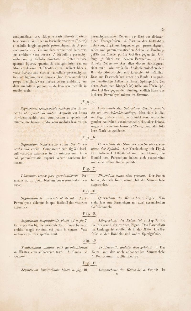 enchymaticis. cc. Liber e vasis fibrosis parieti- bus crassis. d. Liber in fasciculis vasorum (fig. pr.) e cellulis longis angustis prosenchymaticis et par- enchymaticis. e. Vas annulare prope medullam, ver- sus ambitum vasa porosa. f. Medulla e parenchy- mate laxo. g. Cellulae punctatae. — Patet ex hisce quatuor figuris, quanta sit analogia inter caulem Monocotylearum et Dicotylearum, scilicet liber e vasis fibrosis sub cortice, e cellulis prosenchyma- ticis ad lignum, vasa spiralia (hoc loco annularia) prope medullam, vasa porosa versus ambitum, tan- dem medulla e parenchymate laxo seu medulla in medio caule. gu parenchymatischen Zellen. c c. Dast aus dickwan- d. Bast in den Gefäfsbün- deln (vor. Fig.) aus langen, engen, prosenchymati- schen und parenchymatischen Zellen. e. Ein Ring- digen Fasergefälsen. gefäls am Marke, poröse Gefälse gegen den Um- fang. f. Mark aus lockern Parenchym. g. Ge- tüpfelte Zellen. — Aus allen diesen vier Figuren sieht man, wie grofs die Analogie zwischen dem Bau der Monocotylen und Dicotylen ist, nämlich: Bast aus Fasergefälsen unter der Rinde, aus pros- enchymatischen Zellen im Holze, Spiralgefáfse (an deren Statt hier Ringgefälse) nahe am Marke, po- röse Gefälse gegen den Umfang, endlich Mark aus lockerm Parenchym mitten im Stamme. Segmentum transversale racheos Secalis ce- realis, ubi spicula accumbit. Apposita est figura ut videas rachin esse compressam a spicula sed minime mechanico modo, nam medulla laxa restitit. Querschnitt der ‘Spindel von Secale cereale, da wo ein Aehrchen anliegi. Man sieht in die- ser Figur, dals zwar die Spindel von dem anlie- genden Áehrchen zusammengedrückt, aber keines- weges auf eine mechanische VVeise, denn das lok- kere Mark ist geblieben. Segmentum transversale caulis Secalis ce- realis sub rachi. CGomparetur cum fig. 3.; fasci- culi vasorum exteriores in his minores sunt, fasci- culi parenchymatis expansi verum corticem for- marunt. Querschnitt des Stammes von Secale cereale unter der Spindel. Zur Vergleichung mit Fig. 3. Die äulsern Gefäfsbündel sind hier kleiner; die Bündel von Parenchym haben sich ausgebreitet und eine wahre Rinde gebildet. Phormium tenax post germinationem. — Fu- niculus ad a., quem blastum vocaverim testam ex- cussit. Phormium tenax eben gekeimt. Der Faden bei a., den ich Keim nenne, hat die Samenschale abgeworfen. Segmentum transversale blasti ad a. fig. T. Parenchyma videmus in quo fasciculi duo vasorum excentrici. Querschnitt des Keims bei a. Fig.7. Man sieht hier nur Parenchym mit zwei excentrischen (refälsbündeln. Segmentum longitudinale blasti ad a. fig. T. Est explicatio figurae praecedentis. Parenchyma in ambitu magis strictum est quam in centro. Vasa in fasciculis vera spiralia sunt. Längsschnitt des Keims bei a. Fig.7. Ist die Erklärung der vorigen Figur. Das Parenchym im Umfange ist straffer als in der Mitte. Die Ge- fälse in den Bündeln sind wahre Spiralgefälse. Tradescantia undata post germinaltionem. Tradescantia undata eben gekeimt. a. Der a. Blastus cum adhaerente testa. —. Caulis. c. Keim, mit der noch anhängenden Samenschale. Gemma. b. Der Stamm. c. Die Knospe. Fig. 11. ee ee Segmentum | longitudinale blasti a. fig. 10. Längsschnitt des Keims bei a. Fig.10. Ist 3
