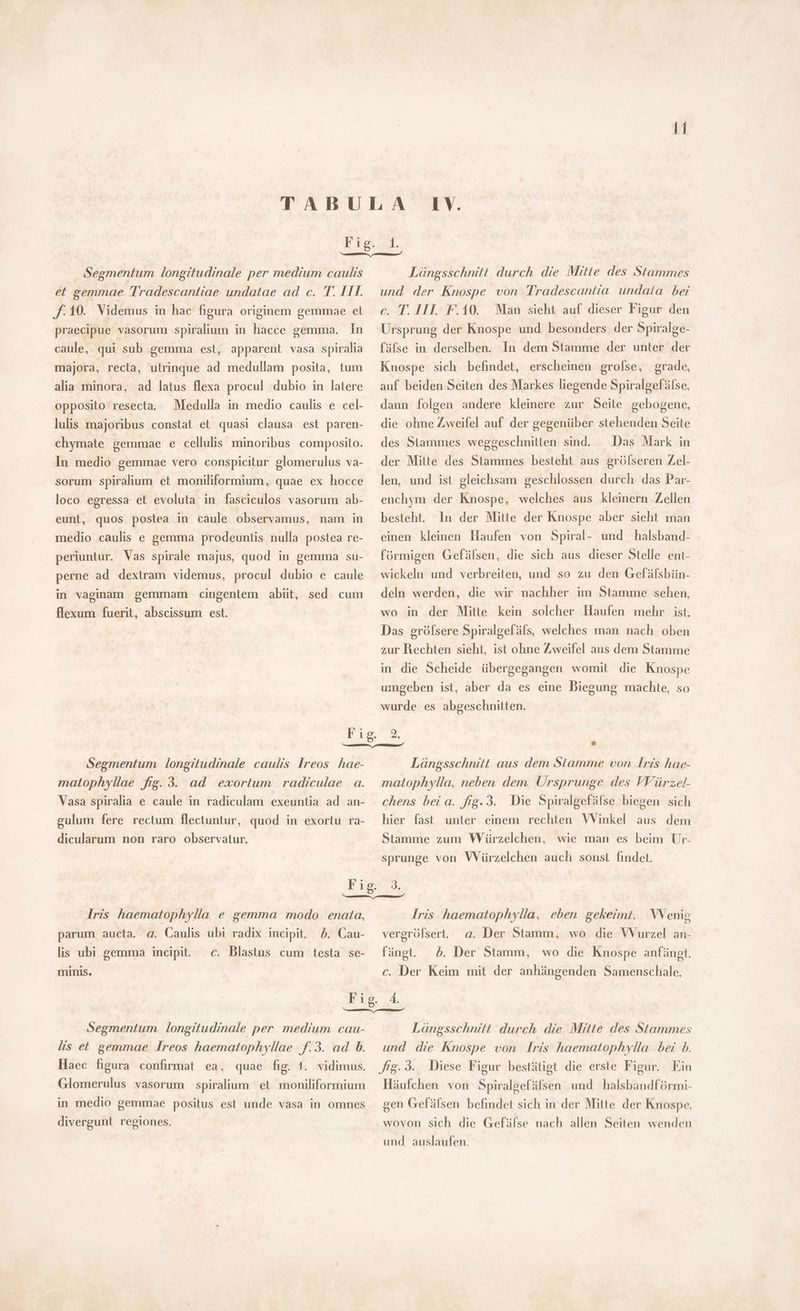 IV. Segmentum longitudinale per medium caulis et gemmae Tradescantiae undatae ad c. T. I11. J: 10. Videmus in hac figura originem gemmae et praecipue vasorum spiralium in hacce gemma. In caule, qui sub gemma est, apparent vasa spiralia majora, recta, utrinque ad medullam posita, tum alia minora, ad latus flexa procul dubio in latere opposito resecta. Medulla in medio caulis e cel- lulis majoribus constat et quasi clausa est paren- chymate gemmae e cellulis minoribus composito. In medio gemmae vero conspicitur glomerulus va- sorum spiralium et moniliformium, quae ex hocce loco egressa et evoluta in fasciculos vasorum ab- eunt, quos postea in caule observamus, nam in medio caulis e gemma prodeuntis nulla postea re- periuntur. Vas spirale majus, quod in gemma su- perne ad dextram videmus, procul dubio e caule in vaginam gemmam cingentem abiit, sed cum flexum fuerit, abscissum est. Segmentum longitudinale caulis Ireos hae- matophyllae fig. 3. ad exortum radiculae a. Vasa spiralia e caule in radiculam exeuntia ad an- gulum fere rectum flectuntur, quod in exortu ra- dicularum non raro observatur. Längsschnitt durch die Mitte des Stammes und der Knospe von Tradescantia undata bei c. T. III. F.10. Man sieht auf dieser Figur den Ursprung der Knospe und besonders der Spiralge- fäfse in derselben. In dem Stamme der unter der Knospe sich befindet, erscheinen grolse, grade, auf beiden Seiten des Markes liegende Spiralgefälse, dann folgen andere kleinere zur Seite gebogene, die ohne Zweifel auf der gegenüber stehenden Seite Das Mark in der Mitte des Stammes besteht aus grölseren Zel- des Stammes weggeschnitten sind. len, und ist gleichsam geschlossen durch das Par- enchym der Knospe, welches aus kleinern Zellen besteht. In der Mitte der Knospe aber sieht man einen kleinen Haufen von Spiral- und halsband- förmigen Gefälsen, die sich aus dieser Stelle ent- wickeln und verbreiten, und so zu den Gefäfsbün- deln werden, die wir nachher im Stamme sehen, wo in der Mitte kein solcher Haufen mehr ist. Das grófsere Spiralgefäls, welches man nach oben zur Rechten sieht, ist ohne Zweifel aus dem Stamme in die Scheide übergegangen womit die Knospe umgeben ist, aber da es eine Biegung machte, so wurde es abgeschnitten. Längsschnitt aus dem Stamme von Iris hae- matophylla, neben dem Ursprunge des VVürzel- chens bei a. frg. 9. Die Spiralgefälse biegen sich hier fast unter einem rechten Winkel aus dem Stamme zum Würzelchen, wie man es beim Ur- sprunge von Würzelchen auch sonst findet. Iris haematophylla e gemma modo enata, Iris haematophylla, eben gekeimt. Wenig parum aucta. q. Caulis ubi radix incipit. 5. Cau- vergrölsert. a. Der Stamm, wo die Wurzel an- lis ubi gemma incipit — c. Blastus cum testa se- fängt. ^£. Der Stamm, wo die Knospe anfängt. minis. c. Der Keim mit der anhängenden Samenschale. Fig, 4. m Segmentum longitudinale per medium cau- lis et gemmae Jreos haematophyllae f.3. ad b. Haec figura confirmat ea, quae hg. 1. vidimus. Glomerulus vasorum spiralium et moniliformium in medio gemmae positus est unde vasa in omnes divergunt regiones. Langsschnitt durch die Mitte des Stammes und die Knospe von Iris haematophylla bei b. fig: 3. Diese Figur bestätigt die erste Figur. Ein Häufchen von Spiralgefüfsen und halsbandförmi- gen Gefälsen befindet sich in der Mitte der Knospe, wovon sich die Gefälse nach allen Seiten wenden und auslaufen.