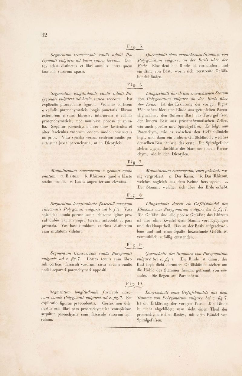 Segmentum transversale caulis adulti Po- Cor- lex adest distinctus et libri annulus, intra. quem Iygonati vulgaris ad basin supra terram. fasciculi vasorum sparsi. Querschnitt eines erwachsenen Stammes von Polygonatum vulgare, an der Basis über der Erde. Eine deutliche Rinde ist vorhanden, und ein Ring von Basi, worin sich zerstreute Gefäls- bündel finden. Segmentum longitudinale caulis adulti Po- Est lygonati vulgaris ad basin supra terram. e cellulis parenchymaticis longis punctatis, librum exteriorem e vasis fibrosis, interiorem e cellulis lia. Sequitur parenchyma inter duos fasciculos et alter fasciculus vasorum eodem modo constructus ac prior. Vasa spiralia versus centrum caulis po- sita sunt juxta parenchyma, ut in Dicotyleis. Längsschnitt durch den erwachsenen Stamm von Polygonatum vulgare an der Basis über der Erde. Ist die Erklärung der vorigen Figur. Wir sehen hier eine Binde aus getüpfelten Paren- chymzellen, den äulsern Bast aus Fasergefälsen, den innern Dast aus prosenchymatischen Zellen, wie auch poröse und Spiralgefälse. Es folgt nun Parenchym, wie es zwischen den Cefäfsbündeln liegt, und dann ein anderes Gefälsbündel, welches denselben Bau hat wie das erste. Die Spiralgefälse stehen gegen die Mitte des Stammes neben Paren- chym, wie in den Dicotylen. Maianthemum racemosum e gemma modo enatum. a. Dlastus. — &. Rhizoma quod e blasto statim prodit. c. Caulis supra terram elevatus. Maianthenum racemosam, eben gekeimt, we- nig vergróf[sert. b. Das Rhizom, welches sogleich aus dem Keime hervorgeht. c. Der Stamm, welcher sich über der Erde erhebt. a. Der Keim. Segmentum longitudinale fasciculi vasorum rhizomalis Polygonati vulgaris ad b. f.7. Vasa spiroidea omnia porosa sunt; rhizoma igitur pro- cul dubio caulem supra terram antecedit et pars primaria. Vas basi tumidum et rima distinctum casu mutatum videtur. Längsschnitt durch ein Gefüfsbündel des Rhizoms von Polygonatum vulgare bei b. frg. T. Die Gefälse sind alle poröse Gefälse; das Ahizom ist also ohne Zweifel dem Stamm vorangegangen und der Haupttheil. Das an der Basis aufgeschwol- lene und mit einer Spalte bezeichnete Gefäls ist vermuthlich zufällig entstanden, Segmentum transversale caulis Polygonati vulgaris ad c. frg. T. sub corlice; fasciculi vasorum circa cavum caulis Cortex tenuis cum libro positi separati parenchymati appositi. Querschnitt des Stammes von Polygonatum vulgare bei c. fig. 7. Die Rinde :st dünn; der Bast liegt dicht darunter; Gefáfsbündel stehen um die Hóhle des Stammes herum, getrennt von ein- ander. Sie liegen am Parenchym. Segmentum . longitudinale fasciculi vaso- rum cauls Polygonati vulgaris ad c. fig. 7. Est explicatio figurae praecedentis. Cortex non deli- neatus est; libri pars prosenchymatica conspicitur, sequitur parenchyma cum fasciculo vasorum spi- valium. Längsschnitt eines Gefä/sbündels aus dem Stamme von Polygonatum vulgare bei c. fig. 7. Die Rinde ist nicht abgebildet; man sieht einen Theil des Ist die Erklärung der vorigen Tafel. prosenchymatischen Bastes, mit dem Bündel von Spiralgefälsen.