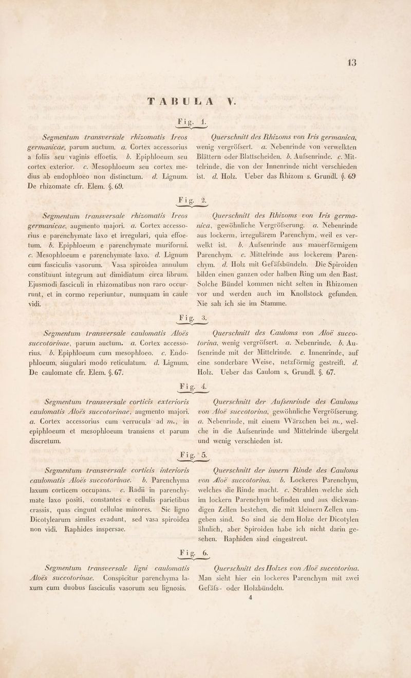 1. Segmentum transversale rhizomatis lreos germanicae, parum auctum. a. Cortex accessorius a folis seu vaginis effoetis. b. Epiphloeum seu cortex exterior. c. Mesophloeum seu cortex me- Querschnitt des Bhizoms von Iris germanica, wenig vergrölsert. a. Nebenrinde von verwelkten Blättern oder Dlattscheiden. db. Aufsenrinde. c. Mit- telrinde, die von der Innenrinde nicht verschieden dius ab endophloeo non distinctum. d. Lignum. ist. d. Holz. Ueber das Rhizom s. Grundl. $. 69 De rhizomate cfr. Elem. $. 69. Fig. 2. en EEE Segmentum transversale rhizomatis Ireos germanicae, augmento majori a. Cortex accesso- rius e parenchymate laxo et irregulari, quia effoe- tum. £. Epiphloeum e parenchymate muriformi. c. Mesophloeum e parenchymate laxo. d. Lignum cum fasciculis vasorum. — Vasa spiroidea annulum constituunt integrum aut dimidiatum circa librum. Ejusmodi fasciculi in. rhizomatibus non raro occur- runt, et in cormo reperiuntur, numquam in caule vidi. Querschnitt des Rhizoms von Iris germa- a. Nebenrinde aus lockerm, irregulärem Parenchym, weil es ver- welkt ist. Parenchym. ce. Mittelrinde aus lockerem Paren- chym. d. Holz mit Gefälsbündeln. Die Spiroiden bilden einen ganzen oder halben Ring um den Bast. nica, gewöhnliche Vergrölserung. b. Aufsenrinde aus mauerförmigem Solche Bündel kommen nicht selten in Rhizomen vor und werden auch im Knollstock gefunden. Nie sah ich sie im Stamme. Segmentum transversale caulomatis Aloes succotorinae, parum auctum. a. Cortex accesso- c. Endo- phloeum, siugulari modo reticulatum. d. Lignum. De caulomate cfr. Elem. $. 67. rius. Ö. Epiphloeum cum mesophloeo. Querschnitt des Cauloms von Aloe succo- lorina, wenig vergrölsert. a. Nebenrinde. 5. Au- fsenrinde mit der Mittelrinde. c. Innenrinde, auf eine sonderbare Weise, netzfórmig gestreift. q. Holz. Ueber das Caulom s, Grundl. $. 67. Segmentum transversale corticis exterioris caulomatis Aloes succotorinae, augmento majori. a. Cortex accessorius cum verrucula ad m., in epiphloeum et mesophloeum transiens et parum discretum. Querschnitt der Au/senrinde des Cauloms von Aloe succotorina, gewöhnliche Vergrófserung. a. Nebenrinde, mit einem Wärzchen bei m., wel- che in die Aufsenrinde und Mittelrinde übergeht und wenig verschieden ist. Segmentum transversale corticis. interioris caulomatis Aloes succotorinae. — b. Parenchyma laxum corticem occupans. c. Radü in parenchy- mate laxo positi, constantes e cellulis parietibus crassis, quas cingunt cellulae minores. Sic ligno Dicotylearum similes evadunt, sed vasa spiroidea non vidi. Raphides inspersae. Querschnitt der innern Rinde des Cauloms von Aloe succotorina. welches die Rinde macht. c. Strahlen welche sich im lockern Parenchym befinden und aus. dickwan- b. Lockeres Parenchym, digen Zellen bestehen, die mit kleinern Zellen um- geben sind. So sind sie dem Holze der Dicotylen ähnlich, aber Spiroiden habe ich nicht darin ge- sehen. Raphiden sind eingestreut. Segmentum transversale ligni caulomatis Aloes succotorinae. Conspicitur parenchyma la- xum cum duobus fasciculis vasorum seu lignosis. Querschnitt des Holzes von Aloe succotorina. Man sieht hier ein lockeres Parenchym mit zwei Gefäls- oder Holzbündeln. A