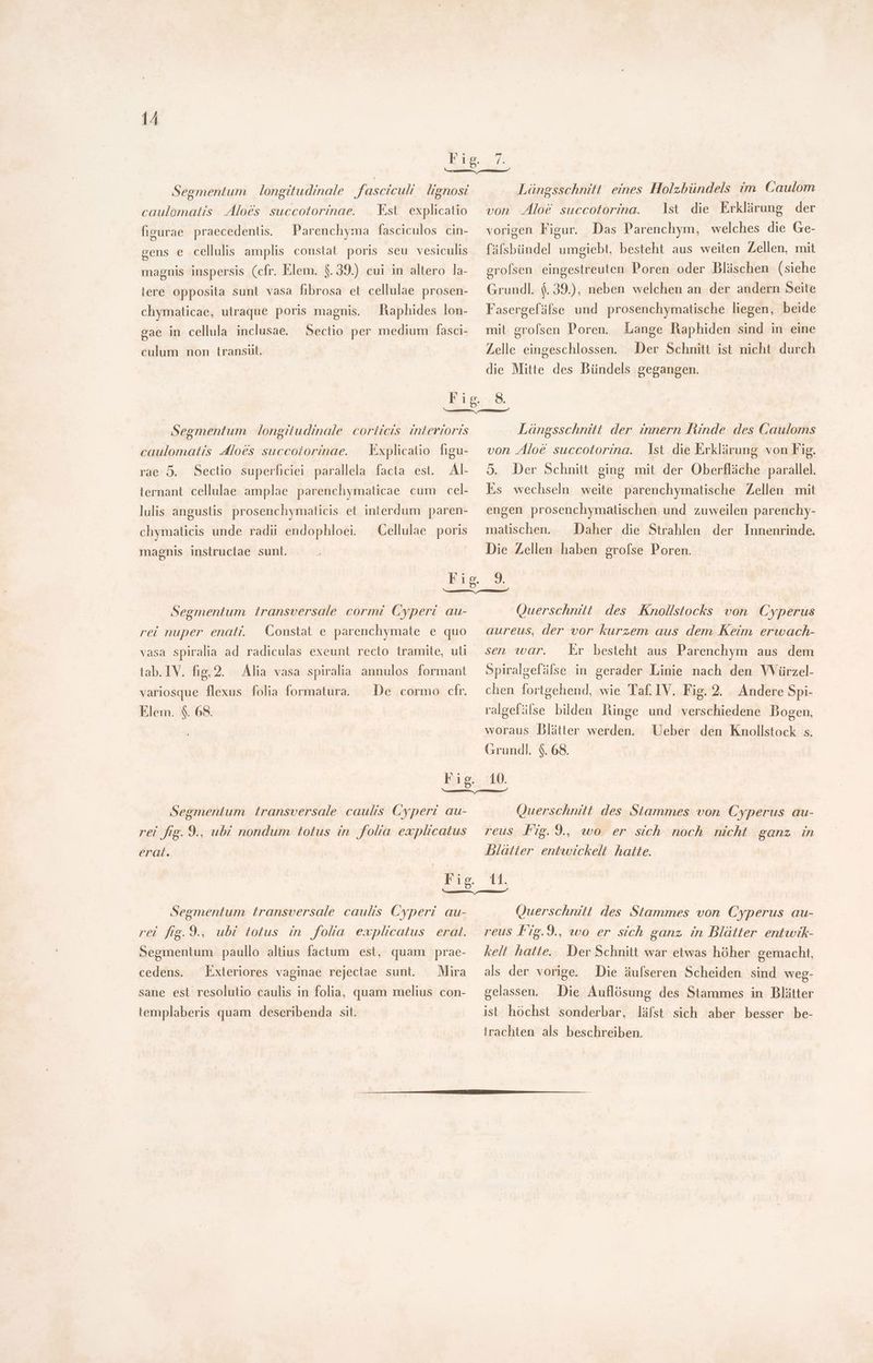 Segmentum longitudinale fasciculi lignosi caulomatis Aloes succotorinae. | Est explicatio figurae. praecedentis. Parenchyma fasciculos cin- genus e cellulis amplis constat poris seu vesiculis magnis inspersis (cfr. Elem. $.39.) cui in altero la- tere opposita sunt vasa fibrosa et cellulae prosen- chymaticae, utraque poris magnis. Raphides lon- cae in cellula inclusae. Sectio per medium fasci- 5 culum non transut. Längsschnitt eines Holzbündels im Caulom . von Aloe succotorina. Ist die Erklärung der vorigen Figur. Das Parenchym, welches die Ge- fälsbündel umgiebt, besteht aus weiten Zellen, mit grolsen eingestreuten Poren oder Bläschen (siehe Grundl. $. 39.), neben welchen an der andern Seite Fasergefáüfse und prosenchymatische liegen, beide Lange Raphiden sind in eine Zelle eingeschlossen. Der Schnitt ist nicht durch die Mitte des Bündels gegangen. mit grolsen Poren. Segmentum | longitudinale. corticis interioris caulomatis dloes succotorinae. — Explicatio figu- rae 5. Sectio superficiei parallela facta est. Al- ternant cellulae amplae parenchymaticae cum cel- lulis angustis prosenchymaticis et interdum paren- chymaticis unde radii endophloei. Cellulae poris magnis instructae sunt. Längsschnitt der innern Rinde des Cauloms von Aloe succotorina. Ist die Erklärung von Fig. 5. Der Schnitt ging mit der Oberfläche parallel. Es wechseln weite parenchymatische Zellen mit engen prosenchymatischen und zuweilen parenchy- matischen. Daher die Strahlen der Innenrinde, Die Zellen haben grofse Poren. Segmentum transversale cormi Cyperi au- rei nuper enatí. Constat e parenchymate e quo vasa spiralia ad radiculas exeunt recto tramite, uti tab. IV. fig, 2. Alia vasa spiralia annulos formant variosque flexus folia formatura. De cormo cfr. Elem. $. 68. Segmentum transversale caulis Cyperi au- rei fig. 9., ubi nondum totus in fola explicatus erat. Segmentum transversale caulis Cyperi au- rei fig. 9., ubi totus in fola explicatus erat. Segmentum paullo altius factum est, quam prae- cedens. Mira sane est resolutio caulis in folia, quam melius con- Exteriores vaginae rejectae sunt. templaberis quam deseribenda sit. Querschnitt des Knollstocks von Cyperus aureus, der vor kurzem aus dem Keim erwach- sen war. Er besteht aus Parenchym aus dem Spiralgefälse in gerader Linie nach den VVürzel- chen fortgehend, wie Taf. IV. Fig. 2. Andere Spi- ralgefälse bilden unge und verschiedene Bogen, Ueber den Knollstock s. woraus Blätter werden. Grundl. $. 68. 10. Querschnitt des Stammes von Cyperus au- reus Fig.9., wo er sich noch nicht ganz in blätter entwickelt hatte. 11. Querschnitt des Stammes von Cyperus au- reus Fig.9., wo er sich ganz in Blätter entwik- kelt hatte. Der Schnitt war etwas höher gemacht, als der vorige. Die äulseren Scheiden sind weg- gelassen. Die Auflösung des Stammes in Blätter ist höchst sonderbar, läfst sich aber besser be- trachten als beschreiben.