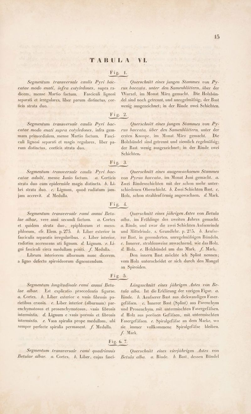 r Segmentum transversale caulis Pyri bac- catae modo enati, infra cotyledones, supra ra- dicem, mense Martio factum. Fasciculi lignosi separati et irregulares, liber parum distinctus, cor- ticıs strata duo. Querschnitt eines jungen Stammes von Py- rus baccata, unter den Samenblättern, über der VVurzel, im Monat März gemacht. Die Holzbün- del sind noch getrennt, und unregelmälsig; der Bast wenig ausgezeichnet; in der Rinde zwei Schichten. Segmentum transversale caulis Pyri bac- catae modo enati supra cotyledones, infra gem- mam primordialem, mense Martio factum. — Fasci- culi lignosi separati et magis regulares, liber pa- rum distinctus, corticis strata duo. Querschnitt eines jungen Stammes von Py- rus baccata, über den Samenblättern, unter der Die Holzbündel sind getrennt und ziemlich regelmälsig; ersten Knospe, im Monat März gemacht. der Bast wenig ausgezeichnet; in der Rinde zwei Schichten. Segmentum transversale caulis Pyri bac- calae adulti, mense Junio factum. bri strata duo. «c. Lignum, quod radiatum jam- d. Medulla. jam accrevit. Querschnitt eines ausgewachsenen Stammes von Pyrus baccata, im Monat Juni gemacht. a. Zwei Rindenschichten mit der schon mehr unter- schiedenen Oberschicht. 5. Zwei Schichten Bast. c. Holz, schon strahlenförmig angewachsen. d. Mark. Segmentum transversale rami annui Detu- lae albae, vere anni secundi factum. a. Cortex et quidem strata duo, epiphloeum et meso- phloeum, cfr. Elem. p.275. ). Liber exterior in fasciculis separatis irregularibus. «c. Liber interior, radiatim accrescens uti lignum. d. Lignum. e. Li- gni fasciculi circa medullam positi. Jf. Medulla. Librum interiorem alburnum nunc dicerem, a ligno defectu spiroideorum dignoscendum. Querschnitt eines jährigen Astes von Betula alba, im Frühlinge des zweiten Jahres gemacht. a. Rinde, und zwar die zwei Schichten Aulsenrinde und Mittelrinde, s. Grundlehr. p. 275. | &amp;. Aeulse- rer Dast, in gesonderten, unregelmälsigen Bündeln. c. Innerer, strahlenweise anwachsend, wie das Holz. d. Holz. e. Holzbündel um das Mark. Jf. Mark. Den innern Bast móchte ich Splint nennen; vom Holz unterscheidet er sich durch den Mangel an Spiroiden. Segmentum longitudinale rami annui Betu- lae albae. Kst explicatio praecedentis figurae. a. Cortex. 5b. Liber exterior e vasis fibrosis pa- retibus crassis. c. Liber interior (alburnum) par- enchymatosus et prosenchymatosus, vasis fibrosis intermixtis, d. Lignum e vasis porosis et fibrosis intermixtis. e. Vasa spiralia prope medullam, ubi semper perfecte spiralia permanent. f. Medulla. Längsschnitt eines jährigen Astes von Be- tula alba. Ist die Erklärung der vorigen Figur. a. Rinde. 5. Aeufserer Bast aus dickwandigen Faser- gefälsen. c. Innerer Bast (Splint) aus Parenchym und Prosenchym, mit untermischten Fasergefälsen. d. Holz aus porösen Gefälsen, mit untermischten Fasergefälsen. e. Spiralgefüfse an dem Marke, wo Spiralgefälse bleiben. sie immer : vollkommene f. Mark. Segmentum transversale rami quadriennis betulae albae. a. Cortex. 5. Liber, cujus fasci- Querschnitt eines vierjährigen Astes von Betula alba. a. Rinde 5. Bast, dessen Bündel
