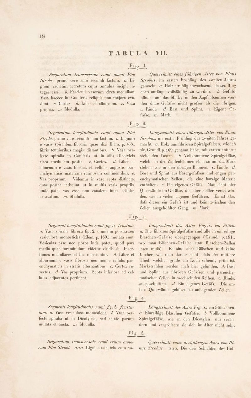 Segmentum | transversale rami annui Pini Sirobi, primo vere anni secundi factum. a. Li- enum radiatim accretum cujus annulus incipit in- leger esse. 5. Fasciculi vasorum circa medullam. Vasa haecce in Coniferis reliquis non majora eva- Querschnitt eines jährigen Astes von Pinus Strobus, im ersten Frühling des zweiten Jahres gemacht. a. Holz strahlig anwachsend, dessen Ring eben anfängt vollständig zu werden. ^. Gefäls- bündel um das Mark; in den Zapfenbäumen wer- dunt. c. Cortex. d. Liber et alburnum. e. Vasa den diese Gefälse nicht grófser als die übrigen. propria. m. Medulla. c. Rinde. d. Bast und Splint. e. Eigene Ge- fälse. m. Mark. Ps 2. —— Segmentum longitudinale rami annui Pini Strobi, primo vere secundi anni factum. a. Lignum e vasis spiralibus fibrosis quae dixi Elem. p. 168., fibris tenuioribus magis distantibus. ^5. Vasa per- fecte spiralia in Coniferis ut in alüs Dicotyleis circa medullam posita. d. Liber et alburnum e vasis fibrosis et cellulis angustis par- enchymaticis materiam resinosam continentibus. e. c, Cortex. Vas proprium. — Videmus in vase septa distincta, quae postea fatiscunt ut in multis vasis propriis, unde palet vas esse non canalem inter cellulas m. Medulla. excavatum. Längsschnitt eines jährigen Astes von Pinus Strobus, im ersten Frühling des zweiten Jahres ge- macht. a. Holz aus fibrösen Spiralgefälsen, wie ich sie, Grundl. p. 169. genannt habe, mit zarten entfernt stehenden Fasern. ^. Vollkommene Spiralgefälse, welche in den Zapfenbäumen eben so um das Mark stehen, wie in den übrigen Bäumen. c. Rinde. d. Bast und Splint aus Fasergefälsen und engen par- enchymatischen Zellen, die eine harzige Materie enthalten. e. Ein eigenes Gefäls. Man sieht hier Querwände im Gefälse, die aber später verschwin- den, wie in vielen eigenen Gefälsen. Es ist klar, dals dieses ein Gefäls ist und kein zwischen den Zellen ausgehóhlter Gang. m. Mark. Segmenti longitudinalis rami frg. 5. frustum. a. Vasa spiralia fibrosa fig. 2. omnia in porosa seu vesiculosa monosticha (Elem. p. 180.) mutata sunt. Vesiculas esse nec poros inde patet, quod pars media quae foraminulum videtur viridis sit. Inser- d, Liber et alburnum e vasis fibrosis nec non e cellulis par- tiones medullares et hic reperiuntur. enchymaticis in stratis alternantibus. c. Cortex re- Septa inferiora ad cel- d. Vas proprium. sectus. lulas adjacentes pertinent. Längsschnitt des Astes Fig.5., ein Stück. a. Die fibrósen Spiralgefälse sind alle in einreihige Bläschen -Gefälse übergegangen (Grundl. p. 181., wo man Bläschen-Gefälse statt. Bläschen-Zellen lesen mufs), Es sind aber Bläschen und keine Löcher, wie man daraus sieht, dafs der mittlere Theil, welcher grade ein Loch scheint, grün ist. Markstrahlen werden auch hier gefunden. d. Bast und Splint aus fibrósen Gefälsen und parenchy- matischen Zellen in wechselnden Reihen. c. Rinde, d. Ein eigenes Gefäls. ausgeschnitten. Die un- tern Querwände gehören zu anliegenden Zellen. Segmenti longitudinalis rami fig. 5. frustu- lum. a. Vasa vesiculosa monosticha. b. Vasa per- fecte spiralia ut in Dicotyleis, sed actate parum m. Medulla. mutata et aucta. Längsschnitt des Astes Fig. 5., ein Stückchen. a. Einreihige Bläschen -Gefälse. 5. Vollkommene Spiralgefälse, wie an den Dicotylen, nur verän- dern und vergrölsern sie sich im Alter nicht sehr. Segmentum transversale rami trium anno- rum Pini Strobi. aaa. Ligni strata tria cum va- Querschnitt eines dreijährigen Astes von Pi- nus Strobus. aaa. Die drei Schichten des Hol-