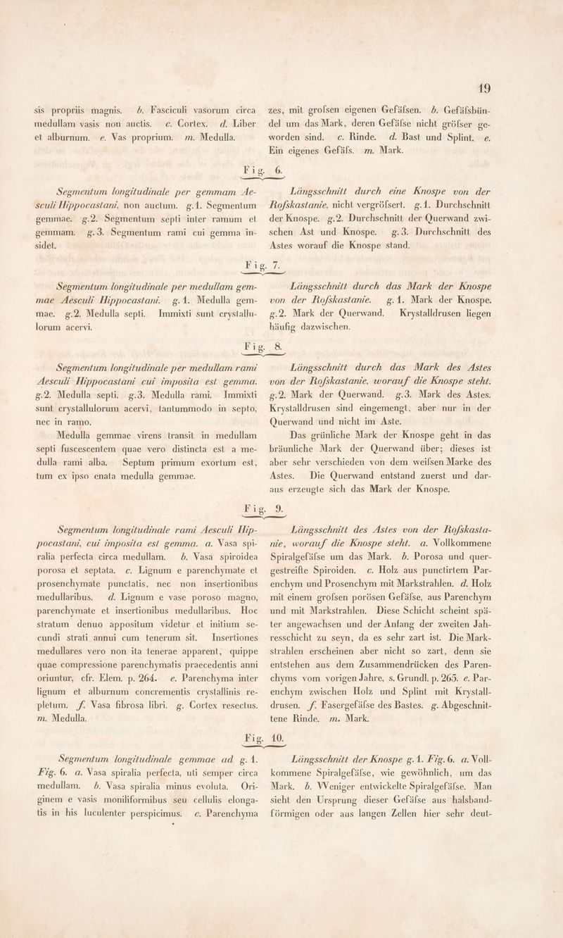 b. Fasciculi vasorum circa d. Liber e. Vas proprium. zm. Medulla. sis proprüs magnis. medullam vasis non auctis. c. Cortex. et alburnum. 19 zes, mit grolsen eigenen Gefälsen. 5. Gefälsbün- del um das Mark, deren Gefälse nicht gröfser ge- c. Rinde. d. Bast und Splint. e. Ein eigenes Gefäls. m. Mark. worden sind. Segmentum longitudinale per gemmam Ae- sculi Hippocastani, non auctum. g.1. Segmentum gemmae. g.2. Segmentum septi inter ramum et gemmam. g.J. Segmentum rami cui gemma in- sidet. Längsschnitt durch eine Knospe von der Ro/skastanie, nicht vergröfsert. g.1. Durchschnitt der Knospe. g.2. Durchschnitt der Querwand zwi- 8.3. Durchschnitt des Astes worauf die Knospe stand. schen Ast und Knospe. Segmentum longitudinale per medullam gem- mae Aesculi Hippocastanr. 2.2. Medulla septi. lorum acervi. g.1. Medulla gem- mae. Immixti sunt crystallu- Längsschnitt durch das Mark der Knospe von der Rofskastanie. | g.1. Mark der Knospe. 2.2. Mark der Querwand. — Krystalldrusen liegen häufig dazwischen. Segmentum longitudinale per medullam rami 8.2. Medulla septi. g.3. Medulla rami. Immixti sunt crystallulorum acervi, tantummodo in septo, nec in ramo. Medulla gemmae virens transit in medullam septi fuscescentem quae vero distincta est a me- dulla rami alba. ^ Septum primum exortum est, tum ex ipso enata medulla gemmae. Längsschnitt durch das Mark des stes von der Ro/skastanie, worauf die Knospe steht. 2.2. Mark der Querwand. g.3. Mark des Astes. Krystalldrusen sind eingemengt, aber nur in der Querwand und nicht im Aste. Das grünliche Mark der Knospe geht in das bräunliche Mark der Querwand über; dieses ist aber sehr verschieden von dem weilsen Marke des Astes. aus erzeugte sich das Mark der Knospe. Die Querwand entstand zuerst und dar- Segmentum longitudinale rami Aesculi Hip- pocastani, cui imposita, est gemma. a. Vasa spi- ralia perfecta circa medullam. — 5. Vasa spiroidea porosa et septata. c. Lignum e parenchymate et prosenchymate punctatis, nec non insertionibus medullaribus. | d. Lignum e vase poroso magno, parenchymate et insertionibus medullaribus. Hoc stratum denuo appositum videtur et initium se- cundi strati annui cum tenerum sit. — [nsertiones medullares vero non ita tenerae apparent, quippe quae compressione parenchymatis praecedentis anni oriuntur, cfr. Elem. p. 264. — e. Parenchyma inter lignum et alburnum concrementis crystallinis re- pletum. | f. Vasa fibrosa libri. g. Cortex resectus. m. Medulla. Längsschnitt des Astes von der ho/skasta- nie, worauf die Knospe steht. a. Vollkommene Spiralgefáfse um das Mark. 5. Porosa und quer- gestreifte Spiroiden. c. Holz aus punctirtem Par- enchym und Prosenchym mit Markstrahlen. d. Holz mit einem grofsen porösen Gefälse, aus Parenchym und mit Markstrahlen. Diese Schicht scheint spä- ter angewachsen und der Anfang der zweiten Jah- resschicht zu seyn, da es sehr zart ist. Die Mark- strahlen erscheinen aber nicht so zart, denn sie entstehen aus dem Zusammendrücken des Paren- chyms vom vorigen Jahre, s. Grundl. p. 265. e. Par- enchym zwischen Holz und Splint mit Krystall- drusen. f. Fasergefälse des Bastes. g. Abgeschnit- tene Rinde m. Mark. Segmentum longitudinale gemmae ad g. 1. Fig. 6. a. Vasa spiralia perfecta, uti semper circa medullam. Ori- ginem e vasis moniliformibus seu cellulis elonga- b. Vasa spiralia minus evoluta. tis in his luculenter perspicimus. c. Parenchyma Längsschnitt der Knospe g.1. Fig.6. a. Voll- kommene Spiralgefälse, wie gewöhnlich, um das Mark. 5. Weniger entwickelte Spiralgefäfse. Man sieht den Ursprung dieser Gefälse aus halsband- förmigen oder aus langen Zellen hier sehr deut-