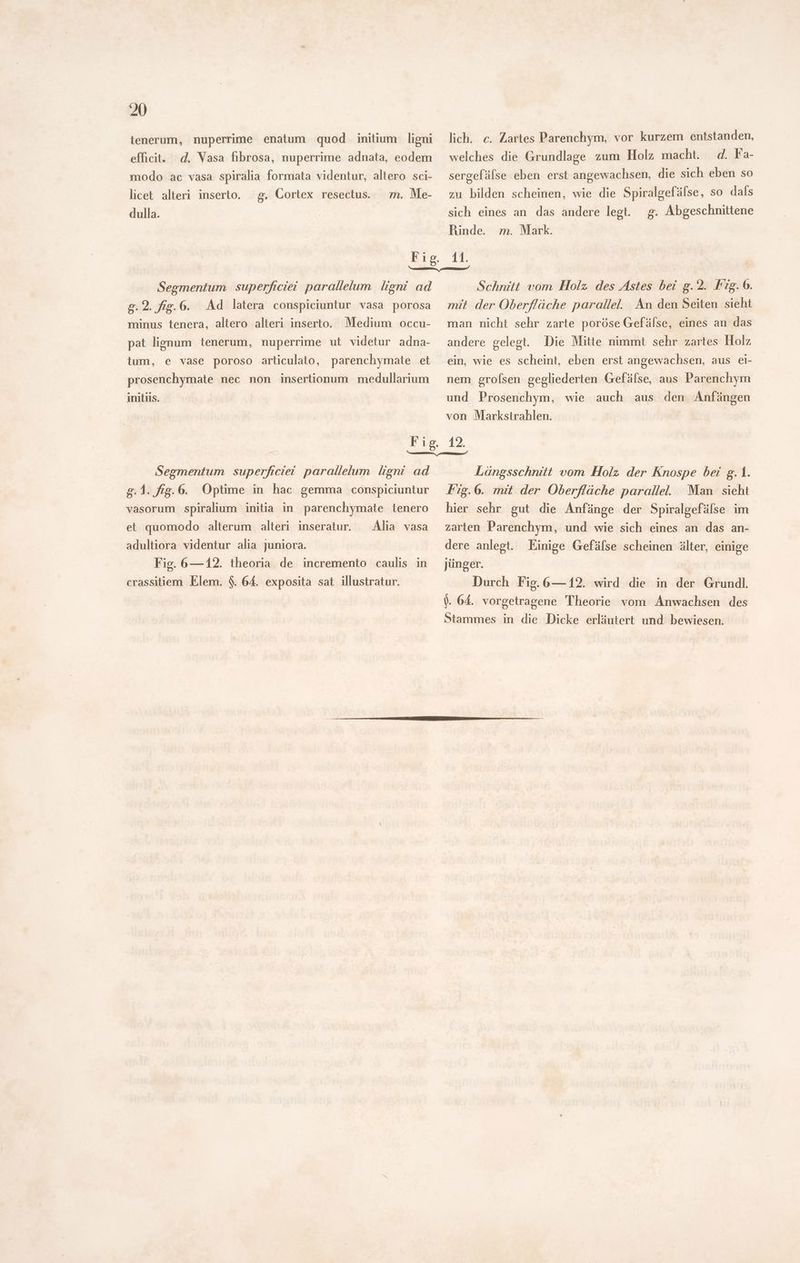 ienerum, nuperrime enatum quod initium ligni efficit. d. Vasa fibrosa, nuperrime adnata, eodem modo ac vasa spiralia formata videntur, altero sci- lich. c. Zartes Parenchym, vor kurzem entstanden, welches die Grundlage zum Holz macht. d. Fa- sergefälse eben erst angewachsen, die sich eben so licet alteri inserto. g. Cortex resectus. m. Me- zu bilden scheinen, wie die Spiralgefáfse, so dals dulla. sich eines an das andere legt. g. Abgeschnittene Rinde. m. Mark. Ergo. 11. a — Segmentum superficiei parallelum ligni ad 2.2. fig. 6. Ad latera conspiciuntur vasa porosa minus tenera, altero alteri inserto. Medium occu- pat lignum tenerum, nuperrime ut videtur adna- tum, e vase poroso articulato, parenchymate et prosenchymate nec non insertionum medullarium initiis. Schnitt vom Holz des Astes bei g.2. Fig. 6. mit der Oberfläche parallel. An den Seiten sieht man nicht sehr zarte poröse Gefälse, eines an das andere gelegt. Die Mitte nimmt sehr zartes Holz ein, wie es scheint, eben erst angewachsen, aus ei- nem grolsen gegliederten Gefälse, aus Parenchym und Prosenchym, wie auch aus den Anfängen von Markstrahlen. Segmentum superficiei. parallelum ligni ad g.1. fig. 6. Optime in hac gemma conspiciuntur vasorum spiralium initia in parenchymate tenero et quomodo alterum alteri inseratur. — Alia vasa adultiora videntur alia juniora. Fig. 6—12. theoria de incremento caulis in crassitiem Elem. $. 64. exposita sat illustratur. Längsschnitt vom Holz der Knospe bei g. 1. Fig.6. mit. der Oberfläche parallel. Man sieht hier sehr gut die Anfänge der Spiralgefälse im zarten Parenchym, und wie sich eines an das an- dere anlegt. Einige Gefälse scheinen älter, einige jünger. Durch Fig. 6—12. wird die in der Grundl. V 64. vorgetragene Theorie vom Anwachsen des Stammes in die Dicke erliutert und bewiesen.
