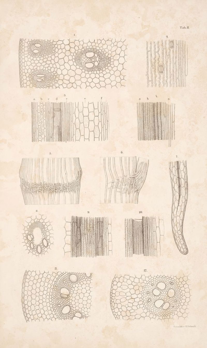 'l'ab. II. 12. (5 o uhith.v. CE. Schunadt. er. P