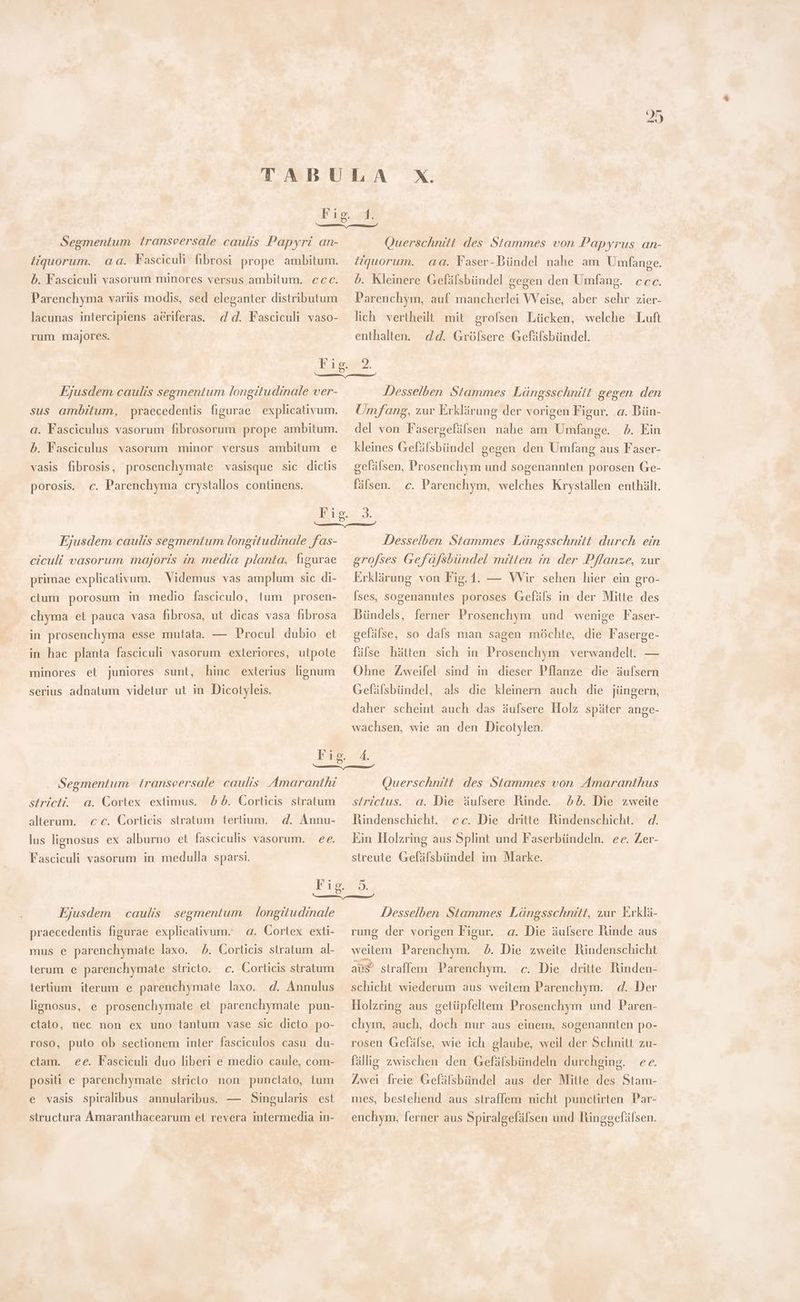 Fig. 1. Segmentum transeersale caulis Papyri an- tiguorum. aa. E asciculi fibrosi prope ambitum. b. Fasciculi vasorum minores versus ambitum. ccc. Parenchyma variis modis, sed eleganter distributum lacunas intercipiens aériferas. d d. Fasciculi vaso- rum majores. Querschnitt des Stammes von Papyrus an- itquorum. aa. Faser-Bündel nahe am Umfange. b. Kleinere Gefälsbündel gegen den Umfang. ccce. Parenchym, auf mancherlei Weise, aber sehr zier- lich vertheilt mit grofsen Lücken, welche Luft dd. Grölsere Gefälsbündel. enthalten. Ejusdem caulis segmentum longitudinale ver- sus ambitum, praecedentis figurae explicativum. a. Fasciculus vasorum fibrosorum prope ambitum. b. Fasciculus vasorum minor versus ambitum e vasis fibrosis, prosenchymate vasisque sic dictis porosis. c. Parenchyma crystallos continens. Desselben Stammes Längsschnitt gegen den Umfang, zur Erklärung der vorigen Figur. a. Bün- del von Fasergefälsen nahe am Umfange. 5. Ein kleines Gefälsbündel gegen den Umfang aus Faser- gefafsen, Prosenchym und sogenannten porosen Ge- fälsen. c. Parenchym, welches Krystallen enthält. Ejusdem caulis segmentum longitudinale fas- ciculi vasorum majoris in media planta, figurae primae explicativum. Videmus vas amplum sic di- clum porosum in medio fasciculo, tum prosen- chyma et pauca vasa fibrosa, ut dicas vasa fibrosa in prosenchyma esse mutata. — Procul dubio et in hac planta fasciculi vasorum exteriores, utpote minores et juniores sunt, hinc exterius lignum serius adnatum videtur ut in Dicotyleis. Desselben Stammes Längsschnitt durch ein grofses Gef afsbündel mitten in der Pflanze, zur Erklärung von Fig.1. — Wir sehen hier ein gro- [ses, sogenanntes poroses Gefäls in der Mitte des Bündels, ferner Prosenchym und wenige Faser- gefüfse, so dals man sagen möchte, die Faserge- fälse hätten sich in Prosenchym verwandelt. — Ohne Zweifel sind in dieser Pflanze die äufsern Gefälsbündel, als die kleinern auch die jüngern, daher scheint auch das äufsere Holz später ange- wachsen, wie an den Dicotylen. . Segmentum iranseersale caulis Amaranthi b b. Corticis stratum alterum. d. Annu- lus lignosus ex alburno et fasciculis vasorum. ee. siricH. a. Cortex extimus. c c. Cortieis stratum tertium. Fasciculi vasorum in medulla sparsi. Querschnitt des Stammes von Amaranthus sirictus. a. Die äufsere Rinde. 25. Die zweite Rindenschicht. cc. Die dritte Rindenschicht. 4. Kin Holzring aus Splint und Faserbündeln. ee. Zer- streute Gefälsbündel im Marke. Ejusdem | caulis segmentum | longitudinale praecedentis figurae explicativum. a. Cortex exti- mus e parenchymate laxo. b. Corticis stratum al- terum e parenchymate stricto. c. Corticis stratum tertium iterum e parenchymate laxo. d. Annulus lignosus, e prosenchymate et parenchymate pun- clato, nec non ex uno tantum vase sic dicto po- roso, puto ob sectionem inter fasciculos casu du- ctam. ee. Fasciculi duo liberi e medio caule, com- positi e parenchymate stricto non punctato, tum e vasis spiralibus annularibus. — Singularis est structura Ámaranthacearum et revera intermedia in- Desselben Stammes Längsschnitt, zur Erklä- rung der vorigen Figur. a. Die äulsere Rinde aus weitem Parenchym. ^. Die zweite Rindenschicht ax straffen Parenchym. c. Die dritte Rinden- schicht wiederum aus weitem Parenchym. d. Der Holzring aus getüpfeltem Prosenchym und Paren- chym, auch, doch nur aus einem, sogenannten po- rosen Gefälse, wie ich glaube, weil der Schnitt zu- fällig zwischen den Gefälsbündeln durchging. ee. Zwei freie Gefälsbündel aus der Mitte des Stam- mes, bestehend aus straffem nicht punctirten Par- enchym, ferner aus Spiralgefälsen und Ringgefälsen.