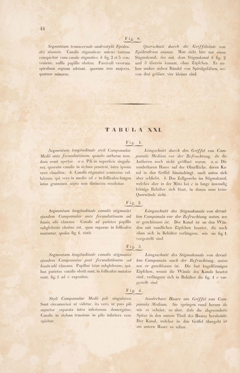 A4 Segmentum transversale androstylii Epiden- dri sinensis. Canalis stigmaticus unicus tantum conspicitur cum canale stigmatico 5 fig. 2 et 5 con- veniens, nullis papillis obsitus. Fasciculi vasorum spiralium septem adstant, quorum tres majores, quatuor minores. Querschnitt durch die Epidendrum sinense. Griffelsäule von Man sieht hier nur einen Stigmakanal, der mit dem Stigmakanal 5 fig. 2 und 5 überein kommt, ohne Zäpfchen. Es ste- hen umher sieben Bündel von Spiralgefälsen, wo- von drei grölser, vier kleiner sind. 1. Segmentum longitudinale styli Campanulae Medii ante fecundationem, quando antherae non- dum erant apertae. aa. Pili in superficie singula- res, quorum canalis in stylum penetrat, intra ipsum vero clauditur. d. Canalis stigmatici contextus cel- lulosus, qui vero in medio ad c in folliculos longos intus grumosos, septo non distinctos resolvitur. Längschniti durch den Griffel von Cam- panula Medium vor der Befruchtung, als die Antheren noch nicht geöffnet waren. a.a. Die sonderbaren Haare auf der Oberfläche, deren Ka- nal in den Griffel hineindringt, nach unten sich aber schliefst. 5. Das Zellgewebe im Stigmakanal, welches aber in der Mitte bei c in lange inwendig körnige Behälter sich löset, in denen man keine Querwände sieht. Segmentum longitudinale canalis stigmalici ejusdem Campanulae ante fecundationem ad basin, ubi clausus. Canalis ad parietes papillis subglobosis obsitus est, quae superne in folliculos mutantur, quales fig. 1. sistit. Längsschnitt des Stigmakanals von dersel- ben Campanula vor der Befruchtung unten, wo er geschlossen ist. Der Kanal ist an den Wän- den mit rundlichen Zäpfchen besetzt, die nach oben sich in Behälter verlängern, wie sie fie. 1. vorgestellt sind. Segmentum longitudinale canalis stigmatici ejusdem Campanulae post fecundationem ad basin ubi clausus. Papillae istae subglobosae, qui- bus parietes canalis obsiti sunt, in folliculos mutatae sunt, fig. 1 ad c expositos. Längsschnitt des Stigmakanals von. dersel- ben Campanula nach der Befruchtung, unten wo er geschlossen ist. Die fast kugelförmigen Zäpfchen, womit die Wände des Kanals besetzt sind, verlängern sich in Behälter die fig. 1 c vor- gestellt sind. Styli. Campanulae Medü pili | singulares. Sunt circumseissi ut videtur, ila vero, ut pars pili superior separata intra inferiorem demergatur. Canalis in stylum transiens in pilo inferiore con- spicitur. Sonderbare Haare am Griffel von Cam- panula Medium. Sie springen rund herum ab, wie es scheint, so aber, dafs die abgesonderte Spitze in den untern Theil des Haares herabsinkt. Der Kanal, welcher in den Griffel übergeht ist am untern Haare zu sehen.