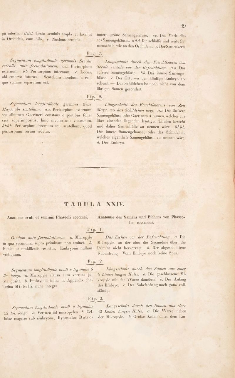 pii interni. . dd d. Testa seminis ampla et laxa ut in Orchideis, cum hilo. e. Nucleus seminis. 49 innere grüne Samengehäuse. ce. Das Mark die- ses Samengehäuses. d d d. Die schlaffe und weite Sa- menschale, wie an den Orchideen. e. Der Samenkern. Segmentum | longitudinale germinis Secalis cereals, ante fecundationem. aa. Pericarpium externum. dd. Pericarpium internum. c. Locus, Scutellum nondum a reli- quo semine separatum est. | ubi embryo futurus. Längsschnitt durch den Fruchtknoten von Secale cereale vor der Befruchtung. aa. Das äulsere Samengehäuse. bb. Das innere Samenge- häuse. c. Der Ort, wo der künftige Embryo er- scheint. — Das Schildchen ist noch nicht von dem übrigen Samen gesondert. Segmentum longitudinale germinis Zeae Mays, ubt scutellum. aa. Pericarpium externum seu albumen Gaertneri constans e partibus folia- ceis superimpositis, hinc involucrum vocandum. bbbb. Pericarpium internum seu. scutellum, quod pericarpium verum videtur. Längsschnitt des Fruchtknotens von Zea Mays, wo das Schildchen liegt. aa. Das äulsere Samengehäuse oder Gaertners Albumen, welches aus über einander liegenden häutigen Theilen besteht und daher Samenhülle zu nennen wäre. 2bbb. Das innere Samengehäuse, oder das Schildchen, welches eigentlich Samengehäuse zu nennen wäre. d. Der Embryo. Anatome ovuli et seminis Phaseoli coccinei, Anatomie des Samens und Eichens von Phaseo- lus coccineus. a. Micropyle Ovulum ante fecundationem. in qua secundina supra priminam non eminet. P. vestiguum. Das Eichen vor der Befruchtung. a. Die Mikropyle, an der aber die Secundine über die b. Der abgeschnittene Nabelstrang. Vom Embryo noch keine Spur. Eis. A Segmentum longitudinale ovuli e legumine 6 Längsschnitt u den - ees aus We lin. longo. a. Micropyle clausa cum verruca ju- 6 Linien langen a a. Die gesc ies 4 j: xta posita. 5. Embryonis initia. c. Appendix cha- kropyle mit der VVarze daneben. 5. Der Anfang des Embryo. c. Der Nabelanhang noch ganz voll- 'lazina Mirbelii, nunc integra. | stándig. Fig. 3. mm een Segmentum longitudinale ovuli e legumine Lüngsschnitt durch den Samen aus einer 15 ln. longo. a. Verruca ad micropylen. 5. Cel- 13 Linien langen Hülse. a. Die Warze neben lulae na sub embryone, Hypostatae Dutro- der Mikropyle. d. Grofse Zellen unter dem Em-