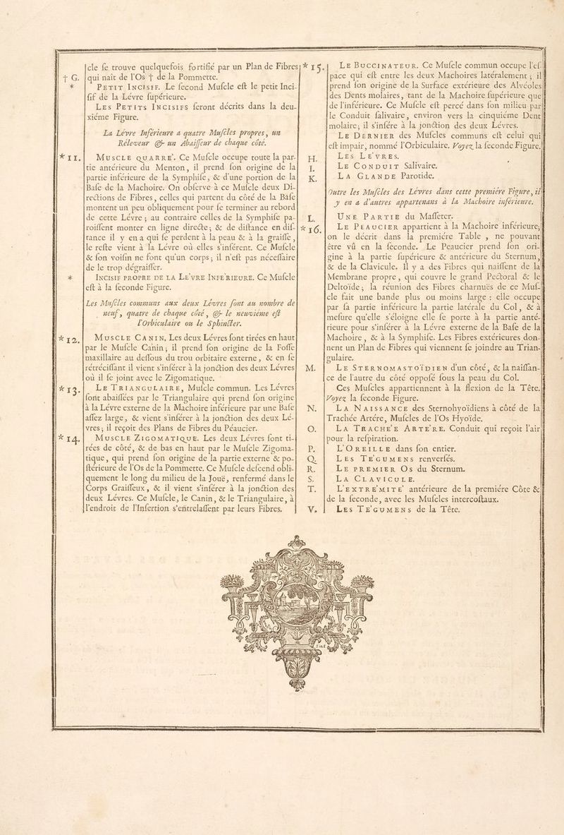 qui naît de l'Os + de la Pommette. Perir Incisrr. Le fecond Mulfcle eft le petit Inci- {if de la Lévre fupérieure. Les Perirs INCisrrs feront décrits dans la deu- xiéme Figure. La Lévre Inférieure a quatre Mufiles propres, un Réleveur © un Abaifleur de chaque côte. tie antérieure du Menton, il prend fon origine de Îa {partie inférieure de la Symphile, &amp; d'une portion de la Bale de la Machoire. On obferve à ce Mufcle deux Di- {rections de Fibres, celles qui partent du côté de la Bafe montent un peu obliquement pour fe terminer au rebord de cette Lévre ; au contraire celles de la Symphife pa- [roiffent montrer en ligne directe; &amp; de diftance en dif- [trance il y en a qui fe perdent à la peau &amp; à la graifle, {le refte vient à la Lévre où elles s’'inférent. Ce Mufcle &amp; fon voifin ne font qu'un corps; il n'eft pas néceflaire de le trop dégraifler. INCISIF PROPRE DE LA LE VRE INFE RIEURE. Ce Mufcle eft à la feconde Figure. ÎLes Mufcles communs aux deux Lévres font an nombre de neuf, quatre de chaque côté, © le neuvième ef? l'Orbiculaire on le Sphiniter. Muscre CANIN, Les deux Lévres font tirées en haut par le Mufcle Canin, il prend fon origine de la Fofe Imaxillaire au deflous du trou orbitaire externe, &amp; en fe |retréciflant il vient s'inférer à la jonction des deux Lévres où il fe joint avec le Zigomatique. : Le TRIANGULAIRE, Mulcle commun. Les Lévres {ont abaïflées par le Triangulaire qui prend fon origine à la Lévre externe de la Machoire inférieure par une Bafe affez large, &amp; vient s'inférer à la jonction des deux Lé- vres ; il reçoit des Plans de Fibres du Péaucier. MusCLE ZicomMATIQUE. Les deux Lévres font ti- rées de côté, &amp; de bas en haut par le Mufcle Zigoma- tique, qui prend fon origine de la partie externe &amp; po- ftérieure de lOs de la Pommertte. Ce Mufcle defcend obli- |quement le long du milieu de la Jouë, renfermé dans le [Corps Graifleux, &amp; il vient s'inférer à la jonction des [deux Lévres. Ce Mufcle, le Canin, &amp; le Triangulaire, à M'endroir de l'Infertion s'entrelaffent par leurs Fibres. Q Æ 3 ( r NZ ‘4 SN r7, &amp; “ { À LP KS ( Là 2 PNLS \ EN Æ Ë | LE BuccinaATeur. Ce Mufcle commun occupe +<1] Ipace qui eft entre les deux Machoires latéralement ; ilh prend {on origine de la Surface extérieure des Alvéoles Le Dernier des Mufcles communs eft celui quil L'ÉS-LLE VRES. LE ConNpuir Salivaire. LA GLANDE Parotide. y en a d'autres appartenans à la Machoire inférieure. UNE, PAR YIE du Mafeter’. b LE PEAUCIER appartient à la Machoire inférieure; cle fait une bande plus où moins large : elle occupel par {a partie inférieure la partie latérale du Col, &amp; àl} O LE STERNOMAsTOÏiDIEN d'un côté, &amp; la naiflan-| Ces Mufcles appartiennent à la flexion de la Tête.ff Voyez la {econde Figure. | : LA NaïssANCE des Sternohyoïdiens à côté de laff Trachée Artére, Mufcles de l'Os Hyoïde. | LA TRACHEE ARTERE. Conduit qui reçoit l'air pour la refpiration. | L'OREILLE dans fon entier. | LEs TEGUMENS-.renverles. | LE PREMIER Os du Sternum. LA CTANVICULE: ! L'EXTREMITE antérieure de a premiére Côte &amp;} de la feconde, avec les Mufcles intercoftaux. | Les TECuUMENS de la Tête. N