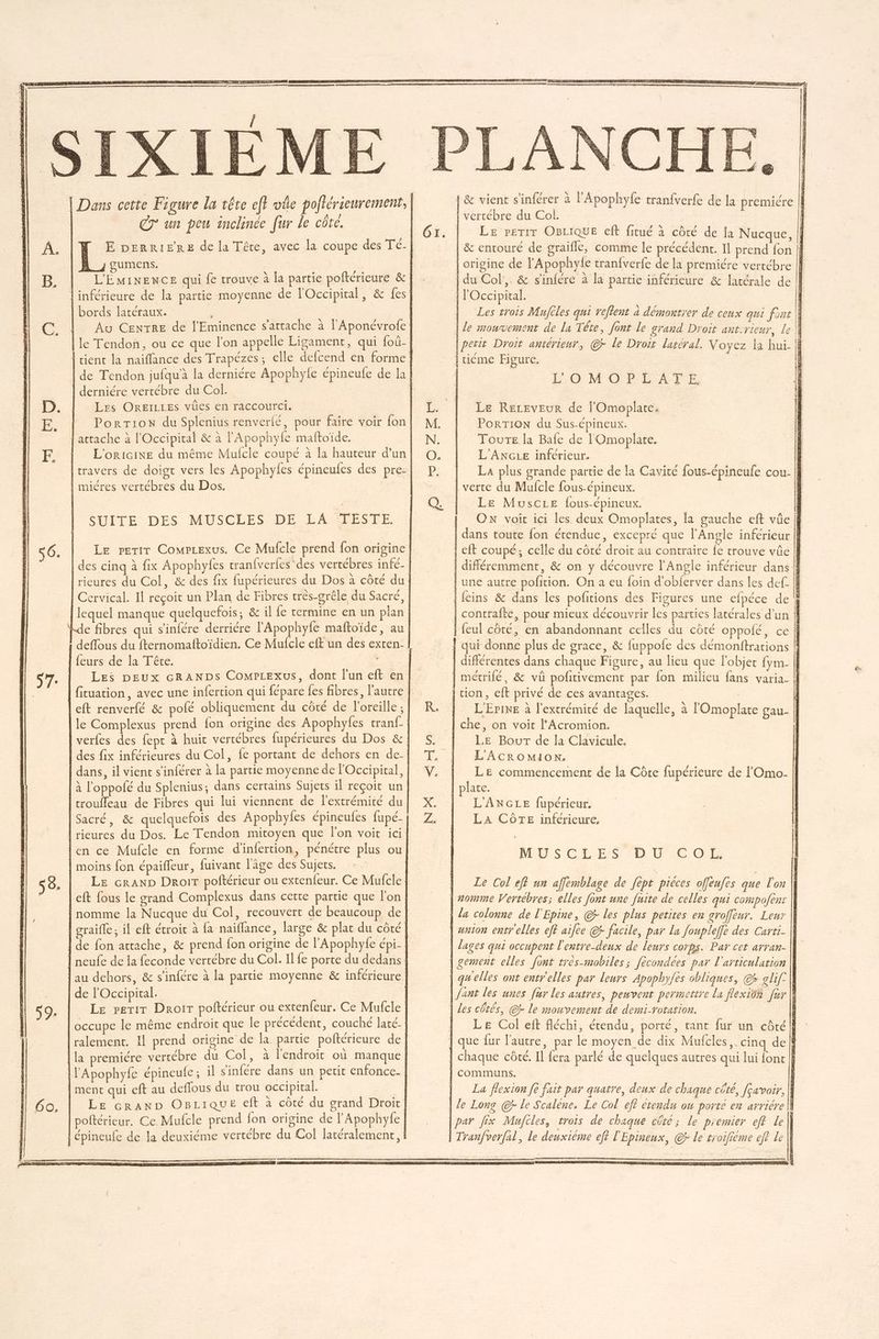 L &amp; , 9e 4 \ D eo / 1 | &amp; vient s inférer a l’'Apophyfe trantverfe de la première | | vertébre du Col. Î | Le rertr OBLiQuE cft fitué à côté de fa Nucque, | ; à VP. / VA | &amp; entouré de graifle, comme le précédent. Il prend fon || | origine de l'Apophyfe tranfverfe de la premiére vertébre | > ap: en aphr : | du Col, &amp; sinfére à la partie inférieure &amp; latérale de | | l'Occipital. | | | Les trois Mujcles qui reftent à démontrer de ceux qui font || | le mouvement de la Tête, font le grand Droit ant:rieur, le |pesit Droit antérieur, @ le Droit latéral. Voyez la hui- | }tiéme Figure. | Dans cette Figure la rêre ef? vhe poftérieurement, CT un peu inclinée fur le côte. E peRRIFRE de la Tête, avec la coupe des Té- À _/ gumens. 3 | | L'ÉMINENCE qui {e trouve à la partie poftérieure &amp;| | inférieure de la partie moyenne de l'Occipital, &amp; fes] | bords latéraux. | | Au Centre de l'Eminence s'attache à l'Aponévrofe | le Tendon, ou ce que lon appelle Ligament, qui foû- | rient la naiflance des Trapézes; elle defcend en forme | de Tendon jufqu'à la derniére Apophyle épineufe de la derniére vertébre du Col. LOMOPLATE. D. Les OREILLES vües en raccourci. | Le Receveur de l'Omoplate. FE. | Portion du Splenius renverié, pour faire voir fon Porrion du Sus-épineux. attache à l'Occipital &amp; à l'Apophyfe maftoïde. Toure la Bafe de l'Omoplate. F. | L'oricine du même Mulcle coupé à la hauteur d’un L'ANGLE inférieur. {travers de doigt vers les Apophyfes épineufes des pre- La plus grande partie de la Cavité fous-épineufe cou- |f miéres vertébres du Dos. | verte du Mufcle fous-épineux. | È Q. LE MusCLeE fous-épineux. SUITE DES MUSCLES DE LA TESTE. {| ON voit ici les. deux Omoplates, la gauche eft vûe | | dans toute fon étendue, excepré que l'Angle inférieur || 56. Le perir Comrrexus. Ce Mufcle prend lon origine | eft coupé, celle du côté droit au contraire fe trouve vüe | des cinq à fix Apophyfes tranfverfes'des vertébres infé- | différemment, &amp; on y découvre l’Angle inférieur dans À rieures du Col, &amp; des fix fupérieures du Dos à côté du. | une autre pofition. On a eu foin d'obferver dans les def |} Cervical. Il reçoit un Plan de Fibres très-grêle du Sacré, feins &amp; dans les pofñtions des Figures une efpéce de À lequel manque quelquefois, &amp; il Le termine en un plan | contrafte, pour mieux découvrir les parties latérales d’un À e fibres qui s'infére derriére l'Apophyfe maftoïde, au feul côté, en abandonnant celles du côté oppofé, ce | deflous du fternomaltoïdien. Ce Mulcle eff un des exten- } qui donne plus de grace, &amp; fuppofe des démonftrations ! {eurs de la Tête. | #6 | différentes dans chaque Figure, au lieu que l'objet fym- || Les DEux cRANDSs ComPrexus, dont l'un eft en | métrifé, &amp; vû poñitivement par {on milieu fans varia- | fituation, avec une infertion qui fépare fes fibres, l’autre | tion, eft privé de ces avantages. | Î eft renverfé &amp; pofé obliquement du côté de l'oreille ; | L'Erine à l'extrémité de laquelle, à l'Omoplate gau- | le Complexus prend fon origine des Apophyles tranf- | che, on voit l’Acromion. verfes des fept à huit vertébres fupérieures du Dos &amp; LE Bour de la Clavicule. des fix inférieures du Col, fe portant de dehors en de- L'ACROMION, dans, il vient s’inférer à la partie moyenne de lOccipital, LE commencement de la Côte fupérieure de l'Omo- à l'oppofé du Splenius; dans certains Sujets il reçoit un late. troufleau de Fibres qui lui viennent de l'extrémité du L'ANGLE fupérieur, Sacré, &amp; quelquefois des Apophyles épineufes fupé- La CÔTE inférieure, | rieures du Dos. Le Tendon mitoyen que l'on voit ici en ce Mufcle en forme d'infertion, pénétre plus ou | moins fon épaifleur, fuivant l'âge des Sujets. | Le crAND Droir poftérieur ou extenfeur. Ce Mufcle eft fous le grand Complexus dans cette partie que l'on | nomme la Nucque du Col, recouvert de beaucoup de | craifle, il eft étroic à fa naiflance, large &amp; plat du côté | de fon attache, &amp; prend fon origine de l’Apophyfe épi- | neufe de la feconde verrébre du Col. Il fe porte du dedans. l'au dehors, &amp; s'infére à la partie moyenne &amp; inférieure de l'Occipital. | Le peritr Droir poftérieur ou extenfeur. Ce Mufcle occupe le même endroit que le précédent, couché laré- ralement. Il prend origine de la partie poftérieure de {la premiére vertébre du Col, à l'endroit où manque [l'Apophyle épineule ; il s'infére dans un petit enfonce ment qui eft au deflous du trou occipital. 2e Le crAND OBLIQUE eft à côté du grand Droit poftérieur. Ce. Mulcle prend fon origine de l'Apophyle épineufe de la deuxième vertébre du Col latéralement | &amp; <ny + 24 N MUSCLES DU EE OL N B | Le Col ef? un affemblage de fèpt piéces offéufes que l'on || | zomme Vertebres; elles font une fuite de celles qui compofent || | la colonne de l'Epine, @ les plus petites en groffeur. Leur |} | wnion entr elles ef? ailee @r facile, par La Joupleffe des Carti- | lages qui occupent l'entre-deux de leurs corps. Par cet arran- || | gement elles font tres-mobiles; fécondees par l'articulation || | quelles ont entr'elles par leurs Apophyfes obliques, @ glif: || | /ant les unes [ur les autres, peuvent permettre La flexion fur |} | es côtés, @ le mouvement de demi-rotation. | Le Col eft fléchi, étendu, porté, tant fur un côté | | que fur l'autre, par le moyen de dix Mufcles,. cinq def | chaque côté, Il fera parlé de quelques autres qui lui {ont |} | communs. | La flexion fe fait par quatre, doux de chaque cêté, fçavoir, | Je Long @ÿ le Scaléne. Le Col eff étendu ow porte en arriére À {par fix Maufcles, trois de chaque cüte; le premier ef le | Tranfverfal, le deuxième ef? l'Epineux, @7r le troifiéme ef? Le ln