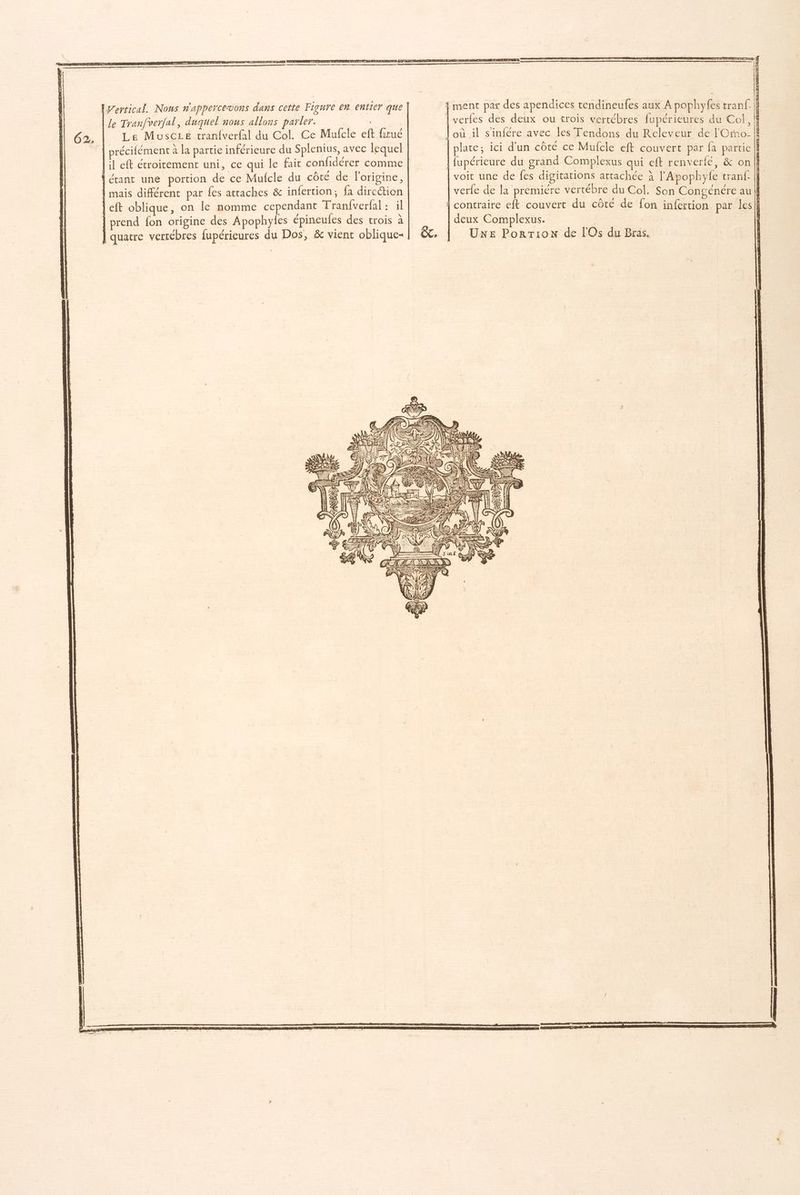 le Tranf/verfal, duquel nous allons parler. | Le MusCLe tranfverfal du Col. Ce Mufcle eft firué précifément à la partie inférieure du Splenius, avec lequel prend fon origine des Apophyles épineufes des trois à LU ù/ AN) NW V7 SU EE ER RARES CSSS f ment par des apendices tendineufes aux A pophyfes tranf. | verfes des deux ou trois vertébres fupérieures du Col, À où il s'infère avec les Tendons du Releveur de lCro- plate; ici d'un côté ce Mufcle eft couvert par fa partie | fupérieure du grand Complexus qui eft renverfé, & on | voit une de fes digitarions attachée à l'Apophyle tranf. || verfe de la premiére vertébre du Col. Son Congénére au | { contraire eft couvert du côté de fon infertion par les} deux Complexus. UNE PorRTion de l'Os du Bras.