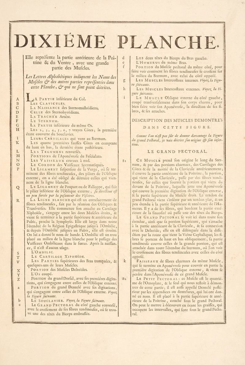 GE = Oo C0 Os» SEP EL Elle repréfente la partie antérieure de la Poi- trine & du Ventre , avec une grande partie des Mufcles. Les Lettres Alphabétiques indiquent les Noms des Mulcles CT des autres parties repréfentées dans cette Planche, © qui ne font point décrites. Lu PARTIE inférieure du Col. Les CLAVICULES. La NAïIssANCE des Sternomaftoïdiens, CELLE des Sternohyoïdiens. La TRACHEE Artére, | LE STERNUM. La PARTIE inférieure du même Os. étant couverte du Souclavier. LEuRs CARTILAGES qui vont au Steérnum, LES quatre premieres faufles Côtes en comptant du haut en bas, la derniére étant poftérieure, Les TEGUMENS renverfés. PorTions de l’Aponévrofe du Fafcialata. LES VAISSEAUX cruraux à nud. LE CorRDON des Vaifleaux Spermatiques. nent de la ligne blanche. un peu forcée par la pefanteur des Vifcéres. placé au milieu de la ligne blanche pour le pañlage des Vaifleaux Ombilicaux dans le fœtus. Après la naïffan- LOMBILIC. LE CARTILAGE XIPHOÏDE. Les ParTiEes fupérieures des Bras tronquées, & quelques-uns de leurs Mufcles. | PorTion des Mufcles Deltoïdes. L'Os coupé. qui s'engagent entre celles de l'Oblique externe. Voyez la Figure fuivante. | LE SOuCcLAVIER. Voyez la Figure fuïvante. avec le croifement de fes fibres tendineufes, où fe trou- | ve unc des crêtes du Biceps embraflée, à Les deux tètes du Biceps du Bras gauche. L'Humerus du même Bras. i PorTion du Mufcle pectoral du même côté, pour |f le milieu du Sternum, avec celui du côté oppolé. Les Musczes Intercoftaux internes. Voyez la Figu- || re fHivante. Les MuscLes Intercoftaux externes. Voyez la Fi- gave fuivante. À Le Muscre Oblique externe du côté gauche, | bien faire voir {on Aponévrofe, la direction de fes f- À bres, & {es attaches. | DANS CET TÉ Æ I GURE. Comme L'on n'eff pas far de donner davantage La Figure || LE GRAND PECTORAL. Ce Muscre prend fon otigine Île long du Ster- se cmsois RE EE Me PRE 0 Si ñ à me en mere rca RON SP RETRO TRES RS SR Le GRAND PECTORAL fe voit ici dans toute {on !f tendineufe couvre celles de la grande portion, qui eft } le croifement des fibres tendineufes avec celles du côté | oppofé. | | Faisseaux de fibres charnues du même Mufcle, | qui fe termine en Aponévrofe pour couvrir en partie la |} perdre dans l'Aponévrofe de ce grand Mufcle. | Le Perir PEecroraL: ce Mulfcle eft le quatrié- || me de l'Omoplate, & le feul qui nous reftoit à démon- | rer de cette partie, il eft aufli appellé Dencelé pofté- | rieur par les appendices ou dentelures, qui lui ont don- | On peut le mettre à découvert en ôtant les graifles, qui || occupent les intervalles, qui font fous le grand Pecto- ral.