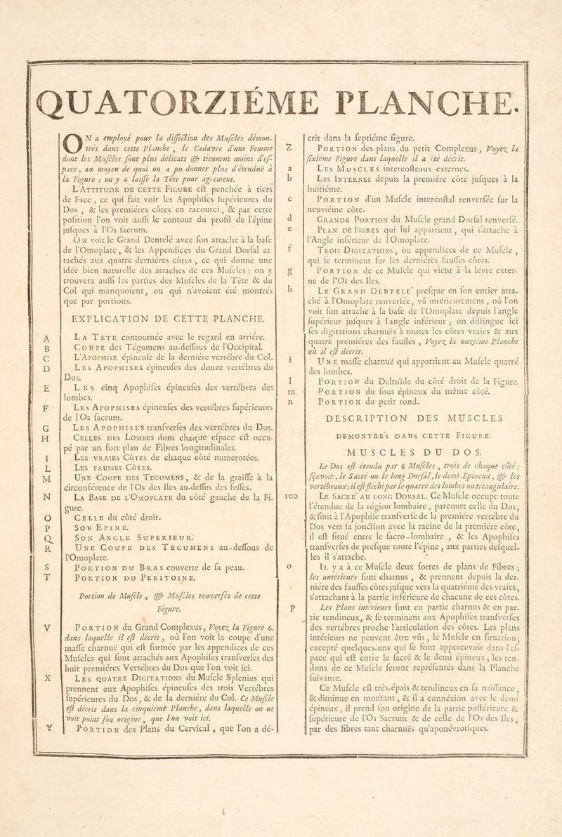 | dont les Mufiles font plus delicats © tiennent moins d'ef- la Figure ; on y à laifle la Tête pour agrement. L'ATTITUDE DE CETTE Ficure eft penchée à tiers [Dos , & les premicres côtes en racourci, & par cette | pofition l'on voit aufli le contour du profil de l'épine jufques à l'Os facrum. | | de l'Omoplate, &t les Appendices du Grand Dorfal at lrachés aux quatre derniéres côtes , ce qui donne une lidée bien naturelle des attaches de ces Mufcles : on y lcrouvera aufh les parties des Mulcles de la Tête & du | Col qui manquoient, ou qui n'avoient été montrés [que par portions. PXPLICATION ‘DE GET DEMERNETE. L A PERTE contournée avec le regard cn arriére. ‘À B Coure des Tégumens au-deffous de l'Occipital. Gé L'Arormise épineule de la derniére vertébre du Col. D Les Aporxises épineules des douze vertébres du { Dos. | E LEs cinq Apophifes épineufes des vertébres des lombes. | F. Les Arorxises épineufes des vertébres fupérieures de Os facrum. | C Les APOPHISES tran{verfes des vertébres du Dos. | H Cezces pes LomBes dont chaque efpace eft occu-| pé par un fort plan de Fibres longitudinales. | I Les vraies CôTes de chaque côté numerotées. L Les FAUSSES CÔTES. . M UxE Course DES TEGUMENS, & de la craiflé à la | :_ |circonférence de l'Os des Iles au-deflus des fefles. N La Base DE L'OmorLaTE du côté gauche de la Fi qure. O CELLE du-côté droit. P SON EPINE. (2 SON ANGLE SUPERIEUR. R UxE Coupe DEs TEGUMENS au-deflous del l'Omoplate. S PorTIionN pu BRAS couverte de fa peau. F PORTION Du PERITOINE. Portion de Mufcle , © Mujcles renverfes de cette | | Figure. V PorTion du Grand Complexus, Voyez la Figure 6.| dans laquelle il ef? décrit , où l'on voit la coupe d'une mafle charnuë qui eft formée par les appendices de ces | Mulcles qui font attachés aux Apophiles tranfverfes des KE) dette premiéres Vertébres du Dos que l'on voit ici. X Les quaTRE Dicirarions du Mufcle Splenius qui | | prennent aux Apophifes épineufes des trois Vertébres À fupérieures du Dos, & de la derniére du Col. Ce Mujcle | fé décrit dans la cinquième Planche, dans laquelle on ne [voir point [on origine, que lon voit ic. | .Y Porrion des Plans du Cervical , que l'on a dé-| crit dans la feptiéme figure. | Z PorTion des plans du petit Complexus, Voyez La fixieme Figure dans laquelle 1l à été décrit. a Les MuscLres intercofteaux externes. b | Les INTERNES depuis la premiére côte jufques à la huitiéme. C PorTion dun Mufcle intercoftal renverfée {ur la neuviéme côte. | d GRANDE PorrTion du Mulcle grand Dorfal renverfé. € PLAN DE FIBRES qui lui appartient, qui sattache à l’'Angle inférieur de l'Omoplace. $ f Trois DicrraATions, ou appendices de ce Muicle, qui {e terminent fur les derniéres fauffes côtes. g PORTION de ce Mufcle qui viént à la lévre exter. ne de l’Os des Iles. | ché à l'Omoplate renverlée, vû intérieurement , où l'on voit fon attache à la bafe de l'Omoplate depuis l'angle fupérieur jufques à l'angle inférieur ; on diftingue ici {es digitations charnuës à toutes les côtes vraies & aux De À ; quatré premiéres des faufles , Voyez la onziéme Planche ox 11 efé decrir. UXxE mafñle charnuë qui appartient au Mufcle quarré des lombes. | PorTr:oN du Deltoïide du côté droit de la Figure. PorRTION du fous épineux du même côté. PorTION du petit rond. DESCRIPTION :-DES MUSCLES DEMONTRES DANS CETTE FIGURE. MEUSS CLÉS D HÆD\0, 0 Le Dos ef? étendu par 6 Mujcles , trois de chaque côté ; fGavoir , le Sacré ou le long Dorfal, le demi-Epineux, @r les | vertébraux;1l eff frechi par le quarré des lombes ou triangulaire. Le SAcRE’ au Lonc DorsaL. Ce Mulcle occupe toute | l'étendue de la région lombaire , parcourt celle du Dos, || & finit à l’'Apophife tranfverfe de la premiére vertébre du Dos vers fa jonction avec la racine de la premiére côte, | il eft fitué entre le facro-lombaire |, & les Apophifes cran{verfes de prefque toute l'épine , aux parties defquel. { les il s'attache. “à | 100 O Iz ya à ce Mufcle deux fortes de plans de Fibres ; les antérieurs {ont charnus , & prennent depuis la der- |} * | niéredes faufles côtes jufque vers la quatriéme des vraies, s'attachant à la partie inférieure de chacune de ces côtes. P Les Plans intérieurs {ont en partie charnus & en par- tie tendineux, & fe terminent aux Apophiles tranfverfes des vertébres proche l'articulation des côtes. Les plans intérieurs ne peuvent être vûs, le Mufcle en fituation; | excepté quelques-uns qui fe font appercevoir dans l’'ef- | pace qui eft entre le facré & le demi épineux ; les ten. dons de ce Mufcle feront repréfentés dans la Planche : | fuivante. Ce Mufcle eft très-épais & tendineux en fa naiflance, 1 & diminue en montant , & 1l a connéxion avec le demi | épineux , il prend fon origine de la partie poftérieure & | fupérieure de lOs Sacrum & de celle de l'Os des Iles, {par des fibres tant charnuës qu'aponévrotiques.