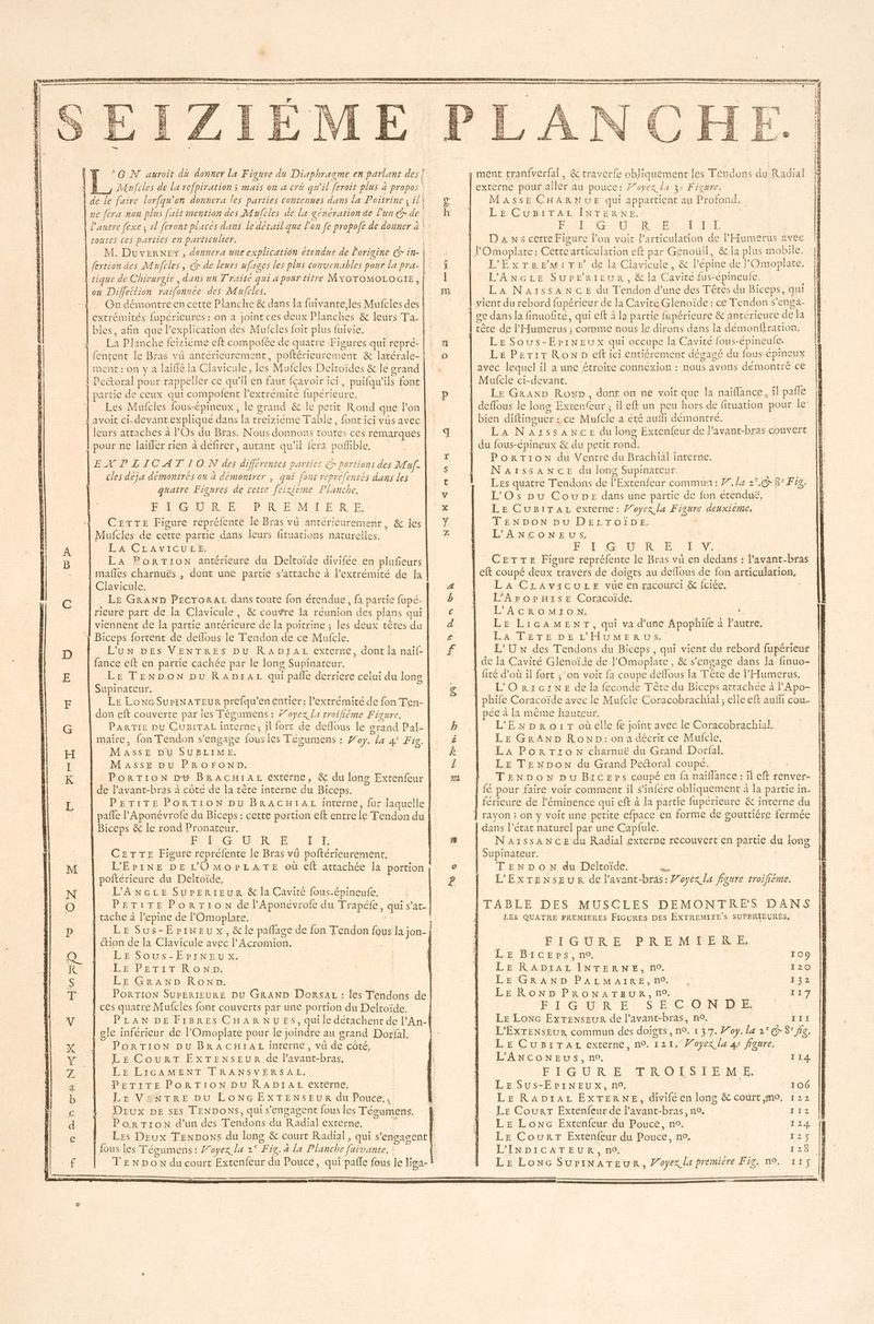 | de Le faire lorfqu’on donnera les parties contenues dans la Poitrine : il\ à e + LA U , 9 ) j À ne fera non plus fait mention des Mufcles de la generation de l'un €r de | soutes ces parties en particulier. : À sique de Chirurgie , dans un Traité qui a pour titre MYOTOMOLOGIE, ox Diflettion raifonnce des Mufcles. | À Gn démontreencette Planche & dans la fuivante les Mufcles des | extrémités fupérieures : on a joint ces deux Planches & leurs Ta- | bles, afin que l'explication des Mufcles foit plus fuivie. La Planche feiziéme eft compofée de quatre Figures qui repré- Ê [ h ment : on y à laiffé la Clavicule, les Mufcles Deltoïdes & le grand ! Peétoral pour rappeller ce qu’il en faur fcavoir ici, puifqu’ils font partie de ceux qui compolfent l'extrémité fupérieure. | Les Mufcles fous-épineux, le grand & le petit Rond que lon leurs attaches à POs du Bras. Nous donnons toutes ces remarques | pour ne laiffer rien à défirer, autant qu’il fera pofible EXPIICATION des différentes parties €r portions des Muf- cles déja démontrés ou à démontrer , qui font repréjentés dans les | quatre Figures de cette feixieme Planche. FT GRR Ce PA RGE MATE RE: CzexTe Figure repréfente le Bras vû antérieurement , & les | Mufcles de cette partie dans leurs fituations naturelles. | PARC AN TOUTE LA PorTIonN antérieure du Deltoïde divifée en plufeurs | mafles charnuës , dont une partie s'attache à l'extrémité de la | Clavicule. | LE GRAND PEcroraL dans toute fon étendue, fa partie fupé.- rieure part de la Clavicule, & couvre la réunion des plans qui viennent de la partie antérieure de la poitrine ; les deux têtes du Biceps. fortent de deflous le Tendon de ce Mufcle. | L'un DEs VENTRES pu RADJAL externe, dont la naïf- fance eft en partie cachée par Île long Supinateur. Le TENDON pu Rapxrar qui pañle derriere celui du long Supinateur, Le Lonce SuriNATEUR prefqu’en entier: l'extrémité de fon Ten- don eft couverte par les Tégumens : 7oyex la troifième Figure. PARTIE pu CuBiTaL interne; il fort de deffous le grand Pal- MASSE DU SUBLIME. MaAssE DU PROFOND. | PorRTionN Du BRACHIAL externe, & du long Extenfeur | de lavant-bras à côte de la tère interne du Biceps. PETITE PORTION pu BRACHIAL interne, fur laquelle | paffe l'Aponévrofe du Biceps : cette portion eff encre le Tendon du 1 Biceps & le rond Pronateur. | Re Ce UMR ou. LAT, CETTE Figure reprefente le Bras vü poftérieurement, L'EriNE DE LOMOPLATE où eft attachée la portion poitérieure du Deltoïde, L'ANGLE SurERIEUR & la Cavité fous-épineufe. | tache à lepine de lOmoplare. “ion de la Clavicule avec l’Acromion. ‘ Er Sous-Erineux, | LE PETITE oND: LE GRAND Row. _PORTION SUPERIEURE DU GRAND Dors : les Tendons de | ces quatre Mufcles font couverts par une portion du Delroïde. | gle inférieur de POmoplate pour le joindre au grand Dorfal. | PorTion pu BrRAcHIAL interne, vû de côté, LE CourT EXTENSEUR de l'avant-bras, LE LIGAMENT TKANSWVERSAL. PEPLTEPORTION DU RADIAEL externe, | LE VaNTRE DU LonG ExXTENSEUR du Pouce, Deux DE $Es TENDONS, qui s'engagent fous les Tégumens. PorTion d’un des Tendons du Radial externe, F fous les Tégumens : ’oyex la 2° Fig. à la Planche fuivante. DeQ NA NM << en n OS : à Se PR, De externe pour aller au pouce: 7'oyex la 3e Figure. MaAssE CHARNUE qui appartient au Profond. LE CuBiTAL INTERNE. Paul CO) RO SEAL EE DA xs cette Figure lon voit l'articulation de l'Humerus avec enoüil, & la plus mobile. L'ExTReEemMiTe de la Clavicule, & l’épine de POmoplate. L'ANGLE SUPERIEUR, & la Cavité dus-épineule. La NaïssancE du Tendon d’une des Têtés du Biceps, qui LE Sous-EpiNEu x qui occupe la Cavité fous-épineufe. Le Petit Ron ef ici entiérement dégagé du fous-épineux avec lequel il a une étroite connéxion : nous avons démontré ce Mufcle ci-devant. Le GraxD RonD, dont on ne voit que la naïfflance, îl pañle deffous le long Exren{eur ; il efk un peu hors de fituation pour le bien diftinguer : ce Mufcle a été aufli démontre. La NaAzssANcE du long Extenfeur de Pavant-bras couvert du fous-épineux & du petit rond. | PorRTionN du Ventre du Brachial interne. NaA1IssANcCE du long Supinateur. Les quatre Tendons de l’'Extenfeur commun: #7. l2 2°.@ 8° Fig. L'Os pu Coupe dans une partie de fon étenduë, LE CusiTAL externe: J’oyex la Figure deuxième. TENDON pu DELTOÏIDE. ‘ L'ANCONEUS, - PT Gr APR CES AS CETTE Figure repréfente le Bras vû en dedans : l’avant-bras LA CLravicuLe vûe en racourci & {ciée. L'ApoprnisEe Coracoïidg. L’ACROMION. à LE LIGAMENT, qui va d’une Apophife à Fautre. ÉASPETEDE L'ADMERUOS L'U x des Tendons du Biceps, qui vient du rebord fupérieur de la Cavité Glenoïde de l'Omoplate, & s'engage dans la finuo- L'ORIGINE de la feconde Tête du Biceps atrachée à 'Apo- phife Coracoïde avec le Mufcle Coracobrachial ; elle eft aufi cou- pée à la même hauteur. L'ExpRro:rTr oùelle fe joint avec le Coracobrachial. LE GRAND Ronp:ona décrit ce Mufcle. LA PorTion charnuë du Grand Dorfal. LE TENDON du Grand Pectoral coupé, ras TENDON pu Biceps coupé en fa naïflance : il eft renver- NAISSANCE du Radial externe recouvert en partie .du long TENDON du Deltoïde. ie L'ExTenNseuR de l'avant-bras: Yoyex la figure troifiéme. LES QUATRE PREMIERES FIGURES DES EXTREMITE’S SUPERIEURES, FIGURE PREMIERE. LE BrcEeps, no. | LE RADIAL INTERNE, n°0. 109 120 LE GRAND PALMAIRE, n°. 132 LEROND PRONATEUR, n°. 117 Fe ILIGAUNR. E VS EF'C<ON DRE LE Loc ExTenseur de l’avant-bras, no. III L'EXTENSEUR commun des doigts, n°. 1 37. Joy. La 2° 6x 8° fig. LE CuBiTarz externe, n°. 121, Voyex la 4e figure, L'ANCONEUS, no. | ÉLG U'R'E -HORONES TENTE. LE Sus-EPINEUXx, no. | LE RaADïAL EXTERNE, divifé en long & court,mo. 114 106 122 Le CourT Extenfeur de lavant-bras, n°. : ee Le Lonc Extenfeur du Pouce, no. Ti 4 LE CourT Extenfeur du Pouce, no. DS L'INDICATEUR, n°. à 597 ‘ LE LONG SUrINATEUR, Voyex.la premiere Fig. no.