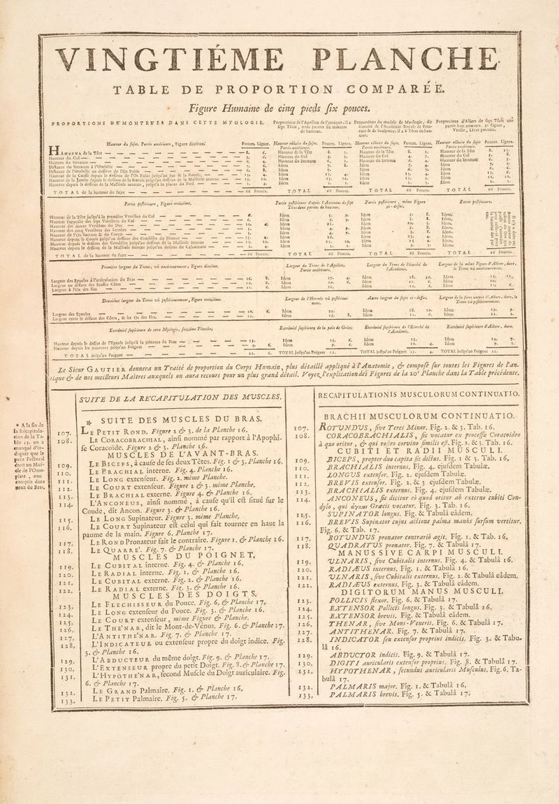 TABLE DE PROPORTION COMPARÉE. + Figure Humaine de cinq pieds fix pouces. PROFQRTIONS DE | ‘ RE ROEQRTION: EÉMONTREÉEES DANS CÈTTE MXYOLOGIE, Proportions de PApollon delantique,ila Proportions du modele &e Myofopie , dit Proportions d'Albert de fept Tétés, une fepr Têtes , crois parties fix minutes écorché de l’Académie Royale de Pein- partie huit mimures, 3e Figure, de hauteur, ture & de Sculpture; il a 8 Têves dehau- Virille , Livre premier. Hauteur jet. j 2 : Cned ’ ÿr 3 À x ” teur du fujet. Partie antérieure , Figure dixième. Pouces, Lignes. Hauteur roduire du fajet. Pouces. Lignes. Hauteur réduire du fujer. Pouces. tits Late Ca RS Pontet, hones AwxEeur dela Tête — ne nm = = 2 _ — — — | Partie GARE TAUES RARE UMR) Partie antérieure. mg Partie antérieure. RORNARRPNUE APE RP A . Le E La RS AN RTR Le et mm Ÿ, 6. Hauteur de la Tête 8. “ Haureur de la Tête 8, 3: Hauteur de la Tête 8. ZT Hauteur du Sternum — er LE LE re UE NOR A re Ne Le gE* # 6e ren a Col 3e $e Hauteur äâu Col À. 7, auteur du Col 3. 8. Diftance du Sternum à POmbilic — = — En PE KA RESES ue” Me LR Pet. s | j AT u Sternum 6. + Fou du Sernum 6e 4e Hauteur du Sternutm 6. 3. Diftance de POmbilic au-deflous de l@s Pubis —, — = er 7 TT 7 6 4 Ta .. PRE és ARE & 6. Hauteur de la Cuifle depuis le deffous de POs Pubis jufqu'au bas de la Rotule. ee — \ r$e 4. Idem : 15. 4 Idem TA “ dem “ É Hauteur de la Jambe depuis Le deflous de la Rotule jufqu’au deflous de la Malléole interne = —— 15. 10, Tdere . Ke me : ÿ 4° rs 15: 6. Hauteur depuis le deffous de la Malléole interne , jufqu'à la plante du Pied — — — — 2 2e Idem À 2. dem 1 ; Rte Ho a r Nr 2 — es ARR RE “ a Le Rare LTÉE DR RE SE = > xs 66 Pouces, TOTAL 66 Pouces. TOTAL 66 Pouces. TOTAL 66 Pouces, U LA LL . LL ., Partie poférieure , Figure treiième, Partie poftérieure d'apres P'Antinous de [epe Partie poflérieure , même Figure Partie pofléricures Têtes deux parties de hauteur. 53 - deffus Hauteur de la‘Tête jufqu’à la premiére Vertébre du Co — = = pe ee = 6 ï | 4 ; F s nl } ex Je De ° 4, ee Hauteur fuppofée des fept Vertébrès du Col. — — — — — — — — 6. A die È 9 Le | ÿ Idem RRLESe pi Hauteur .des douze Vertébtes du Dos — — — — — — — — — 10 é; Idem de. a der à ioen 208 à 5 Hauteur des cinq Vertébres des Lombes — —— en NE 1e MS — — $ÿ. Idem ae 9 res ) k ee 5 8 a Hanteur de l’Os Sacrum & dù Coccis = 2 =» = + «7 — — Idem : É “A Idens , de $ sr ose Hauteur depuis le Coccis jufqu’au deflous des Condilles du Fémeut — — ll Us. 4. Idem 3 : Tin a à ser & 0,8 © ss Heuvur depuis le deffous des Condilles jufqu’au deffous de la Maliéole interne tn F5 l'{ 10. Idem ess à Idétn . 4: ou De - 5 5 Houteur depuis le deffous de la Malléele interne jufqu’au detlous du Celcaneum — — — 2. 25 Idem 2 . Idem ge: 4 ï He F22280 O E t d fi 1 ———t + eZ CEE Mrs se en re es + * _——— t 7 : ; (M, dos mme 5 T 2 ee hauteur = ujet — | 2 Ë ; ju | 66. Pouces. TO TA L 66 Pouces, TOTAL 66 Pouces, OT E 66 Pouces, Premiére largeur du Tronc, Vü antérieurement; Figure dixiéme. , Largeur du Tronc de l'Apollon. Largeur du Tronc de l'écorché de Largeur de la même Figure d’ Albert, dures Ta à Partie antérieure, lAcademie. le Tronc V4 antérieurement. Largeur des Epaules à larticulation Au Bras = oo — = 16 8. Ydcm 17e è Idem } Largeur au défaut des faufles Côtes — en _— pass e Le Re ss EM S Tlem _ * Idéné Us Fe ne \ 1 IT, ones es — — — + II... 6. Idem Il, Idem 13: 6: Idem Ile 6. Largeur à l’Os des Iles — — it Re (Herr A “+ “ +7 A Q : Deuxiéme lergeur du Tronc vû poflérieurement, Figure treiniémes Largeur de l'Hercule vx poflérieus Aatre largour du frjet ci - deffus. Largeur de la forte nature d’.Albert; dure, le ment, - Tronc vu poftérieurement. RS bus Se mm ben jp si y 10; CA Idem 22: Idea 18. 10, Idem 19; 4: Largeur des Epaules - — : SAN ME SR RS NT Ur Jdem 13° 8 Idem ERY 24 6. Idem 13: 2 | Largeur entre le défaut des Côtes, Extrémité fupérieure de certe Mologie, feiriéine Planche, Extrémité fupérieure de la paix de Gréces Extrémué fupérieure de PEcorché de Extrémiré fapérieure d'Albert, dure, l'Académie, Hauteut depuis le deffus de l’Epaule jufqu'à la jointure du Bras = : = Sd os = IJe Ydem 13. 6, Idem 13 Idem L2 Haureur depuis les jointures jufqu’an Poignée = #7 TES PER L'EST - 9e 6, Idem 9. 6. Idem 10, 4. Idem 9. fe ü * L rs ë D PIRE SRE RER DE T OT A L jufqu'au Poignet — — = — — — —_— 22. 6. TOTAL jufqu'auPoignet 23. TOTAL jufqu’au Poignet 23. 4 TOTAL jufqu’au Poignet 22. Le Sieur GauTrER donnera un Traité dé proportion du Corps Humain, plus détaillé appliqué à P Anatomie, + compofé fur tontes les Figures de l'an. Drique G de nos meilleurs Maires auxquels on aura recours pour un plus grand détail, Voyex l'explication des Figures de La 20° Planche dans la T'able précédente, SUITE DE LA RECAPITULATION DES MUSCLES, re TE ao D dd VE sw SUITE DES MUSCLES DUÙU BRAS, PRO: LL: Perir Rowo. Figure: @ 3, de la Planche 16. 108. LE CoRACOBRACHIAL, ainfi nommé par rapport à l'Apophi- fe Coracoïde. Figure 1 @ 3. Planche 16. MISCEES DE LAVANT-BRAS. 109. Le Brczps, à caufe de fes deux Têtes. Fzg. 1 € 3, Planche 16. RECAPITULATIONIS MUSCULORUM CONTINUATIO. BRACHII MUSCULORUM CONTINUATIO. 107. ROTUNDUS, five Teres Minor. Fig. 2. & 3. Tab. 16. 108. CORACOBRACHIALIS, fic vocatur ex proceflu Coracoideo | à quo oritur, & qui roro corvino fimilis eff, Fig. 2. &t3. Ta 10 CUBITI ET:RADJ-I:M USCUET, 109, BICEPS, propter duo capita fic diftus. Fig. 1 & 3. Tab. r6, x Afafinde À la Récapitula- À tion de la Ta- À ble 15. on a À manqué d’in- a | diquer que le À} petit Pectoral F étoit un Muf- À ue ie dire, Le PrAcuraLz interne. Fig. 4. Planche 16. 110. BRACHIALIS internus, Fig, 4, ejufdem Tabulæ, compris dans | fII. Le Lonc extenfeur. Fig, 2. même Planche. LT. LONGUS extenfor, Fig. 2. ejufdem Tabulæ. geux du Bras, À 110. Le Cour extenfeur. Figure 2 € 3. même Planche. Ho BREVIS extenfor. Fig. 2.& 3. ejufdem Tabulæ. L 149 LE BRAcHïaAL externe. Figure 4. ex Planche 16. 143% BRACHIALIS externus. Fig. 4, ejufdem Tabulæ. 12e L’ANCONEUS, ainfi nommé, à caufe qu'il eff fitué fur le | 114. ANCONEUS, fic dicitur ed quod oritur ab externo cubiti Con- Coude, dit Ancon. Figure 3. @* Planche 16. | dylo , qui dyxa Græcis vocatur. Fig. 3. Tab. 16, TS. LE Lonc Supinateur. Figure 3. mème Dlanche, ILS. SUPINATOR longus. Fig. & Tabula eidem. 16. BREV'IS Supinator cujus allione palma manës [urfam vertitur. LE CourrT Supinateur eft celui qui fait tourner en haur la | paume de la maïn. Figure 6. Planche 17, 7, LeRon D Pronateur fait le contraire. Figure x, @ Planche 16. 3 LE QUARRE. Fig. 7. @* Planche 17. MUSCLES DU POIGNET, 119. | LE CusiTaz interne. Fig. 4 € Planche 16. Fig, 6, & Tab, 17 LL ROTUNDUS pronator contrario agit. Fig. 1. & Tab. 16. 118. QUADRATUS pronator. Fig. 7. & Tabulà 17. MANUS SIVE C ARPI-M US CNET 119, ULNARIS, five Cubitalis internus. Fig. 4. & Tabulà 16. 120. Le MA DorAr-unterne...fre.l, ex Planche 16. 120, RADIÆUS internus, Fig. 1. & Tabulà 16, 24, Le CusiTAL externe. F4. 2. © Planche 16. La VLN ARIS, five Cubitalis externus, Fig. 2.& Tabuli eâdem, y22l LE RaADriar externe, F4. 3; ex Planche 16. F22, RADIÆUS externus, Fig, 3, & Tabulà eadem. DIGITORUM MANUS MUSCULI. HAS CL Se lES DO EG TI, 54 has, POLLICIS flexor. Fig. 6, & Tabulà 17. LE EFcecumisseuRr du Pouce, Fe. 6, € Planche 17. 1234 124. L£ Lonc extenfeur du Pouce. Fig. 3. & Planche 16. 124. EXTENSOR Pollicis longus, Fig. 3. & Tabula r6. 125. Le Counr extenfeur, #ème Figure € Planche. LS EXTENSOR brevis, Fig. & Tabula eâdem. 126. Le Tupënanr,ditle Mont-de-Vénus, Fig. 6. @ Planche17. | 12 6, THENAR, five Mons-Veneris, Fig. 6. & Tabulà 17. | L'ANTITHENAR. Fig. 7. © Planche 17. 127, ANTITHENAR. Fig. 7. & Tabulà 17. , 127, | 1 +. L’INDICATEUR Ou €xtenfeur propre du doigt indice. Fig. | 128. INDICATOR fou extenfor proprius indicis, Fig. 3. & Tabu- 3. & Planche 16, là rG. : ? 129. L’AgpucTEeur du même doigt. Fig, 9. € Planche 17. 129. ABDUCTOR indicis. Fig. 9, & Tabulà 17. Le. L'ExTENSEUR propre du petit Doigr. Fig. 8. Planche 17. 130, DIGITI auricularis extenfor proprius. Fig. 8. & Tabuli r 7. ir. L’'Hyrotur AR, fecond Mufcie du Doigt auriculaire. Fig. | T3. HYPOTHENAR, fecundus auricularis Mufculus, Fig.6, Ta- % 6, @ Planche 17. | | bulà 17. | 132, LE GRAND Palmaïire, Fig. x, er Planche 16, À 132. PALMARIS major. Fig. 1. & Tabula r6. ex Planche 17, FL PALMARIS breuis, Fig. 5, & Tabula 17,