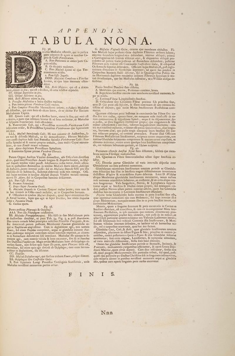 HOP UP WNcD-f-ox Tn. Z4 1vcríos Mufculos oftendit qui in poítica y, parte adparent &amp; agunt in motibus Ca- pitis &amp; Collt Zertebrarum. | A. Pars Pericranii in antica parte Ca- pitis relicta, D. Os Occipitis nudatum. C. Pars Mufculi Splenii ad ejus 'Ter- minationem relicta, , a. Pars Off/s ugalis. DDD. Moefculus Complexus a. Fine fuo sj ZW Deum ut ejus latus internum often- Aree A ANN datur. NW ilb! mm p a EE. Rei Majores: qui eft a. dextro latere, manet iz fitu ; qui eft a finiftro , ab ortu relictus dependet. FF. Obliqui Superiores in fita. | GG. Okbiüqui luferiores in fitu. HH. Re&amp; Minores euam iz frry. b. Proceffas Mafloideus a latere fini(tto nudatus. c. Pars antica primae. ertebrae Colli nudata. d. Pars Complexi Proceflui Mammiformi inferta ; a Fallopio Mufculus eft diftin&amp;tus, qui cum focio ab altcro latere, ab eo dicitur Par 'Terium Mufculorum Capitis. ; III. Spinales Colli: qui eft a finiftro latere, manet?n fitu; qui veró eft a dextro , a parte cjus 1nferiore levatur &amp; ad latus reclinatur ut Mufculus ci fubjacens Zransverfalis Colli oftendatur. | K. drausver(alis Calli, qui a Proceffibus transverfis Z'ertebrarum Colli inferiorum oritur, &amp; Proceffibus Spinalibus Z'ertebrarum ejus fuperiorum inf.ritur. LLL. aufculi Interfpinales Coli; Hi non notantur ab Au&amp;toribus, li- cet veri &amp; dittinéti Muículi, ut hic demonttrantur; Horum Mufculo- ceffus Spinales ad fe mutuó propius trahunt, dum multó Caput retrotra- hiur, ut cum Zezitb intueri volumus. ecec. fpices duplicium Proceffuum Spinalium. f. Extremitas Spinac primae Z'ertebrae Tboracis. Fig. 37. Partem Organi Áuditus Um demonftrat, ubi Officulum diverfum ab eo, quod inter Proceffum Zzcudis longum &amp; $zapedem locatur, in Maf- culi Stapedis tendine videri poteft. Scbelbamerus nobis narrat , fimile officu- lum in quibufdam Animalibus in tendine Mufculi Auris interni ,defcripti ab Euflacbio , jacens inveniri pofle: fed an A4ufculus Stapedis falfo pro 1tto Mufículo ab eo habitus fit, hactenus obfervare mihi non contigit, Offi- nicavit D. z/dare. íed 1n Corporibus humanis dcfideratur. AA. Pars Offs Petrofi. B. Foramen Rotundum. C. S1apes fuper. Foramine Ovali. E. AMufculus Stapedis yn. Cavitate Tympani nudus Jacens ; cum non fit in hoc Animali in Offeo canali inclufus, ut in Corporibus humanis. F. Officulum in tendine Mzfcuti Stapedis , quod fuper emineritiam O;- fis Petrofi locatur, fuper quo agit ut fuper Zrozb/ea ; hoc modo Szapedem trahit a. Foramiue Ovali. G. Cocblea aperta. Fig; 38. Partes pofticae PLaryugis &amp; Oefophagi. AAA. Pars illa Pbaryugemm conftituens. BD. Mofculus Pterygepharyngeus. Hic falfo in duo Mufculorum paria ab Auctoribus dividitur, ut patet Tab. 34. Fig. 3, 4. poft Bourdonem. Duo tenuia carnofa liabet principiaa radicibus Proceflüs Pzerygoidis , Gc in- ftar femicirculi partem. pofticam. Membranae Fauciwz glandulofae ae- qué ac Zonfillarutm amplectitur. Cum in deglutitione agit, non tantum Fauces , fcd etiam Tozfillas comprimit, aeque ac glandulas minores. Faz- eium ,codemque tempore contentam earum materiam exprimit , ut alimen- to in ftomachum defcendenti fefe immifceat.. Mufculus ifte quoque in fe- Cretione agit, cum materia viícida &amp; lenta excreatur, five fit in Faucibus five Doctibo: Tonfillarum. Magis arridet Mufculum hunc ab Oefopbageo di- verfum facere, non folüm quia fuper illa parte, quae P/aryzx dicta eft, extenditur, fed etiam quia agit diveríé ab Oefopbageo ; cum enim hiccon- trahitur in deglutitione, ille dilatatur. CC. Tonfillae. : DD. Mafculi Stylopbaryugei , qui furfum trahunt Faaces , esfque dilatant. EE. Oefcpbageus five Conftricior Gulac. RA ; E. Pars fuperioris Longi Proceffus Cartilaginis Scutiformis , unde Mufculus noviffim&amp; memoratus partim oritur. Poo G. Mufrulus F'aginalis Gulae, externa ejus membrana obductus. Fi. brae Mufculi hujus perforati Gz/ae duplicem Fibrarum ordinem habent ; externae fccundum longitud:nem. defcendunt, internae. obliquà ; priores 2 Carulaginibusfub G/otzie videntur oriri, &amp; aliquantüm oblique pro- cedentes ad partem. Ga/ae pofticam ad ftomachum defcendunt ; pofterior Fibrarum ordo videtur efle Continuatio Cozffrictoris Gulae, &amp; oblique ad Os ftomachi-fuperius defcendere., Officium hujas Mufculi eft, poft deglu- uuonem alimentum in. ftomachum dépriinéré; ad quem fuo pondere in Corporibus humáanis facilé defertur, fed in Quadrupedibus Pofitio Gz- lae. Horizontals duplicem requirebat ordinem Fibrarui Spiralium fe mu- tuó decuflantium , quo hic Mufculus inftruitur, ut a Willifio aliifque de» Ícribitur. | 12 dM p a T Fig. 39. Portio Inteftimi Duodeni flatu. diftenia, A. Membrana cjus externa, Peritonaeo continua, levata. B. Superficies Inteftini externa cum membrana noviffimé memorata, fü- per ea relicta. E . C. ExternacF ibrae Longitudinalcs Inteftini. D. Orbiculares five: Circulares Fibrae protinus fub prioribus fitae; quas.D. Cole putat efle Spirales, &amp; filum continuum ab uno extremo In- teftino ad alterum ; quo modo Motus Jnteftinorum Pcriftalticus conti- nuatur, : 473 Quantum obfervare potui hactenus in examinando has Fibras five. co» Cas five non. co&amp;tas, oportet.fatear, me nunquam mihi fatisfeciffe de ca- rum continuatione &amp; difpofitione Spirali ; neque fi ita difponerentur , fie» ri poffet, ut fibra fingularis evolverctur propter cjus exiguitatem &amp; | fibi mutuó adhaefionem a lateribus, vaforum fanguiferorum interventu : cone trà re penitiflimé explorata, videntur efle potius femicirculares , aliae longio- rcs, breviores aliae; quo pacto magis adaequaté latera Inteftini fibi mue tuo adducunt:;propius, ut contenta protrudant. Praeter ]llud Officium Fibrarum Mufcülarium Inteftinorum , reciproca carum cooperatione , non tantüm Glandulas fubjacentes. comprimunt &amp; mucum earum expellunt, ut alimento mifceatur ; verum etiam quodque latus Inteftinorum comprimen- do, ora vaforum lacteorum aperiunt , ut C5y/um recipiant. ' - Fig. 40. | Portionem oftendit Zwfeffimi ejuni flatu diftentam ; fublatà ejus mem- brana externa Fibrifque mufcularibus. AA. Quaedam ex Fibris Semicircularibus adhuc fuper Inteftinis re- liba 4 CC. Diverfae parvae Glandulae ad varia intervalla difperfae inter Glandularum racemos poftremó memoratos. Glandularum. racemorum Inteftinorum tenuium perinde ac Glandula- rum folitariüm huc illuc in Inteftinis magnis difleminatarum inventionem doctiffimo ZZepfero &amp; accuiatiffimo Peyero debemus. — Licet D. 7Zllifius inde notionem tolerabilem habuimus ,an exifterent , &amp; an certo aliquo mu- ncre fungerentur. Vafis Sanguiferis, Nervis, &amp; Lymphaticis fuppedi- tantur acqué ac Inteftina &amp; Ductus earum proprii; fed neutiquam cre- dere. poflum Nervos ullam partem materiae adferre, quam hae Glandulae dué&amp;tibus fuis excretoriis 1n Cavitatem Inteftinorum effundunt. Peyerus iotat Glandulofos hofce racemos in parte luteftini fitos. effe, prope Mefenterium ; nunquam tamen illos in ca parte Intcftini inveni, cui committitur Mefenterium. Materia, quam a fanguine fecernunt &amp; poris excretoriis in Cavitatcm Inte(tini eflundunt, eft tenaciffima, &amp; cum ex nscomprimitur Motu Inte- ftinorum Periftaltico, in ipfo momento quo contenta alimentorum prac- tereunt, argumentum praebet fatis idoneum , non pofle iis ita mifceri ,ut ullae Chyli particulae aptiores reddantur ora Vaíorum Lacteorum intrare ; fed effe folummodo loco vchiculi Contentis iftis Inteftinorum , &amp; Mem- branam. villofam internam defendere, ne laedatur vel ab humoribus aci- dis , vel a corporibus acuminatis, quae huc iter faciunt, Glandulae Coeci, Coli, &amp; Rec, quae glandulis Inteftinorum tenuium refpondent, plurimum iis diftant Figura &amp; Situ ; prioribus 1n racemis ja- centibus , contrà pofteriores a fpecie a Peyero &amp; alus Glandulae folitariae nominantur; funt enim exiguae, Lentiformcs, &amp; numerofae admodum, ad varia intervalla diffeminatae, ftellis fixis haud abfimiles. Omnes hac glandulae Inteftinorum perinde ac Stomachi, Jocinoris, &amp; Panutreátis , medicamentis purgantibus adficiuntur, &amp; opem ferunt Deje- &amp;ioni Materiae, quam alvus deponit. Cum dico aZficiuntur , ienfus non. eft, quod purgans Medicamentum illis particulas tribuit, fed quod , poft- quam ejus particulae pcr Du&amp;us Chyliferos fefe in fanguinem infinuaverint, colo occurrit idoneo in partibus noviffimé memoratis aequé ac glandulis iftis, quibus cum aquofa fanguinis parte rurfus excernitur. iNnn