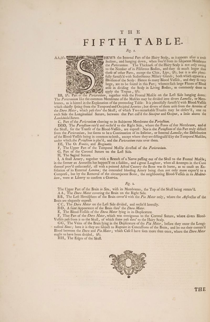 a EL ee FIE TH -T ABLE. fig. 1. SSA SS HEWS the Internal Part of the Hairy Scalp, as itappears after a crofg BEN (Nig ~Section, and hanging down, when free’d from its fubjacent Membrane ma Wee, the Pericranium. The Thicknefs of the Hairy Scalp is not only owing JeX@ to the Number of its Piliferous Bodies, and they fo much larger thay D e x D> e fe e 4 . XY ‘ ~~ — Rie r OVA! . YS Tee EAA AR j SS Ess) SC AW <p BFA ee : ' a , te BB, &amp;&amp;c. Part of the Pericranium, together with the Frorital Mufcle on the Left Side hanging down: Lambdeidal Suture. C, Part of the Pericranium cleaving to its Subjacent Membrane the Perio/tium. f wig | DDD, The Perio/finm rais’d and reclin’d to the Right Side, where the Pores of that Membrane, and of the Skull, for the Tranfit of the Blood-Veffels, are expreft: Noris the Perio/fium of this Part truly diftin® from the Pericranium, but feems to be a Continuation of its Inferior, or Internal Lamelle ; the Diftribution of the Blood-Veffels being in common to both, except where they are diftinguifh’d by the Temporal Mutcles, under which the Perioffium is plac'd, and the Pericranium runs over them. EE, The Os Krontis, and Bregmatis. | | F, The Upper Part of the Temporal Mufcle divefted of the Pericranium. G, Part of the Coronal Suture on the Left Side. | H, The Sagital Suture. | I, A fmall Artery, together with a Branch of a Nerve pafling out of the Skull to the Frontal Mufcle; in the former an Aneurifm has happen’d on a fudden, and a great Laughter, when all Attempts in the Cure thereof prov’d unfuccesful, till with a pointed Aétual Cautery the Bone was fo burnt, as to caufe an Ex- foliation of its External Lamina; the concealed bleeding Artery being then not only more expos’d to a Comprefs , but by the Removal of the circumjacent Bone, the neighbouring Blood-Veflels in its Meditul- lium, were at Liberty to confirm a Cicatrice, fig, 2. The Upper Part of the Brain iz Situ, with its Membranes, the Top of the Skull being remov’d. AA, The Dura Mater covering the Brain on the Right Side. BB, The Left Hemifphere of the Brain cover’d with the Pia Mater only, where the Anfraéys of the Brain are elegantly exprett. , CC, The Dura Mater on the Left Side divided, and reclin’d Jaterally. DD, A faint Appearance of the Brain thro’ the Dura Mater. EK, The Blood-Vellels of the Dura Mater lying in its Duplicature. EF, That Part of the Dura Mater, which was contiguous to the Coronal Suture, where divers Bloods Veilels pafs from it to the Skull, of which fome pafs thro’ to the Hairy Scalp. GG, The Veins of the Brain lying in the Duplicature of the Pia Mater, before they enter the Longi- * tudinal Sinus ; here it is they are fubjeét to Rupture in Concuffions of the Brain, and let out their contain’d Blood between the Dura and Pia Mater ; which Cafe I have feen more than once, where the Dura Mater ought to have been divided, €9c. HH, The Edges of the Skull.