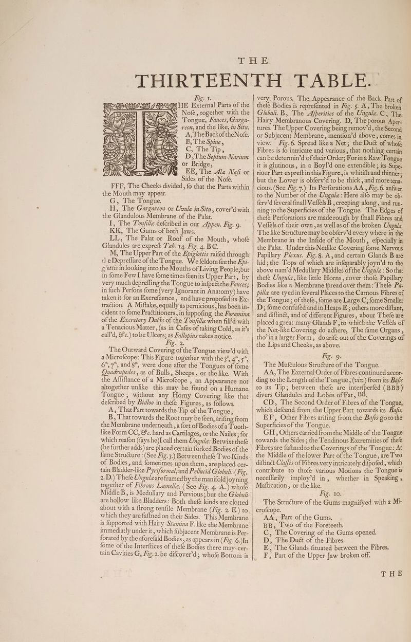 figy te: | CO °SSRUE External Parts of the SK ta N Ye WAR PPTs $ONole, together with the Ba) AL ENG OQWE = Tongue, Mauces, Garga- E> SES con, and the like, in Situ. 1 i! A. TheBackoftheNofe, SY. jas B, The Spine , aN INAQee =D, The Septum Narium Ag or Bridge, EE, The 4/ez Nafi or Sides of the Nofe. FFF, The Cheeks divided, fo that the Parts within the Mouth may appear. G, The Tongue. H, The Gargareon or Uvula in Situ, cover’d with the Glandulous Membrane of the Palat. | I, The Lon/ille defcribed in our Appen. Fig. 9. KK, The Gums of both Jaws. | LL, The Palat or Roof of the Mouth, whofe Glandules are expreft Tad. 14. Mig. 4. BC. M, The Upper Part of the Epighttis raifed through tl eDepreflure of the Tongue. We feldom fee the Epi- g ottis in looking into the Mouths of Living People;but in fome Few I have fome times {een its Upper Part , by very much depreffing the Tongue to infpect the Fuuces; in fuch Perfons fome (very Ignorant in Anatomy) have traction. A Miftake, equally as pernicious, has been in- cident to fome Practitioners, in fuppofing the Foramina ofthe Lxcretory Ducts of the Ton/ille when fill’d with a Tenacious Matter, (as in Cafes of taking Cold, as it’s call’d, &c.) to be Ulcers; as Fallopius takes notice. fig. 2. a Microfcope: This Figure together with the 34, 4, 5*, 6,7, and§, were done after the Tongues of fome Quadrupedes , as of Bulls, Sheeps, or the like. With the Affiftance of a Microfcope , an Appearance not altogether unlike this may be found on a Humane Tongue ; without any Horny Covering like that defcribed by Bzdloo in thefe Figures, as follows. A, That Part towards the Tip of the Tongue, B, That towards the Root may be feen, arifing from the Membrane underneath, a fort of Bodies of a Tooth- like Form CC, €c. hard as Cartilages, or the Nailes ; for which reafon (fays he)I call them Ungule: Betwixt thefe (he further adds) are placed certain forked Bodies of the of Bodies , and fometimes upon them, are placed cer- tain Bladder-like Pyriformal, and Pellucid Globuli. (fig. 2. D.) Thefe Ungule are framed by the manifold joyning together of Fibrous Lamelle. (See Fig. 4. A.) whofe are hollow like Bladders: Both thefe kinds are clotted which they are faftned on their Sides. This Membrane is fupported with Hairy Stamina F. like the Membrane immediatly under it , which fubjacent Membrane is Per- forated by the aforefaid Bodies , as appears in (Fig. 6.\In fome of the Interftices of thefe Bodies there may: cer- very Porous, The Appearance of the Back Part of thefe Bodies is reprefented in Fig. 5. A, The broken Globul. B, The Afperities of the Ungule. C, The Hairy Membranous Covering. D, The porous Aper. . tures. ‘he Upper Covering being remov’d, the Second or Subjacent Membrane, mention’d above, comes in view: fig. 6. Spread likea Net; the Duct of who . can be determin’d of their Order; Forin a Raw Tongue _ it is glutinous, in a Boyl’d one extendible ; its Supe. _ riour Part expreft in this Figure, is whitifh and thinner A but the Lower is obferv’d to be thick , and more teng- cious. (See fig. 7.) Its Perforations AA , Fig. 6. anfwer to the Number of the Ungule: Here alfo may be ob- ning to the Superficies of the Tongue. The Edges of thefe Perforations are made rough by {mall Fibres and Veflels of their own , as well as of the broken Ungulg. The like Struéture may be obferv’d every where in the Membrane in the Infide of the Mouth, efpecially in the Palat. Under this Netlike Covering fome Nervous Papillary Plexus. Mig. 8. A,and certain Glands B are hid ; the “Pops of which are infeparably joyn’d to the above nam’d Medullary Middles of the Ungale: Sothat — thefe Ungule , like little Horns, cover thofe Papillary — Bodies like a Membrane fpread over them: Thefe Pa- pille are tyed in feveral Places to the Carnous Fibres of the Tongue; of thefe, fome are Large C; fome Smaller D; fome confufed and in Heaps E; others more diftant, and diftinét, and of different Figures, about Thefe are placed a great many Glands F,to which the Veflels of the Net-like Covering do adhere, The fame Organs , tho’ ina larger Form, doarife out of the Coverings of the Lips and Cheeks, as above. fig. 9. The Mufculous Structure of the Tongué. AA, The External Order of Fibres continued accor- ding to the Length of the Tongue, (viz) from its Ba/is to its Tip; between thefe are interfperfed (BBB) divers Glandules and Lobes of Fat, BB. CD, The Second Order of Fibres of the Tongue, which defcend from the Upper Part towards its Bafis. EF, Other Fibres arifing from the Bafs go tothe Superficies of the Tongue. GH, Others carried from the Middle of the Tongue towards the Sides ; the Tendinous Extremities of thefe Fibres are faftned to the Coverings of the Tongue: At the Middle of the lower Part of the Tongue, are Two diftinct Claffes of Fibres very intricately difpofed , which contribute to thofe various Motions the Tongue 1s neceffarily imploy’d in, whether. in Speaking , Mattication, or the like. , lig. 10. _- The Structure of the Gums magnifyed with 2 Mr crofcope. AA, Part of the Gums, . BB, [wo of the Foreteeth. C, The Covering of the Gums opened. D, The Duét of the Fibres. E, The Glands fituated between the Fibres. F, Part of the Upper Jaw broken off.
