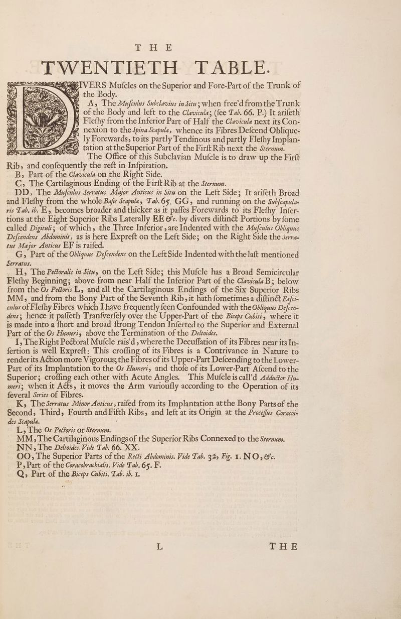 rH E TWENTIETH TABLE. EOZTVERS Mutcles on the Superior and Fore-Part of the Trunk of ‘By Wz the Body. ‘r A, The Mufculus Subclavius in Situs when free’'d from the Trunk 8 of the Body and left to the Clavicula; (fee Tab. 66. P.) It arifeth fs E'lethy from the Inferior Part of Half the Clavicula next its Con- y@ nexion to the Spina Scapule, whence its Fibres Defcend Oblique- fe; ly Forewards, toits partly Tendinous and partly Flefhy Implan- Gx tation attheSuperior Part of the FirftRib next the Sternum. ~. Lhe Office of this Subclavian Mufcle is to draw up the Firft Rib, and confequently the reft in Infpiration. B; Part of the Clavicula on the Right Side. C, The Cartilaginous Ending of the Firft Rib at the Sternum. DD. The Mufculus Serratus Major Anticus in Sita on the Left Sides It arifeth Broad and Flefhy from the whole Bajis Scapule, Tab.65, GG, and running on the Subfcapula- ris Tab. ib. E becomes broader and thicker as it paffles Forewards to its Flefhy Infer- tions at the Eight Superior Ribs Laterally EE &amp;c. by divers diftinct Portions by fome called Digituii; of which, the Three Inferior, are Indented with the Mufculus Obligquus Defcendens Abdomins , as is here Expreft on the Left Side; on the Right Side the Serra. tus Major Anticus KF is raifed. G, Part of the Obliquus Defcendens on the Left Side Indented withthe laft mentioned Serratus. Hi, The Pectoralis in Situ, on the Left Side; this Mufcle has a Broad Semicircular Flefhy Beginning; above from near Half the Inferior Part of the ClaviculaB; below from the Os Pedoris L, and all the Cartilaginous Endings of the Six Superior Ribs MM, and from the Bony Part of the Seventh Rib, it hath fometimes a diftinct Fa/ci- culus of Fle{hy Fibres which I have frequently feen Confounded with the Obliquus Defcen- dens; hence it pafleth Tran{verfely over the Upper-Part of the Biceps Cubiti, where it is made into a fhort and broad ftrong Tendon Inferted to the Superior and External Part of the Os Humeriy above the Termination of the Deltoides. _ I, The Right Pectoral Mutfcle rais’d , where the Decuffation of its Fibres near its In- fertion is well Expreft: This crofling of its Fibres is a Contrivance in Nature to render its Action more Vigorous; the Fibres of its Upper-Part Defcending to the Lower- Part of its Implantation to the Os Humeri, and thofe of its Lower-Part Afcend to the Superior; crofling each other with Acute Angles. ‘This Mutcle1scall’d Addudfor Hu- meri; When it Acts, it moves the Arm varioufly according to the Operation of its feveral Series of Fibres. __K, The Serratus Minor Anticus railed from its Implantation atthe Bony Partsof the Second, Third, Fourth and Fifth Ribs, and left at its Origin at the Proceffas Coracoi= des Scapula. | L Lhe Os Pedoris or Sternum. MM, The Cartilaginous Endings of the Superior Ribs Connexed to the Sternum, NN, The Deltoides. Vide Tab. 66. XX. OO, The Superior Parts of the Rec#i Abdominis. Vide Tab. 32) Fig. 1. NO, 65. P, Part of the Coracobrathialis. Vide Tab. 65. F. Q, Part of the Biceps Cubiti, Tab. ib 1. L LEE
