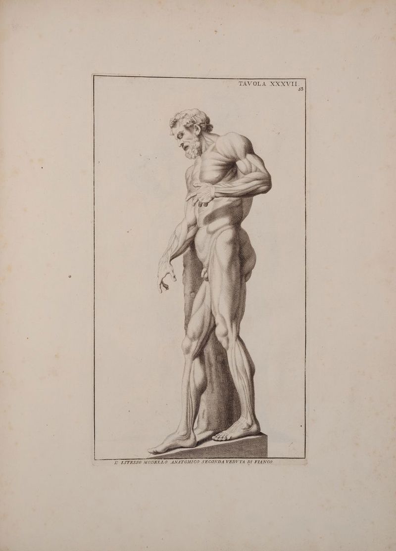 ‘5 % | TAVOLA XXXVII Si mea) I 13 eno». Pri l; _ {LT TIPEZLAZSUNLIA “” : “= I « V ISTESSO MODELLO ANATOMICO SECONDA VEDVTA DI FIANGO a a