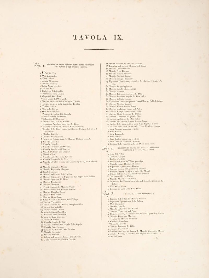 I . 1. PIMOSTRA LA TESTA GOLCATA GOLLA PARTE ANTERIORE (e Eos ione del Muscolo Deltoide si, DEL TORACE E COL BRACCIO SINISTRO 43 Inserzione del Muscolo Deltoide nell’Omero 44 Muscolo Coraco-Brachiale O 49 Muscolo Gran Dentato a ssi del Naso 46 Muscolo Bicipite Brachiale 47 Muscolo Brachiale interno 16 Muscolo Tricipite Brachiale 49 Espansione Tendinoso-aponeurotica del Muscolo Tricipite Bra- chiale 5o Muscolo Lungo Supinatore 51 Muscolo Radiale esterno Lungo 52 Muscolo Anconèo 5 Osso Zigomatico c Fossa Canina d Arcata Zigomatica e Mascella inferiore f Spina Nasale anteriore Ala del Naso h Padiglione dell’ Orecchia z Aponeurosi della Callotta 53 Muscolo Estensore comune delle Dita k Corpo dell Osso Joide 54 Muscolo Estensore proprio del Dito Indice Z Gran Corno dell’ Osso Joide 55 Muscolo Cubitale Esterno - m Margine superiore della Cartilagine Tiroidea 56 Espansione Tendinoso-aponeurotica del Muscolo Cubitale interno n Margine inferiore della Cartilagine Tiroidea 57 Muscolo Cubitale interno o Trachea Arteria p Osso dello Sterno q Osso della Clavicola 58 Muscolo Radiale Esterno Breve 5g Muscolo Abduttore Lungo del Pollice 60 Muscolo Lungo Estensore del Pollice r Processo Acromion della Scapula 61 Muscolo Corto Estensore del Pollice s Condilo esterno dell’Omero 62 Muscolo Abduttore del piccolo Dito t T'uberosità dell’ Olecrano 63 Muscolo Abduttore del Dito Indice u Capitello dell’ Osso del Cubito 64 Tendine del Muscolo Radiale Esterno Breve v Legamento Armillare posteriore del Carpo a Origine della Vena Cefalica dalla Vena Jugulare esterna x Porzione inferiore del Muscolo Gran Pettorale 5 Riunione della Vena Faciale colla Vena Massillare interna y Termine delle fibre carnose del Muscolo Obliquo Esterno del c Vena Jugulare anteriore, 0 media Bassoventre d Vena Faciale 1 Glandula Parotide | e Vena Temporale 2 Glandula Summassillare f Vena Cefalica 3 Espansione Aponeurotica del Muscolo Occipito-Frontale g Vena Radiale posteriore, o esterna 4 Muscolo Occipitale h Vena Cubitale posteriore, o esterna 5 Muscolo Frontale î Riunione delle Vene Salvatelle sul Dorso della Mano. 6 Muscolo Superiore dell Orecchia fenpi 7 Muscolo Anteriore dell'Orecchia Fg, o) DIMOSTRA LA PIANTA DEL PIEDE E L ESTREMITÀ 8 Muscoli Posteriori dell Orecchia CR e ra) 9g Muscoli Ciliari a Osso della Tibia 10 Muscolo Orbicolare delle Palpebre 5 Osso del Calcagno 11 Muscolo Trasversale del Naso c Tendine d’ Achille 12 Muscolo Elevator comune del Labbro superiore, e dell’Ala del d Tendine del Muscolo Tibiale posteriore Naso e Muscolo Lungo Flessore del Pollice 13 Muscolo Zigomatico Minore f Espansione Aponeurotica Plantare 14 Muscolo Zigomatico Maggiore g Porzione esterna dell’ Aponeurosi Plantare 15 Canale Stenoniano lh Muscolo Flessore del Quarto delle Dita Minori 16 Muscolo Orbicolare delle Labbra é Origine dell’ Espansione Aponeurotica Plantare 17 Muscolo Triangolare, o Depressore dell’ Angolo delle Labbra K Ossi Sesamoidei del Pollice 18 Muscolo Quadrato del Mento Z Muscolo Abduttore del Pollice 19 Muscolo Buccinatore m Espansione Tendinoso-aponeurotica del Muscolo Abduttore del 20 Muscolo Massetère Pollice 21 Ventri anteriori dei Muscoli Biventri n Vena Gran Safena ‘21 Tendine medio del Muscolo Biventre o Diramazione della Gran Vena Safena. 22 Muscolo Omoplata-Joideo or 23 Muscolo Stilo-Joideo 19. 3. DIMOSTRA LA FACCIA LATERALMENTE 2/4 Muscolo Genio-Joideo 25 Fibre Muscolari del Sacco della Faringe a Termine delle Fibre del Muscolo Frontale 26 Muscolo Tiro-Joideo 5 Espansione Aponeurotica della Callotta 27 Ventre inferiore del Muscolo Omoplata-Joideo c Osso Zigomatico 28 Muscolo Sterno-Joideo | d Muscolo Frontale ‘29 Muscolo Sterno-Tiroideo e Muscolo Orbicolare delle Labbra 30 Muscolo Sterno-Mastoideo f Muscolo Trasversale del Naso 31 Muscolo Cleido-Mastoideo g Porzione esterna, ed inferiore del Muscolo Zigomatico Minore 32 Muscolo Gran Complesso « h Muscolo Zigomatico Maggiore 33 Muscolo Cucullare î Tendine del Muscolo Massetère 34 Muscolo Splenio del Capo k Condotto Stenoniano 35 Muscolo Elevatore dell Angolo della Scapula I Glandula Parotide 36 Muscolo Gran Pettorale m Muscolo Latissimo del Collo 37 Tendine del Muscolo Gran Pettorale n Muscolo Buccinatore 38 Muscolo Succlavio o Porzione anteriore, ed interna del Muscolo Zigomatico Minore 39 Muscolo Deltoide p Muscolo Canino, 0 Elevatore dell’ Angolo delle Labbra 40 Origine del Muscolo Deltoide alla Clavicola q Ala del Naso. 4a Terza porzione del Muscolo Delioide 5