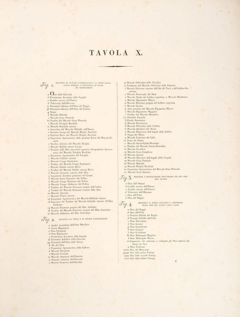 TAVOLA A Fi DIMOSTRA IL BRACCIO L’ANTIBRACCIO E LA MANO DALLA p Muscolo Orbicolare delle Palpebre x de PARTE ESTERNA E POSTERIORE IN STATO q Tendinetto del Muscolo Orbicolare delle Palpebre DI CONTRAZIONE r Muscolo Elevatore comune dell’ Ala del Naso, e del Labbro Su- O periore a sso della Clavicola s Muscolo Trasversale del Naso 5 Prominenza Acromion della Scapula t Muscolo Nasale del Labbro superiore, o Muscolo Mirtiforme c Condilo esterno dell’Omero u Muscolo Zigomatico Minore d Tuberosità dell’ Olecrano © Muscolo Elevatore proprio del Labbro superiore ee Estremità inferiore dell’Osso del Raggio x Muscolo Canino ff Estremità inferiore dell’ Osso del Cubito y Altra porzione del Muscolo Zigomatico Minore g Carpo z Muscolo Zigomatico Maggiore hh Museolo Deltoide 1 Tendine del Muscolo Massetère î Muscolo Gran Pettorale 22 Glandula Parotide K Tendine del Muscolo Gran Pettorale 3 Canale Stenoniano Z Muscolo Tricipite Brachiale | 4 Muscolo Buccinatore m Muscolo Brachiale interno 5 Muscolo Orbicolare delle Labbra n Inserzione del Muscolo Deltoide nell’ Omero 6 Muscolo- Quadrato del Mento o Porzione Lunga del Muscolo Bicipite Brachiale 7 Muscolo Depressore dell’Angolo delle Labbra p Porzione Breve del Muscolo Bicipite Brachiale 6 Nappa del Mento g Espansione Aponeurotica della porzione Breve del Muscolo Bi- 9g Muscolo Latissimo del Collo cipite 10 Pomo di Adamo r Tendine inferiore del Muscolo Bicipite 11 Muscolo Sterno-Cleido-Mastoideo s Muscolo Radiale esterno Lungo 12 Tendine del Muscolo Sterno-Mastoideo # Termine delle fibre muscolari superiori all’ espansione Aponeu- 15 Muscolo Cucullare rotica del Muscolo Tricipite Brachiale 14 Muscolo Gran Complesso u Espansione Aponeurotica del Tricipite 15 Muscolo Splenio v Muscolo Cubitale interno 16 Muscolo Elevatore dell’Angolo della Scapula x Muscolo Lungo Supinatore 17 Muscolo Gran Pettorale z Tendine del Muscolo Lungo Supinatore 18 Muscolo Deltoide 1 Muscolo Radiale esterno Breve 19 Muscolo Bicipite Brachiale 2 Tendine del Muscolo Radiale esterno Breve 20 Espansione Aponeurotica del Muscolo Gran Pettorale 3 Muscolo Estensore comune delle Dita 21 Muscolo Gran Dentato. no IDEE BORE ha Farpe Si ‘ DIMOSTRA L’ARTICOLAZIONE DELL’OMERO COI DUE OSSI 5 Muscolo Corto Estensore del Pollice ) si 3. SS pe 6 Muscolo Lungo Estensore del Pollice 7 Muscolo Lungo Abduttore del Pollice a Osso dell’ Omero 8 Tendine del Muscolo Estensore proprio dell’ Indice 5 Condilo esterno dell'Omero g Tendini del Muscolo Estensore comune delle Dita c Condilo interno dell'Omero 10 Muscolo Anconèo d Tuberosità dell’ Olecrano 11 Muscolo Ulnare esterno e Osso dell’ Ulna 12 Espansione Aponeurotica del Muscolo Cubitale interno f Osso del Raggio. 13 Inserzione del Tendine del Muscolo Cubitale interno all’ Osso j A DIMOSTRA IL TERZO INFERIORE E POSTERIORE Pisiforme i Fig. 4 DEGLI OSSI DEL CUBITO COLLA MANO 14 Muscolo Estensore proprio del Dito Annulare 5 Tendine del Muscolo Estensore proprio del Dite Auricolare a Osso del Raggio 16 Muscolo Abduttore del Dito Auricolare. 5 Osso dell’ Ulna c Processo Stiloide del Raggio Ii it DIMOSTRA LA TESTA E IL TORACE LATERALMENTE d Processo Stiloide dell Ulna si ° ; e Osso Navicolare a Apofisi Ascendente dell Osso Massillare f Osso Lunato 5 Arcata Zigomatica g Osso Cuneiforme c Osso Occipitale he Osso Capitato d Osso Zigomatico | î Osso Unciforme e Prominenza Acromion della Scapula K Osso Multangolo Maggiore ° ff Estremità dell'Osso della Clavicola 2 Osso Multangolo Minore un: gg Estremità dell’ Osso dello Sterno | m Legamenti, che uniscono , e collegano gli Ossi suddetti del h Ala del Naso Carpo tra loro î Espansione Aponeurotica della Callotta n Osso Pisiforme k Muscolo Occipitale 00000 Ossi del Metacarpo Z Muscolo Frontale ppppp Ossì delle prime Falangi m Muscolo Superiore dell'Orecchia q19g9g Ossi delle seconde Falangi n Muscolo Anteriore dell’ Orecchia rrrrr Ossi delle ultime Falangi. o Muscoli Posteriori dell’ Orecchia 6