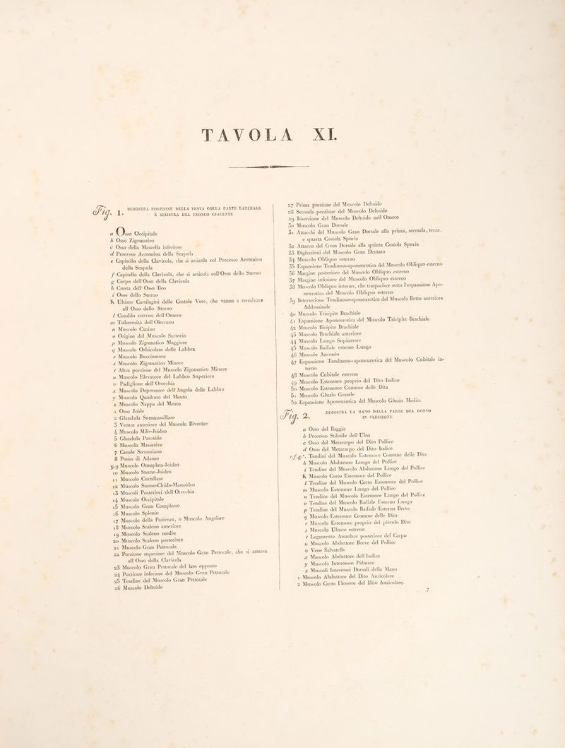 : : E SINISTRA DEL TRONCO GIACENTE a Oxo Occipitale b Osso Zigomatico c Osso della Mascella inferiore d Processo Acromion della Scapula e Capitello della Clavicola, che si articola col Processo Aeromion della Seapula f Capitello della Clavicola, che si articola coll'Osso dello Sterno g Corpo dell'Osso della Clavicola 7 Cresta dell’ Osso Ileo z Osso dello Sterno Ultime Cartilagini delle Costole Vere, che vanno a terminare all’ Osso dello Sterno Z Condilo esterno dell'Omero m Tuberosità dell’ Olecrano a Muscolo Canino o Origine del Museolo Sartorio p Muscolo Zigomatico Maggiore q Muscolo Orbicolare delle Labbra » Muscolo Buccinatore s Muscolo Zigomatico Minore Altra porzione del Muscolo Zigomatico Minore u Muscolo Elevatore del Labbro Superiore v Padiglione dell Orecchia x Muscolo Depressore dell’ Angolo delle Labbra y Muscolo Quadrato del Mento z Muscolo Nappa del Mento 1 Osso Joide 2 Glandala Summassillare 3 Ventre anteriore del Muscolo Biventre 4 Muscolo Milo-Joideo 5 Glandula Parotide 6 Muscolo Massetère 7 Canale Stenoniano 8 Pomo di Adamo 9.9 Muscolo Omoplata-Joideo 10 Muscolo Sterno-Joideo 11 Muscolo Cucullare 12 Muscolo Sterno-Cleido-Mastoideo 13 Muscoli Posteriori dell’ Orecchia 14 Muscolo Occipitale 15 Muscolo Gran Complesso 16 Muscolo Splenio 17 Muscolo della Pazienza, 0 Muscolo Angolare 18 Muscolo Scaleno anteriore 19 Muscolo Scaleno medio 20 Muscolo Scaleno posteriore 21 Muscolo Gran Pettorale 22 Porzione superiore del Muscolo Gran Pettorale, che si attacca all Osso della Clavicola 23 Muscolo Gran Pettorale del lato opposto 2/4 Porzione inferiore del Muscolo Gran Pettorale 25 Tendine del Muscolo Gran Pettorale 26 Muscolo Deltoide Dl [perni 27 Prima porzione del Muscolo Deltoide 29 Inserzione del Muscolo Deltoide nell Omero 30 Muscolo Gran Dorsale 3: Attacchi del Muscolo Gran Dorsale alla prima, seconda, terza, e quarta Costola Spuria 52 Aitacco del Gran Dorsale alla quinta Costola Spuria 33 Digitazioni del Muscolo Gran Dentato 34 Muscolo Obliquo esterno 35 Espansione Tendinoso-aponeurotica del Muscolo Obliquo esterno 36 Margine posteriore del Muscolo Obliquo esterno 37 Margine inferiore del Muscolo Obliquo esterno 58 Muscolo Obliquo interno, che trasparisce sotto È espansione Apo- neurotica del Muscolo Obliquo esterno 59 Intersezione Tendinoso-aponeurotica del Muscolo Retto anteriore Addominale 40 Muscolo Tricipite Brachiale x Espansione Aponeurotica del Muscolo Tricipite Brachiale 42 Muscolo Bicipite Brachiale 43 Muscolo Brachiale anteriore 44 Muscolo Lungo Supinatore 45 Muscolo Radiale esterno Lungo 16 Muscolo Anconèo 47 Espansione Tendinoso- aponeurotica del Muscolo Cubitale in- terno 48 Muscolo Cubitale esterno /49 Muscolo Estensore proprio del Dito Indice Bo Muscolo Estensore Comune delle Dita 5: Muscolo Gluzio Grande B2 Espansione Aponeurotica del Muscolo Gluzio Medio. DIMOSTRA LA MANO DALLA PARTE DEL DORSO IN FLESSIONE a Osso del Raggio 5 Processo Stiloide dell Ulna c Osso del Metacarpo del Dito Pollice d Osso del Metacarpo del Dito Indice l Muscolo Abduttore Lungo del Pollice i Tendine del Muscolo Abduttore Lungo del Pollice K Muscolo Corto Estensore del Pollice Z Tendine del Muscolo Corto Estensore del Pollice m Muscolo Estensore Lungo del Pollice n Tendine del Muscolo Estensore Lungo del Pollice o Tendine del Muscolo Radiale Esterno Lungo p Tendine del Muscolo Radiale Esterno Breve q Muscolo Estensore Comune delle Dita r Muscolo Estensore proprio del piccolo Dito s Muscolo Ulnare esterno ? Legamento Annulare posteriore del Carpo x Muscolo Abduttore Breve del Pollice v Vene Salvatelle x Muscolo Abduttore dell Indice y Muscolo Interosseo Palmare z Muscoli Interossei Dorsali della Mano i Muscolo Abduttore del Dito Auricolare 2 Muscolo Corto Flessore del Dito Auricolare.