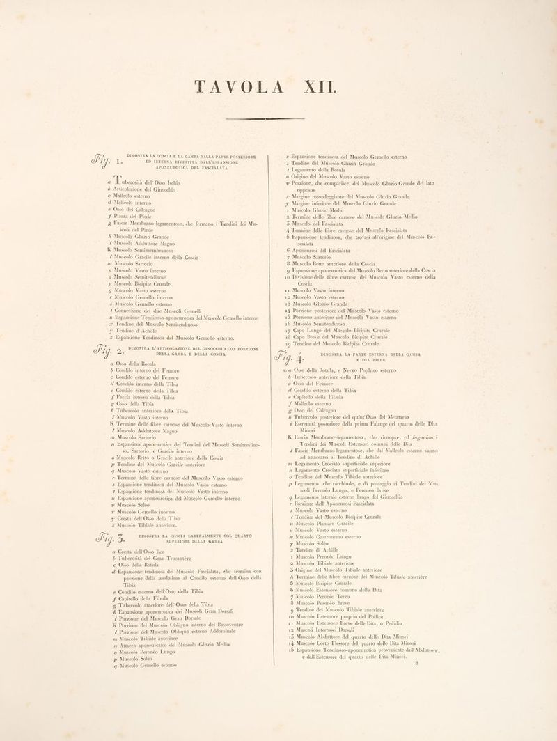 DIMOSTRA LA COSCIA E LA GAMBA DALLA PARTE POSTERIORE Li i ED INTERNA RIVESTITA DALL’ESPANSIONE APONEUROTICA DEL FASCIALATA a ea dell Osso Ischio 5 Articolazione del Ginocchio c Malleolo esterno d Malleolo interno e Osso del Calcagno Sf Pianta del Piede g Fascie Membrano-legamentose, che fermano i Tendini dei Mu- scoli del Piede A Muscolo Gluzio Grande z Muscolo Adduttore Magno K Muscolo Semimembranoso Z Muscolo Gracile interno della Coscia m Muscolo Sartorio n Muscolo Vasto interno o Muscolo Semitendinoso p Muscolo Bicipite Crurale q Muscolo Vasto esterno r Muscolo Gemello interno s Muscolo. Gemello esterno 2 Connessione dei due Muscoli Gemelli u Espansione Tendinoso-aponenrotiea del Muscolo Gemello interno x .Tendine del Muscolo Semitendinoso y Tendine d’ Achille z Espansione Tendinosa del Muscolo Gemello esterno. fi 9 DIMOSTRA L’ ARTICOLAZIONE DEL GINOCCHIO CON PORZIONE de . DELLA GAMBA E DELLA COSCIA a Osso della Rotula 5 Condilo interno del Femore c Condilo esterno del Femore d Condilo interno della Tibia e Condilo esterno della Tibia f Faccia interna della Tibia g Osso della Tibia h Tubercolo anteriore della Tibia é Muscolo Vasto interno K Termine delle fibre carnose del Muscolo Vasto interno Z Muscolo Adduttore Magno im Muscolo Sartorio n Espansione aponeurotica dei Tendini dei Muscoli Semitendino- so, Sartorio, e Gracile interno 0 Muscolo Retto o Gracile anteriore della Coscia p Tendine del Muscolo Gracile anteriore g Muscolo Vasto esterno r Termine delle fibre carnose del Muscolo Vasto esterne s Espansione tendinosa del Muscolo Vasto esterno z Espansione tendinosa del Muscolo Vasto interno u Espansione aponeurotica del Muscolo Gemello interno v Muscolo Solèo x Muscolo Gemello interno / y Cresta dell'Osso della Tibia z Muscolo Tibiale anteriore. Fig. 3 a Cresta dell'Osso Ileo 5 Tuberosità del Gran Trocantè re c Osso della Rotula d Espansione tendinosa del Muscolo Fascialata, che termina con porzione della medesima al Condilo esterno dell’Osso della Tibia e Condilo esterno dell’ Osso della Tibia S Capitello della Fibula g Tubercolo anteriore dell’ Osso della Tibia h Espansione aponeurotica dei Muscoli Gran Dorsali î Porzione del Muscolo Gran Dorsale K Porzione del Muscolo Obliquo interno del Bassoventre Z Porzione del Muscolo Obliquo esterno Addominale m Muscolo Tibiale anteriore n Attacco aponeurotico del Muscolo Gluzio Medio o Muscolo Peronèo Lungo p Muscolo Solèo q Muscolo Gemello esterno DIMOSTRA LA COSCIA LATERALMENTE COL QUARTO SUPERIORE DELLA GAMBA r Espansione tendinosa del Muscolo Gemello esterno s Tendine del Muscolo Gluzio Grande t Legamento della Rotula u Origine del Muscolo Vasto esterno v Porzione, che comparisce, del Muscolo Gluzio Grande del lato opposto x Margine rotondeggiante del Muscolo Gluzio Grande y Margine inferiore del Muscolo Gluzio Grande 1 Muscolo Gluzio Medio 2 Termine delle fibre carnose del Muscolo Gluzio Medio 3 Muscolo del Fascialata 4 Termine delle fibre carnose del Muscolo Fascialata 5 Espansione tendinosa, che trovasi all'origine del Muscolo Fa- scialata 6 Aponeurosi del Fascialata 7 Muscolo Sartorio 6 Muscolo Retto anteriore della Coscia 9 Espansione aponeurotica del Muscolo Retto anteriore della Coscia 10 Divisione delle fibre carnose del Muscolo Vasto esierno della Coscia i 11 Muscolo Vasto interno 12 Muscolo Vasto ‘esterno 13 Muscolo Gluzio Grande 14 Porzione posteriore del Muscolo Vasto esterno 15 Porzione anteriore del Muscolo Vasto esterno 16 Muscolo Semitendinoso 17 Capo Lungo del Muscolo Bicipite Crurale 18 Capo Breve del Muscolo Bicipite Crurale 19 Tendine del Muscolo Bicipite Crurale. DIMOSTRA LA PARTE ESTERNA DELLA GAMBA E DEL PIEDE 5 Tubercolo anteriore della Tibia c Osso del Femore d Condilo esterno della Tibia e Capitello della Fibula f Malleolo esterno g Osso del Calcagno h Tabereolo posteriore del quint Osso del Metatarso : Estremità posteriore della prima Falange del quarto delle Dita Minori K Fascia Membrano-legamentosa, che ricuopre, ed inguazna + Tendini dei Muscoli Estensori comuni delle Dita Z Fascie Membrano-legamentose, che dal Malleolo esterno vanno ad attaccarsi al Tendine di Achille m Legamento Crociato superficiale superiore mn Legamento Crociato superficiale inferiore o Tendine del Muscolo Tibiale anteriore p Legamento, che racchiude, e dà passaggio ai Tendini dei Mu- scoli Peronéo Lungo, e Peronèo Breve g Legamento laterale esterno lungo del Ginocchio r Porzione dell’ Aponeurosi Fascialata s Muscolo Vasto esterno t Tendine del Muscolo Bicipite Crurale zx Muscolo Plantare Gracile v Muscolo Vasto esterno x Muscolo Gastronemo esterno y Muscolo Solèo z Tendine di Achille 1 Muscolo Peronèo Lungo 2 Muscolo Tibiale anteriore 3 Origine del Muscolo Tibiale anteriore 4 Termine delle fibre carnose del Muscolo Tibiale anteriore 5 Muscolo Bicipite Crurale 6 Muscolo Estensore comune delle Dita 7 Muscolo Peronèo Terzo 6 Muscolo Peronèo Breve 9 Tendine del Muscolo Tibiale anteriore 10 Muscolo Estensore proprio del Pollice 11 Muscolo Estensore Breve delle Dita, o Pedidio 12 Muscoli Interossei Dorsali 13 Muscolo Abduttore del quarto delle Dita Minori 14 Muscolo Corto Flessore del quarto delle Dita Minori 15 Espansione Tendinoso-aponeurotica proveniente dall Abduttore, e dall’Estensore del quarto delle Dita Minori.