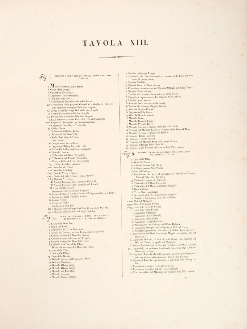 DIMOSTRA I DUE TERZI DEL TRONCO DELLO SCHELETRO A DESTRA Fig. iL a Manico dell'Osso dello Sterno 5 Corpo dello Sterno \c Cartilagine Mucronata d Legamento Interclavicolare ee Ossi delle Clavicole f Articolazione della Clavicola collo Sterno gg Articolazioni delle porzioni Omerali di ambedue le Clavicole coll eminenze Acromion delle due Scapule hh Cavità Glenoidali degli Ossi delle due Scapule îî Apofisi Coracoidali delle due Scapule kk Prominenze Acromion delle due Scapule Z Lato anteriore, ovvero Costa dell’Osso dell Omoplata mm Legamenti Triangolari, o Coraco-Acromiali n Legamenti Cuboide, e Trapezoide 00 Cavità Iliache p Tuberosità dell’Osso Ischio q Tubercelo dell’ Osso Pube r Sinfisi degli Ossi del Pube s Osso Sacro tt Congiunzioni Sacro-Iliache u Legamento Triangolare della Pelvi v Cavità Cotiloidea degli Ossi Innominati w Osso del Femore x Tuberosità del Gran Trocantère y Tuberosità del Piccolo Trocantere z Testa, e Collo dell’Osso del Femore 6-7 Ultime Vertebre Cervicali 1-12 Vertebre del Dorso 1-5 Vertebre Lombari 1-12’ Costole Vere, e Spurie 1-12: Cartilagini delle Costole Vere, e Spurie AAA Colonna Vertebrale B Apofisi Trasverse delle Vertebre Cervicali CC Apofisi Trasverse delle Vertebre dei Lombi II Fori dell’Osso Sacro ‘2 Legamento Sacro-Ischiatico maggiore 3 Incisura Ischiatica ridotta a forame dai Legamenti Sacro-Ischiatici 4 Legamento Sacro-Ischiatico minore 5 Forame Ovale 6 Arcata del Pube n7 Creste degli Ossi Ilei 98 Tubercoli anteriori superiori delle Creste degli Ossi Ilei gg Tubercoli anteriori inferiori degli Ossi Ile. DIMOSTRA LE PARTI ANTERIORI DELLA GAMBA IN PROSPETTIVA , E LA COSCIA IN ISCORCIO Fig 2. a Cresta dell’ Osso Ilco 6 Sinfisi del Pube c Tuberosità del Gran Trocantére d Arcata del Poupart, ovvero Legamento di Falloppio e Condilo interno dell’ Osso del Femore f Condilo esterno dell’ Osso del Femore g Condilo esterno dell Osso della Tibia h Capitello dell Osso della Fibula i Tubercolo anteriore dell Osso della Tibia k Osso della Tibia £ Osso della Fibula xx Osso della Rotula m Malleolo interno dell Osso della Tibia n Ossi del Metatarso o Muscolo Gluzio grande p Muscolo Gluzio medio g Muscolo del Fascialata r Muscolo Sartorio # Muscolo Adduttore Lungo u Aponeurosi del Fascialata recisa al termine delle fibre del Mu- scolo di questo nome v Muscolo Pettinèo x Muscoli Psoas, e Iliaco interno z Espansione Aponeurotica dei Muscoli Obliqui del Basso Ventre 1 Muscolo Vasto interno 2 Tendine del Muscolo Retto anteriore della Coscia 3 Espansione Aponeurotica del Muscolo Vasto esterno 4 Muscolo Vasto esterno 5 Muscolo Retto anteriore della Coscia 6 Tendine del Muscolo Bicipite Crurale 7 Muscolo Bicipite Crurale 8 Legamento della Rotula g Muscolo Gemello esterno 10 Muscolo Solèo 11 Muscolo Peronèo Lungo 12 Muscolo Peronèo Breve 13 Muscolo Estensore comune delle Dita del Piede 14 Tendini del Muscolo Estensore comune delle Dita del Piede 15 Muscolo Estensore proprio del Pollice 16 Muscolo Tibiale anteriore 17 Muscolo Gemello interno 18 Porzione del Muscolo Solèo dalla parte interna 19 Muscolo Estensore Breve delle Dita 20 Muscolo Corto Flessore del quarto delle Dita minori. Prg. 3. a Osso della Tibia 5 Osso del Perone e Malleolo interno della Tibia d Malleolo esterno della Fibula e Osso del Calcagno f Scanalatura, che serve al passaggio dei Tendini de’ Muscoli Flessori delle Dita del Piede Tuberosità esterna del Calcagno Tuberosità dell’ Osso Navicolare i Tuberosità dell Osso Cuneiforme maggiore k Osso Cuboide Z Terzo Osso Cuneiforme m Scabrosità dell Osso Cuneiforme maggiore n Doccia, o Scanalatura dell’ Osso Cuboide 00000 Ossi del Metatarso DIMOSTRA LA PIANTA DEL PIEDE DELLO SCHELETRO COI RESPETTIVI LEGAMENTI 0/0 Na ppppp Ossì delle prime Falangi gqqqg Ossi delle seconde Falangi erre Ossi delle terze Falangi s Legamento Interosseo t Legamento detto Deltoide , u Legamento detto Corda v Legamento Lungo Plantare x Articolazione del Calcagno coll Osso Cuboide y Legamenti Obliqui, che collegano gli Ossi del Tarso z Apparato legamentoso, che unisce gli Ossi del Tarso tra loro i Articolazione dell Osso Cuneiforme Maggiore col primo Osso del Metatarso 2 Legamenti Obliqui, ed alti di varia figura, che uniscono gli Ossi del Tarso con quelli del Metatarso 3 Articolazione del quarto Osso del Metatarso coll’ Osso Cuboide 444 Legamenti, che uniscono le estremità posteriori degli Ossi del Metatarso tra loro 5b Legamenti Laterali, che dall’ estremità anteriore del Metatarso si portano all estremità posteriore della prima Falange 6 Legamenti Laterali, che uniscono le estremità delle Falangi tra loro n Legamento Cassulare rovesciato in avanti 8 Legamento Cassulare nel suo posto naturale 9g Testa Articolare del Metatarso del secondo delle Dita minori.