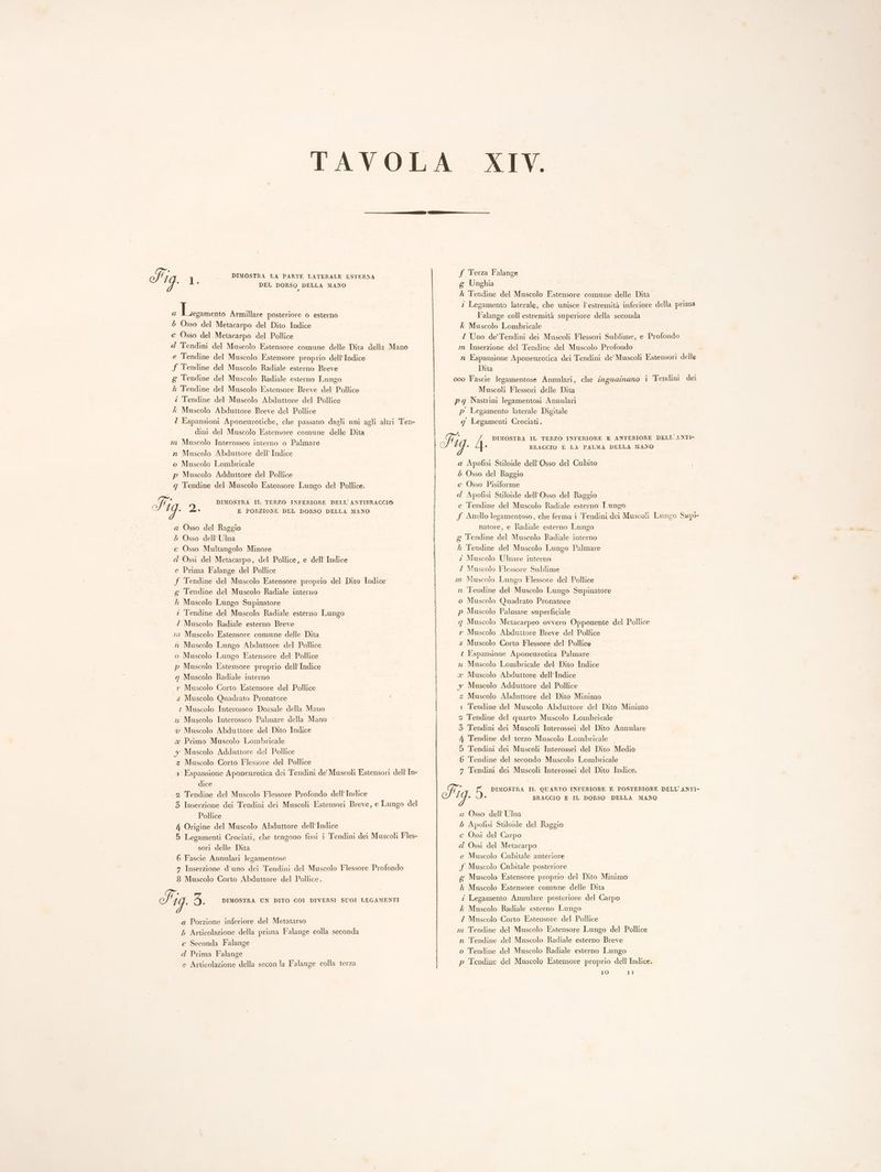 1 _ DIMOSTRA LA PARTE LATERALE ESTERNA ni DEL DORSO DELLA MANO 9 a Ears Armillare posteriore o esterno 5 Osso del Metacarpo del Dito Indice c Osso del Metacarpo del Pollice d Tendini del Muscolo Estensore comune delle Dita della Mano e Tendine del Muscolo Estensore proprio dell’ Indice f Tendine del Muscolo Radiale esterno Breve £ Tendine del Muscolo Radiale esterno Lungo f Tendine del Muscolo Estensore Breve del Pollice î Tendine del Muscolo Abduttore del Pollice k Muscolo Abduttiore Breve del Pollice Z Espansioni Aponeurotiche, che passano dagli uni agli altri Ten- dini del Muscolo Estensore comune delle Dita m Muscolo Interosseo interno o Palmare a Muscolo Abdutiore dell’ Indice o Muscolo Lombricale p Muscolo Adduttore del Pollice q Tendine del Muscolo Estensore Lungo del Pollice. off o DIMOSTRA IL TERZO INFERIORE DELL’ANTIBRACCIO = si 2. E PORZIONE DEL DORSO DELLA MANO a Osso del Raggio 5 Osso dell’ Ulna ec Osso Multangolo Minore dd Ossi del Metacarpo, del Pollice, e dell’ Indice e Prima Falange del Pollice f Tendine del Muscolo Estensore proprio del Dito Indice g Tendine del Muscolo Radiale interno ” Muscolo Lungo Supinatore z Tendine del Muscolo Radiale esterno Lungo I Muscolo Radiale esterno Breve nr Muscolo Estensore comune delle Dita n Muscolo Lungo Abduttore del Pollice 0 Muscolo Lungo Estensore del Pollice p Muscolo Estensore proprio dell’Indice g Muscolo Radiale interno » Muscolo Corto Estensore del Pollice s Muscolo Quadrato Pronatore ? Muscolo Interosseo Dorsale della Mano x Muscolo Interosseo Palmare della Mano v Muscolo Abduttore del Dito Indice x Primo Muscolo Lombricale y Muscolo Adduttore del Pollice z Muscolo Corto Flessore del Pollice 1 Espansione Aponeurotica dei Tendini de' Muscoli Estensori dell’In- dice 2 Tendine del Muscolo Flessore Profondo dell Indice 3 Inserzione dei Tendini dei Muscoli Estensori Breve, e Lungo del Pollice 4 Origine del Muscolo Abduttore dell Indice 5 Legamenti Crociati, che tengono fissi i Tendini dei Muscoli Fles- sori delle Dita 6 Fascie Annulari legamentose 7 Inserzione d'uno dei Tendini del Muscolo Flessore Profondo 8 Muscolo Corto Abduttore del Pollice. Tig. 3. DIMOSTRA UN DITO COI DIVERSI SUOI LEGAMENTI a Porzione inferiore del Metatarso 5 Articolazione della prima Falange colla seconda c Seconda Falange d Prima Falange e Articolazione della seconla Falange colla terza f Terza Falange g Unghia h Tendine del Muscolo Estensore comune delle Dita‘ î Legamento laterale, che unisce l'estremità inferiore della prima Falange coll'estremità superiore della seconda k Muscolo Lombricale Z Uno de’ Tendini dei Muscoli Flessori Sublime, e Profondo m Inserzione del Tendine del Muscolo Profondo n Espansione Aponeurotica dei Tendini de’ Muscoli Estensori delle Dita 000 Fascie legamentose Annulari, che inguginano i Tendini dei Muscoli Flessori delle Dita pg Nastrini legamentosi Annulari p° Legamento laterale Digitale g Legamenti Crociati. BRACCIO E LA PALMA DELLA MANO a Apofisi Suloide dell'Osso del Cubito 5 Osso del Raggio c Osso Pisiforme d Apofisi Stiloide dell'Osso del Raggio e Tendine del Muscolo Radiale esterno Lungo f Anello legamentoso, che ferma i Tendini dei Muscoli Lungo Supi- natore, e radiale esterno Lungo g Tendine del Muscolo Radiale interno h'Tendine del Muscolo Lungo Palmare î Muscolo Ulnare interno Z Muscolo Flessore Sublime m Muscolo Lungo Flessore del Pollice n Tendine del Muscolo Lungo Supinatore o Muscolo Quadrato Pronatore p Muscolo Palmare superficiale q Muscolo Metacarpeo ovvero Opponente del Pollice r Muscolo Abduttore Breve del Pollice s Muscolo Corto Flessore del Pollice t Espansione Aponeurotica Palmare x Muscolo Lombricale del Dito Indice x Muscolo Abduttore dell’ Indice y Muscolo Adduttore del Pollice z Muscolo Abduttore del Dito Minimo 1 Tendine del Muscolo Abduttore del Dito Minimo 2 Tendine del quarto Muscolo Lombricale 3 Tendini dei Muscoli Interossei del Dito Annulare 4 Tendine del terzo Muscolo Lombricale 5 Tendini dei Muscoli Interossei del Dito Medio 6 Tendine del secondo Muscolo Lombricale 7 Tendini dei Muscoli Interossei del Dito Indice. BRACCIO E IL DORSO DELLA MANO a Osso dell Ulna 5 Apofisi Stiloide del Raggio c Ossi del Carpo d Ossì del Metacarpo e Muscolo Cubitale anteriore f Muscolo Cubitale posteriore g Muscolo Estensore proprio del Dito Minimo là Muscolo Estensore comune delle Dita î Legamenio Annulare posteriore del Carpo k Muscolo Radiale esterno Lungo Z Muscolo Corto Estensore del Pollice n. Tendine del Muscolo Estensore Lungo del Pollice n Tendine del Muscolo Radiale esterno Breve o Tendine del Muscolo Radiale esterno Lungo p Tendine del Muscolo Estensore proprio dell’ Indice.
