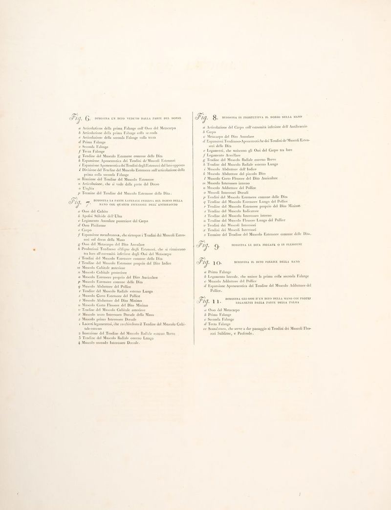 a Articolazione della prima Falange coll’ Osso del Metacarpo 5 Articolazione della prima Falange colla seconda c Articolazione della seconda Falange colla terza d Prima Falange e Seconda Falange f Terza Falange g Tendine del Muscolo Estensore comune delle Dita h Espansione Aponeurotica dei Tendini de’ Muscoli Estensori z Espansione A poneurotica dei Tendini degli Estensori dal lato opposto { Divisione del Tendine del Muscolo Estensore sull’articolazione della prima colla seconda Falange m Riunione del Tendine del Muscolo Estensore n Articolazione, che si vede dalla parte del Dorso o Unghia p Termine del Tendine del Muscolo Estensore delle Dita . © 19. Fi a Osso del Cubito 6 Apofisi Stiloide dell’ Ulna c Legamento Annulare posteriore del Carpo d Osso Pisiforme e Carpo | f Espansione membranosa, che ricopre i Tendini dei Muscoli Esten- sori sul dorso della Mano g Osso del Metacarpo del Dito Annulare h Produzioni Tendinose oblique degli Estensori, che si riuniscono tra loro all'estremità inferiore degli Ossi del Metacarpo z Tendini del Muscolo Estensore comune delle Dita Z Tendine del Muscolo Estensore proprio del Dito Indice mm Muscolo Cubitale anteriore n Muscolo Cubitale posteriore Muscolo Estensore proprio del Dito Auricolare Muscolo Estensore comune delle Dita o p q Muscolo Abduttore del Pollice 7 Ss DIMOSTRA LA PARTE LATERALE INTERNA DEL DORSO DELLA MANO COL QUARTO INFERIORE DELL’ANTIBRACCIO ° Tendine del Muscolo Radiale esterno Lungo Muscolo Corto Estensore del Pollice t Muscolo Abduttore del Dito Minimo zx Muscolo Corto Flessore del Dito Minimo v Tendine del Muscolo Cubitale anteriore x Muscolo terzo Interosseo Dorsale della Mano z Muscolo primo Interosseo Dorsale 1 Lacerti legamentosi, che racchiudono il Tendine del Muscolo Cubi- tale esterno 2 Inserzione del Tendine del Muscolo Radiale esterno Breve 3 Tendine del Muscolo Radiale esterno Lungo 4 Muscolo secondo Interosseo Dorsale. a Articolazione del Carpo coll’ estremità inferiore dell’ Antibraccio 5 Carpo c Metacarpo del Dito Annulare i d Espansioni Tendinoso-Aponeurotiche dei Tendini de Muscoli Esten- sori delle Dita e Legamenti, che uniscono gli Ossi del Carpo tra loro f Legamento Armillare g Tendine del Muscolo Radiale esterno Breve f Tendine del Muscolo Radiale esterno Lungo z Muscolo Abduttore dell’ Indice k Muscolo Abduttore del piccolo Dito Z Muscolo Corto Flessore del Dito Auricolare i Muscolo Interosseo interno n Muscolo Adduttore del Pollice o Muscoli Interossei Dorsali p Tendini del Muscolo Estensore comune delle Dita q Tendine del Muscolo Estensore Lungo del Pollice r Tendine del Muscolo Estensore proprio del Dito Minimo s Tendine del Muscolo Indicatore # Tendine del Muscolo Interosseo interno u Tendine del Muscolo Flessore Lungo del Pollice v Tendini dei Muscoli Interossei x Tendini dei Muscoli Interossei z Termine del Tendine del Muscolo Estensore comune delle Dita. DIMOSTRA LE DITA PIEGATE O IN FLESSIONE DIMOSTRA IL DITO POLLICE DELLA MANO a Prima Falange 5 Legamento laterale, che unisce la prima colla seconda Falange c Muscolo Addutiore del Pollice d Espansione Aponeurotica del Tendine del Muscolo Adduttore del Pollice. DIMOSTRA GLI OSSI D'UN DITO DELLA MANO COI PROPRI LEGAMENTI DALLA PARTE DELLA PALMA a Osso del Metacarpo 5 Prima Falange c Seconda Falange d Terza Falange ee Scanalatura, che serve a dar passaggio ai Tendini dei Muscoli Fles- sori Sublime, e Profondo.