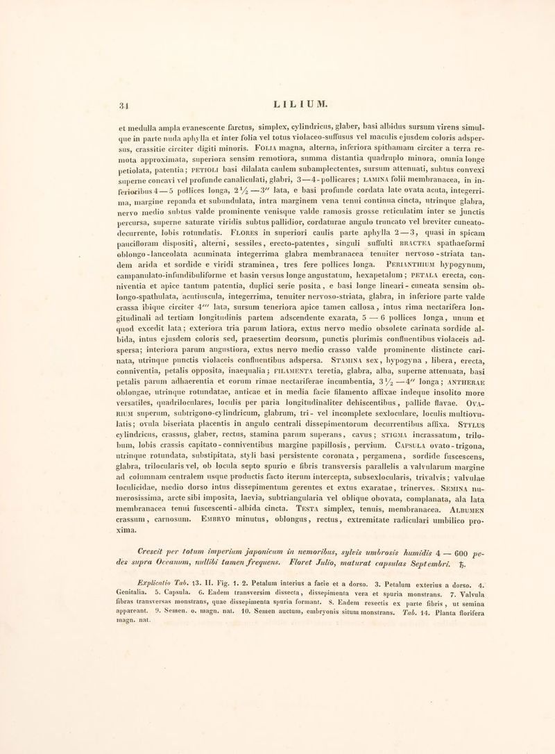 et medulla ampla evanescente farctus, simplex, cylindricus, glaber, basi albidus sursum virens simul- que in parte nuda aphylla et inter folia vel totus violaceo-suffusus vel maculis ejusdem coloris adsper- sus, crassitie circiter digiti minoris. FOLIA magna, alterna, inferiora spithamam circiter a terra re- mota approximata, superiora sensim remotiora, summa distantia quadruplo minora, omnia longe petiolata, patentia; PETIOLI basi dilalata caulem subamplectentes, sursum attenuati, subtus convexi superne concavi vel profunde canaliculati, glabri, 3—4- pollicares; LAMINA folii membranacea, in in- ferioribus4—5 pollices longa, 214 —3” lata, e basi profunde cordata late ovata acuta, integerri- ma, margine repanda et subundulata, intra marginem vena tenui continua cincta, utrinque glabra, nervo medio subtus valde prominente venisque valde ramosis grosse reticulatim inter se junctis percursa, superne saturate viridis subtus pallidior, cordaturae angulo truncato vel breviter cuneato- decurrente, lobis rotundatis. FLORES in superiori caulis parte aphylla 2—3, quasi in spicam paucifloram dispositi, alterni, sessiles, erecto-patentes, singuli suffulti BRACTEA spathaeformi oblongo -lanceolata acuminata integerrima glabra membranacea tenuiter nervoso -striata tan- dem arida et sordide e viridi straminea, tres fere pollices longa. PERIANTHIUM hypogynum, campanulato-infimdibuliforme et basin versus longe angustatum, hexapetalum; PETALA erecta, con- niventia et apice tantum patentia, duplici serie posita, e basi longe lineari - cuneata sensim ob- longo-spathulata, acutiuscula, integerrima, tenuiter nervoso-striata, glabra, in inferiore parte valde crassa ibique circiter 4’ lata, sursum teneriora apice tamen callosa, intus rima nectarifera lon- citudinali ad tertiam longitudinis partem adscendente exarata, 5 — 6 pollices longa, unum et quod excedit lata; exteriora tria parum latiora, extus nervo medio obsolete carinata sordide al- bida, intus ejusdem coloris sed, praesertim deorsum, punctis plurimis confluentibus violaceis ad- spersa; interiora parum angustiora, extus nervo medio crasso valde prominente distincte cari- nata, utrinque punctis violaceis confluentibus adspersa. STAMINA sex, hypogyna , libera, erecta, conniventia, petalis opposita, inaequalia; FILAMENTA teretia, glabra, alba, superne attenuata, basi petalis parum adhaerentia et eorum rimae nectariferae incumbentia, 3Y, —4” longa; ANTHERAE oblongae, utrinque rotundatae, anticae et in media facie filamento affixae indeque insolito more versatiles, quadriloculares, loculis per paria longitudinaliter dehiscentibus, pallide flavae. Ova- RIUM superum, subtrigono-cylindricum, glabrum, tri- vel incomplete sexloculare, loculis multiovu- latis; ovula biseriata placentis in angulo centrali dissepimentorum decurrentibus affixa. STYLUS cylindricus, crassus, glaber, rectus, stamina parum superans, cavus; STIGMA incrassatum, trilo- bum, lobis crassis capitato - conniventibus margine papillosis, pervium. CAPSULA ovato-trigona, utrinque rotundata, substipitata, styli basi persistente coronata, pergamena, sordide fuscescens, glabra, trilocularis vel, ob locula septo spurio e fibris transversis parallelis a valvalarum margine ad columnam centralem usque productis facto iterum intercepta, subsexlocularis, trivalvis; valvulae loculicidae, medio dorso intus dissepimentum gerentes et extus exaratae, trinerves.. SEMINA nu- merosissima, arcte sibi imposita, laevia, subtriangularia vel oblique obovata, complanata, ala lata membranacea tenui fuscescenti-albida cincta. TESTA simplex, tenuis, membranacea. ALBUMEN crassum, carnosum. EMBRYO minutus, oblongus, rectus, extremitate radiculari umbilico pro- xima. Crescit per totum imperium japonicum in nemoribus, sylvis umbrosis humidis 4-— 600 pe- des supra Oceanum, nullibî tamen frequens. Floret Julio, maturat capsulas Septembri. 6. Explicatio Tab. 13. II. Fig. 1. 2. Petalum interius a facie et a dorso. 3. Petalum exterius a dorso. 4. Genitalia. 5. Capsula. 6. Eadem transversim dissecta, dissepimenta vera et spuria monstrans. 7. Valvula fibras transversas monstrans, quae dissepimenta spuria formant. 8. Eadem resectis ex parte fibris, ut semina appareant. 9. Semen. o. magn. nat. 10. Semen auctum, embryonis situm monstrans. Tab. 14. Planta florifera magn. nat.