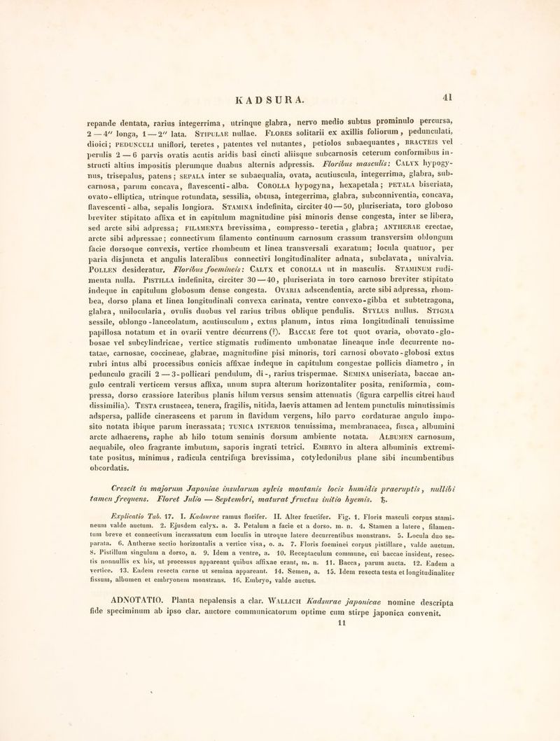 repande dentata, rarius integerrima, utrinque glabra, nervo medio subtus prominulo percursa, 2 —4 longa, 1— 2” lata. SripuLaE nullae. FLORES solitarii ex axillis foliorum, pedunculati, dioici; PEDUNCULI uniflori, teretes, patentes vel nutantes, petiolos subaequantes, BRACTEIS vel perulis 2 — 6 parvis ovatis acutis aridis basi cincti aliisque subcarnosis ceterum conformibus in- structi altius impositis plerumque duabus alternis adpressis. Floribus masculis: CaLyx hypogy- nus, trisepalus, patens; sEPALA inter se subaequalia, ovata, acutiuscula, integerrima, glabra, sub- carnosa, parum concava, flavescenti- alba. CoroLLa hypogyna, hexapetala; PETALA biseriata, ovato-elliptica, utrinque rotundata, sessilia, obtusa, integerrima, glabra, subconniventia, concava, flavescenti - alba, sepalis longiora. STAMINA indefinita, circiter40—50, pluriseriata, toro globoso breviter stipitato affixa et in capitulum magnitudine pisi minoris dense congesta, inter se libera, sed arcte sibi adpressa; FILAMENTA brevissima, compresso-teretia , glabra; ANTHERAE erectae, arcte sibi adpressae; connectivum filamento continuum carnosum crassum transversim oblongum facie dorsoque convexis, vertice rhombeum et linea transversali exaratum; locula quatuor, per paria disjunceta et angulis lateralibus connectivi longitudinaliter adnata, subclavata, univalvia. PoLLEN desideratur, Z/or:ibus foemineis: CALYX et COROLLA ut in masculis. STAMINUM rudi- menta nulla. PisTILLA indefinita, circiter 30 —40, pluriseriata in toro carnoso breviter stipitato indeque in capitulum globosum dense congesta. OvarIA adscendentia, arcte sibi adpressa, rhom- bea, dorso plana et linea longitudinali convexa carinata, ventre convexo-gibba et subtetragona, glabra, unilocularia, ovulis duobus vel rarius tribus oblique pendulis. STyLus nullus. STIGMA sessile, oblongo -lanceolatum, acutiusculum, extus planum, intus rima longitudinali tenuissime papillosa notatum et in ovarii ventre decurrens (*). BACCAE fere tot quot ovaria, obovato -glo- bosae vel subeylindricae, vertice stigmatis rudimento umbonatae lineaque inde decurrente no- tatae, carnosae, coccineae, glabrae, magnitudine pisi minoris, tori carnosi obovato -globosi extus rubri intus albi processibus conicis affixae indeque in capitulum congestae pollicis diametro , in pedunculo gracili 2 -—3-pollicari pendulum, di -, rarius trispermae. SEMINA uniseriata, baccae an- gulo centrali verticem versus affixa, unum supra alterum horizontaliter posita, reniformia, com- pressa, dorso crassiore lateribus planis hilum versus sensim attenuatis (figura carpellis citrei haud dissimilia). TESTA crustacea, tenera, fragilis, nitida, laevis attamen ad lentem punctulis minutissimis adspersa, pallide cinerascens et parum in flavidum vergens, hilo parvo cordaturae angulo impo- sito notata ibique parum incrassata; TUNICA INTERIOR tenuissima, membranacea, fusca, albumini arcte adhaerens, raphe ab hilo totum seminis dorsum ambiente notata. ALBUMEN carnosum, aequabile, oleo fragrante imbutum, saporis ingrati tetrici, EmBRvO in altera albuminis extremi- tate positus, minimus, radicula centrifuga brevissima, cotyledonibus plane sibi incumbentibus obcordatis. Crescit in majorum Japoniae insularum sylvis montanis locis humidis praeruptis, nullibi tamen frequens. Floret Julio — Septembri, maturat fructus initio hyemis. +. Explicatio Tab. 17. I. Kadsurae ramus florifer. II. Alter fructifer. Fig. 1, Floris masculi corpus stami- neum valde auctum. 2. Ejusdem calyx. a. 3. Petalum a facie et a dorso. m. n. 4. Stamen a latere , filamen- tum breve et connectivum incrassatum cum loculis in utroque latere decurrentibus monstrans. 5. Locula duo se- parata. 6. Antherae sectio horizontalis a vertice visa, o. a. 7. Floris foeminei corpus pistillare, valde auctum. 8. Pistillum singulum a dorso, a. 9. Idem a ventre, a. 10. Receptaculum commune, cui baccae insident, resec- tis nonnullis ex his, ut processus appareant quibus affixae erant, m. n. 11. Bacca, parum aucta. 12. Fadem a vertice. 13. Eadem resecta carne ut semina appareant. 14. Semen, a. 15. Idem resecta testa et longitudinaliter fissum, albumen et embryonem monstrans. 16. Embryo, valde auctus. ADNOTATIO. Planta nepalensis a clar. WALLICH Hadsurae japonicae nomine descripta fide speciminum ab ipso clar. auctore communicatorum optime cum stirpe japonica convenit.