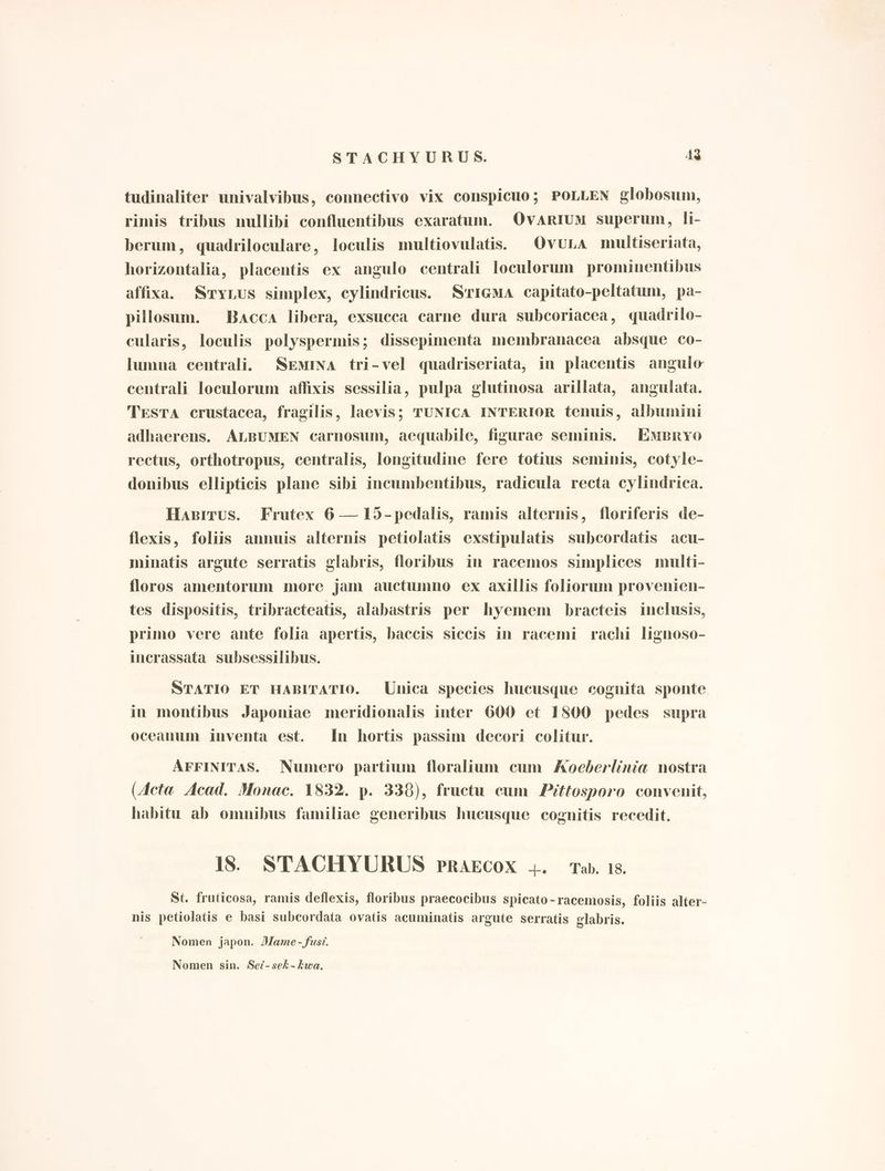 tudinaliter univalvibus, connectivo vix conspicuo; POLLEN globosum, rimis tribus nullibi confluentibus exaratum. OvARIUM superum, li- berum, quadriloculare, loculis multiovulatis. Ovura multiseriata, horizontalia, placentis ex angulo centrali loculorum prominentibus affixa. SryLus simplex, cylindricus. SIGMA capitato-peltatum, pa- pillosuam. Bacca libera, exsucca carne dura subcoriacea, quadrilo- cularis, loculis polyspermis; dissepimenta membranacea absque co- lumna centrali. SEMINA tri-vel quadriseriata, in placentis angulo centrali loculorum affixis sessilia, pulpa glutinosa arillata, angulata. Testa crustacea, fragilis, laevis; TUNICA INTERIOR tenuis, albumini adhaerens. ALBUMEN carnosum, aequabile, figurae seminis. EmBryro rectus, orthotropus, centralis, longitudine fere totius seminis, cotyle- donibus ellipticis plane sibi incumbentibus, radicula recta cylindrica. Haprrus. Frutex 6 —15-pedalis, ramis alternis, floriferis de- flexis, foliis annuis alternis petiolatis exstipulatis subcordatis acu- minatis argute serratis glabris, floribus in racemos simplices multi- floros amentorum more jam auctumno ex axillis foliorum provenien- tes dispositis, tribracteatis, alabastris per hyemem bracteis inclusis, primo vere ante folia apertis, baccis siccis in racemi rachi lignoso- incrassata subsessilibus. STATIO ET HABITATIO. Unica species hucusque cognita sponte in montibus Japoniae meridionalis inter 600 et 1800 pedes supra oceanum inventa est. In hortis passim decori colitur. AFFINITAS. Numero partium floralium cum /Coederlinia nostra (Acta Acad. Monac. 1832. p. 338), fructa cum Pittosporo convenit, habitu ab omnibus familiae generibus hucusque cognitis recedit. 18. STACHYURUS PRAECOX 4. Tab. 18. St. fruticosa, ramis deflexis, floribus praecocibus spicato-racemosis, foliis alter- nis petiolatis e basi subcordata ovatis acuminatis argute serratis glabris. Nomen japon. Mame -fusi. Nomen sin. Sez- sel -kwa.
