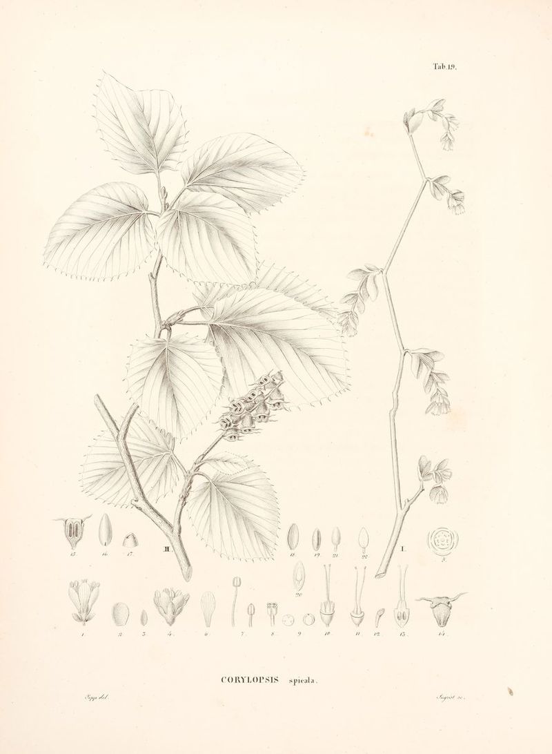 rr CORYLOPSIS spicala.