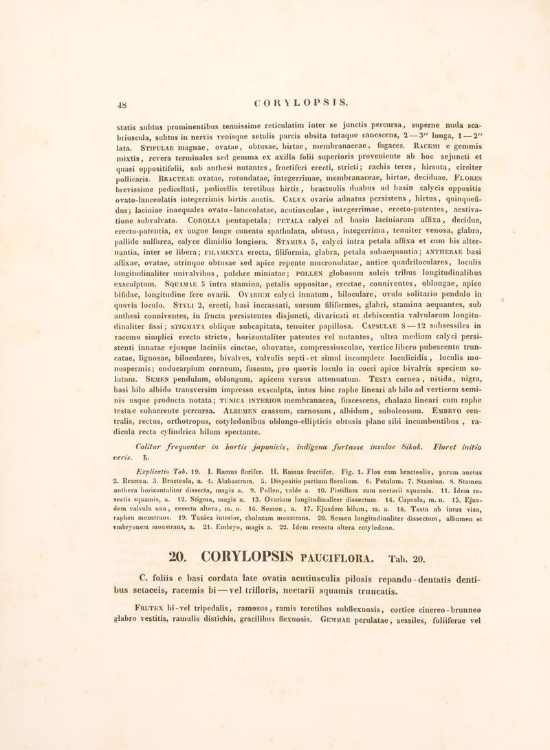 statis subtus prominentibus tenuissime reticulatim inter se junctis percursa, superne nuda sca- briuscnla, subtus in nervis venisque setulis parcis obsita totaque canescens, 2 — 3‘ longa, 1—2” lata. STIPULAE magnae, ovatae, obtusae, hirtae, membranaceae, fugaces. RACEMI e gemmis mixtis, revera terminales sed gemma ex axilla foliì superioris proveniente ab hoc sejuncti et quasi oppositifolii, sub anthesi nutantes, fructiferi erecti, stricti; rachis teres, hirsuta, circiter pollicaris. BRACTEAE ovatae, rotundatae, integerrimae, membranaceae, hirtae, deciduae. FLORES brevissime pedicellati, pedicellis teretibus hirtis, bracteolis duabus ad basin calycis oppositis ovato-lanceolatis integerrimis hirtis auctis. CALYX ovario adnatus persistens, hirtus, quinquefi- dus; laciniae inaequales ovato -lanceolatae, acutiusculae , integerrimae, erecto-patentes, aestiva- tione subvalvata. CoroLLA pentapetala; PETALA calyci ad basin laciniaram affixa, decidua, erecto-patentia, ex ungue longe cuneato spathulata, obtusa, integerrima, tenuiter venosa, glabra, pallide sulfurea, calyce dimidio longiora. STAMINA 5, calyci intra petala affixa et cum his alter- nantia, inter se libera; FILAMENTA erecta, filiformia, glabra, petala subaequantia; ANTHERAE basi affixae, ovatae, utrinque obtusae sed apice repente mucronulatae, antice quadriloculares, loculis longitudinaliter univalvibus, pulchre miniatae; PoLLEN globosum sulcis tribus longitudinalibus exsculptum. SQUAMAE 5 intra stamina, petalis oppositae, erectae, conniventes, oblongae, apice bifidae, longitudine fere ovarii. OvaRIUM calyci innatum, biloculare, ovulo solitario pendulo in quovìis loculo. STYLI 2, erecti, basi incrassati, sursum filiformes, glabri, stamina aequantes, sub anthesi conniventes, in fructu persistentes disjuncti, divaricati et dehiscentia valvularum Jongitu- dinaliter fissi; sri@mata oblique subcapitata, tenuiter papillosa. CAPSULAE 8 —12 subsessiles in racemo simplici erecto stricto, horizontaliter patentes vel nutantes, ultra medium calyci persi- stenti innatae ejusque laciniis cinctae, obovatae, compressiusculae, vertice libero pubescente trun- catae, lignosae, biloculares, bivalves, valvulis septi-et simul incomplete loculicidis, loculis mo- nospermis; endocarpium corneum, fuscum, pro quovis loculo in cocci apice bivalvis speciem so- lutum. SEeMEN pendulum, oblongum, apicem versus attenuatum. TESTA cornea, nitida, nigra, basi hilo albido transversim impresso exsculpta, intus hinc raphe lineari ab hilo ad verticem semi- nis usque producta notata; TUNICA INTERIOR membranacea, fuscescens, chalaza lineari cum raphe testae cohaerente percursa, ALBUMEN crassum, carnosum, albidam, suboleosum. EMmBRYO cen- tralis, rectus, orthotropus, cotyledonibus oblongo-ellipticis obtusis plane sibi incumbentibus , ra- dicula recta cylindrica hilum spectante. Colitur frequenter in hortis japonicis, indigena fortasse insulae Stikok. Floret initio veris. È. | Explicatio Tab. 19. I. Ramus florifer. II. Ramus fructifer. Fig. 1. Flos cum bracteolis, parum auctus 2. Bractea. 3. Bracteola, a. 4. Alabastrum. 5. Dispositio partium floralium. 6. Petalum. 7. Stamina. 8. Stamen anthera horizontaliter dissecta, magis a. 9. Pollen, valde a. 10. Pistillum cum nectarii squamis. 11. Idem re- sectis squamis, a. 12. Stigma, magis a. 13. Ovarium longitudinaliter dissectum. 14. Capsula; m.n. 15, Ejus- dem valvula una, resecta altera, m. n. 16. Semen, a. 17. Ejusdem hilum, m. a. 18. Testa ab intus visa, raphen monstrans. 19. Tunica interior, chalazam monstrans. 20. Semen longitudinaliter dissectum, albumen et embryonem monstrans, a. 21. Embryo, magis a. 22. Idem resecta altera cotyledone. 20. CORYLOPSIS PAUCIFLORA. Tab. 20. C. foliis e basi cordata late ovatis acutiusculis pilosis repando -dentatis denti- bus setaceis, racemis bi — vel trifloris, nectarii squamis truncatis. FRUTEX bi-vel tripedalis, ramosus, ramis teretibus subflexuosis, cortice cinereo - brunneo glabro vestitis, ramulis distichis, gracilibns flexnosis. GEMMAE perulatae, sessiles, foliiferae vel