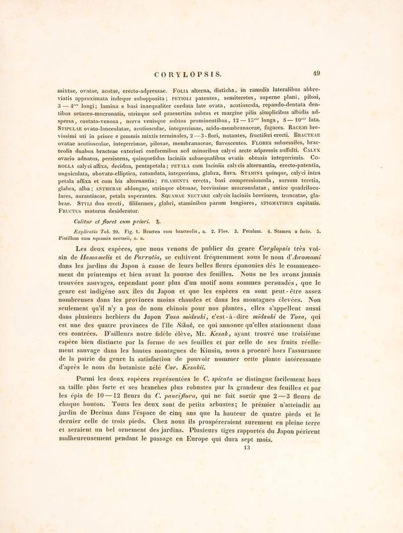 mixtae, ovatae, acutae, erecto-adpressae. FoLIA alterna, disticha, in ramulis lateralibus abbre- viatis approximata indeque subopposita; PETIOLI patentes, semiteretes, superne plani, pilosi, 3— 4 longi; lamina e basi inaequaliter cordata late ovata, acutiuscula, repando-dentata den- tibus setaceo-mucronatis, utrinque sed praesertim subtus et margine pilis simplicibus albidis ad- spersa, costato-venosa, nervo venisque subtus prominentibus, 12 — 15‘ Ionga, 8 — 104’ lata. STIPULAE ovato-lanceolatae, acutiusculae, integerrimae, arido-membranaceae, fugaces. RACEMI bre- vissimi uti in priore e gemmis mixtis terminales, 2 —3- flori, nutantes, fructiferi erecti. BRACTEAE ovatae acutiusculae, integerrimae, pilosae, membranaceae, flavescentes. FLORES subsessiles, brac- teolis duabus bracteae exteriori conformibus sed minoribus calyci arcte adpressis suffulti. CALyx ovario adnatus, persistens, quinquefidus laciniis subaequalibus ovatis obtusis integerrimis. Co- ROLLA calyci affixa, decidua, pentapetala; PETALA cum laciniis calycis alternantia, erecto-patentia, unguiculata, obovato-elliptica, rotundata, integerrima, glabra, flava. STAMINA quinque, calyci intra petala affixa et cum his alternantia; FILAMENTA erecta, basi compressiuscula, sursum teretia, glabra, alba; ANTHERAE oblongae, utrinque obtusae, brevissime mucronulatae, antice quadrilocu- lares, aurantiacae, petala superantes. SQUAMAE NECTARII calycis laciniis breviores, truncatae, gla- brae. STYLI duo erecti, filiformes, glabri, staminibus parum longiores, STIGMATIBUS capitatis. FrucTus maturus desideratur. Colitur et floret cum priori. ‘di. Explicatio Tab. 20. Fig. 1. Bractea cum bracteolis, a. 2. Flos. 3. Petalum. 4. Stamen a facie. 5. Pistillum cum squamis nectarii, o. a. Les deux espéèces, que nous venons de publier du genre Corylopsis très voi- sin de Hamamelis et de Parrotia, se cultivent fréquemment sous le nom d’A:comomi dans les jardins du Japon è cause de leurs belles fleurs épanouies dés le commence- ment du printemps et bien avant la pousse des feuilles. Nous ne les avons jamais trouvées sauvages, cependant pour plus d'un motif nous sommes persuadés, que le genre est indigène aux îles du Japon et que les espéces en sont peut-étre assez nombreuses dans les provinces moins chaudes et dans les montagnes élevées. Non seulement qu'il n'y a pas de nom chinois pour nos plantes, elles s’appellent aussi dans plusieurs herbiers du Japon osa midsuki, cest-à-dire midsuki de Tosa, qui est une des quatre provinces de l’île Sékok, ce qui annonce qu’elles stationnent dans ces contrées. D’ailleurs notre fidéle élève, Mr. Kesak, ayant trouvé une troisièéme espèce bien distinete par la forme de ses feuilles et par celle de ses fruits réelle- ment sauvage dans les hautes montagnes de Kiusiu, nous a procuré hors l’assurance de la patrie du genre la satisfaction de pouvoir nommer cette plante intéressante d’aprés le nom du botaniste zélé Cor. Kesakii. Parmi les deux espéces représentées le C. spicata se distingue facilement hors sa taille plus forte et ses branches plus robustes par la grandeur des feuilles et par les épis de 10—12 fleurs du C. pauciflora, qui ne fait sortir que 2—3 fleurs de chaque bouton. ‘Touts les deux sont de petits arbustes; le prémier n’atteindit au jardin de Decima dans l’'éspace de cinq ans que la hauteur de quatre pieds et le dernier celle de trois pieds. Chez nous ils prospéreraient surement en pleine terre et seraient un bel ornement des jardins. Plusieurs tiges rapportés du Japon périrent malheureusement pendant le passage en Europe qui dura sept mois. 13