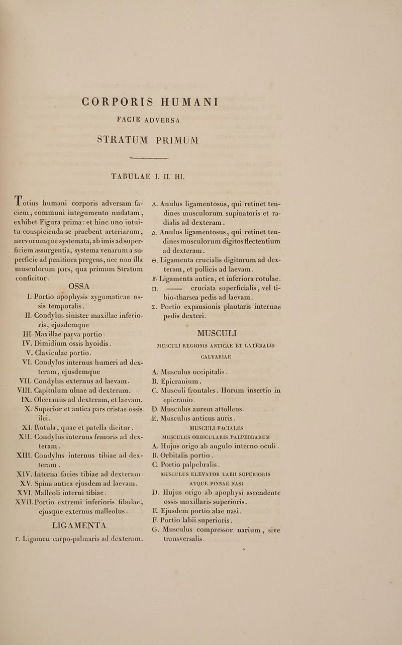 B ous: humani corporis adversam fa- ciem , communi integumento nudatam , exhibet Figura prima : et hinc uno intui- .tu conspicienda se praebent arteriarum, nervorumque systemata, ab imis ad super- ficiem assurgentia, systema venarum à su- perficie ad penitiora pergens, nec non illa musculorum pars, qua primum Stratum conficitur. OSSA I. Portio apophysis Zygomaticae os- sis temporalis. II. Condylus sinister maxillae inferio- ris, ejusdemque | IH. Maxillae parva portio . IV. Dimidium ossis hyoidis . V. Claviculae portio. VI. Condylus internus humeri ad dex- teram, ejusdemque VII. Condylus externus ad laevam. VIII. Capitulum ulnae ad dexteram. IX. Olecranus ad dexteram, et laevam. X. Superior et antica pars cristae ossis | TO XI. Rotula, quae et patella dicitur. XII. Condylus internus femoris ad dex- | teram. | XIII. Condylus internus tibiae ad. dex- teram. XIV. Interna facies tibiae ad dexteram . XV. Spina anüca ejusdem ad laevam. XVI. Malleoli interni tibiae. XVII Poruo extremi inferioris fibulae, ejusque externus malleolus. LIGAMENTA I Ligamen carpo-palmaris ad dexteram. ^. Anulus ligamentosus, qui retinet ten- dines musculorum supinatoris et. ra- dialis ad dexteram. ^. Anulus ligamentosus , qui retinet ten- dines musculorum digitos flectentium ad dexteram. o. Ligamenta crucialis digitorum ad dex- | teram, et pollicis ad laevam. £. Ligamenta antica, et inferiora rotulae. I. cruciata superficialis , vel ti- bio-tharsea pedis ad laevam. z. Portio expansionis plantaris internae pedis dexteri. | MUSCULI MUSCULÍ REGIONIS ANTICAE ET LATERALIS CALVARIAE A. Musculus occipitalis . B. Epicranium. | C. Musculi frontales. Horum insertio in epicranio. | D. Musculus aurem attollens. E. Musculus anticus auris. MUSCULI FACIALES MUSCULUS ORBICULARIS PALPEBRARUM A. Hujus origo ab angulo interno oculi. B. Orbitalis portio . C. Portio palpebralis. MUSCULUS ELEVATOR LABII SUPERIORIS ATQUE PINNAE NASI D. Hujus origo ab apophysi ascendente ossis maxillaris superioris. E. Ejusdem portio alae nasi. F. Portio labii superioris. G. Musculus compressor narium , sive transversalis.