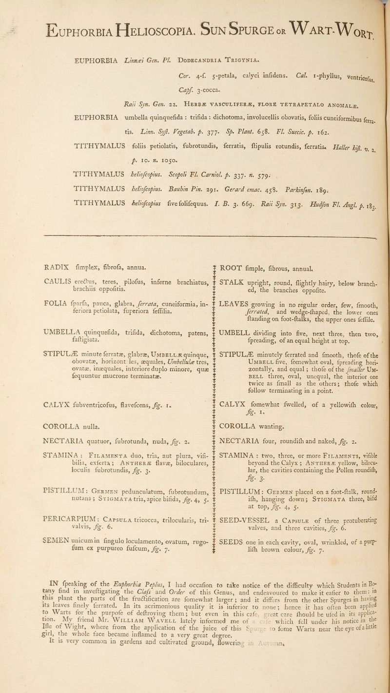 EUPHORBIA Lzmne; Gen. Pl. DODECANDRIA. TRIGYNIA. Cor. 4-f. 5-petala, calyci infidens. Cal. 1-phyllus, Vetitricofu,. Capf. 4-cocca. Rai! Syn. Gen. 22. HERBE VASCULIFERJE, FLORÉ TETRAPETALO ANOMALz, EUPHORBIA umbella quinquefida : trifida : dichotoma, involucellis obovatis, foliis cuneiformibus ferra. tis. Linn. Syfl. Pegetab. p. 377. Sp» Plant. 658. Fl. Suecic. p. 162. TITHYMALUS folüs petiolatis, fubrotundis, ferratis, ftipulis rotundis, ferratis. Haller bif. y, 9. ps 10. % 1050. TITHYMALUS heliofcopius. Scopolt Fl. Carniol. p. 337. m. $79: TITHYMALUS heliofcopius. Baubin Pin. 291. Gerard bos 458. Parkinfon. 189; RADIX fimplex, fibrofa, annua. ROOT fimple, fibrous, annual. CAULIS erectus, teres, pilofus, inferne brachiatus, STALK upright, round, flightly hairy, below branch- brachiis oppofitis. | ed, the branches oppofite. LEAVES growing in no regular order, few, fmooth, Jerrated, and wedge-thaped, the lower ones ftanding on foot-ftalks, the upper ones feffile. FOLIA fparfa, pauca, glabra, ferrata, cuneiformia, in- feriora petiolata, fuperiora feffilia. UMBELLA quinquefida, trifida, dichotoma, patens, UMBELL dividing into five, next three, then two, faítigiata. D {preading, of an equal height at top. STIPULJE minute ferratz, glabra, UMBELL x quinque, obovate, horizont les, aquales, Umbellule tres, ovate, 1nzequales, interiore duplo minore, quz íequuntur mucrone terminate. STIPULE minutely ferrated and fmooth, thofe of the UmBeE Lt five, fomewhat oval, fpreading hori- zontally, and equal; thofe of the /maller Um- BELL three, oval, unequal, the interior one twice as fmall as the others; thofe which follow terminating in a point. CALYX fomewhat fwelled, of a yellowifh colour, Jis. X. COROLLA wanting. CALYX fubventricofus, flavefcens, fig. t. COROLLA nulla. NECTARIA quatuor, fubrotunda, nuda, fg. 2. NECTARIA four, roundifh and naked, fe. 2. STAMINA : two, three, or more FILAMENTS, vifible beyond the Calyx; ANTHER# yellow, bilocu- lar, the cavities containing the Pollen roundith, Jg. 3. PISTILLUM: Germen placed on a foot-ftalk, round- ith, hanging down; Sticmara three, bifid at top, jig. 4, 5. SEED-VESSEL a CarsuLE of three protuberating valves, and three cavities, frg. 6. STAMINA: FILAMENTA duo, tria, aut plura, vifi- bilia, exferta; ANTHER# flava, biloculares, loculis fubrotundis, fig. 3. | PISTILLUM : GenwzN pedunculatum, fubrotundum, nutans ; STIGMATA tria, apice bifida, fig. 4, 5. PERICARPIUM: Capsuta tricocca, trilocularis, tri- valvis, fig. 6. SEMEN unicumin fingulo loculamento, ovatum, rugo- SEEDS one in each cavity, oval, wrinkled, of a purp- fum ex purpureo fufcum, fg. 7. : híh brown colour, fig. 7. IN fpeaking of the Exphorbia Peplus, Y had occafion to take notice of the difficulty which Students in Bo- tany find in invefligating the Clafs and Order of this Genus, and endeavoured to make it eafier to them ; 1D this plant the parts of the frudtification are fomewhat larger; and it differs from the other Spurges in having its leaves finely ferrated. In its acrimonious quality it is inferior to none; hence it has often been applied to Warts for the purpofe of deftroying them; but even in this cafe. creat care fhould be ufed in its applica- tion. My friend Mr. Wittiam WaAVELL lately informed me of s cafe which fell under his notice in We Ile of Wight, where from the application of the juice of this Spuree to fome Warts near the eye ofa little girl, the whole face became inflamed to a very great degree. : It is very common in gardens and cultivated ground, flowering in Autumns