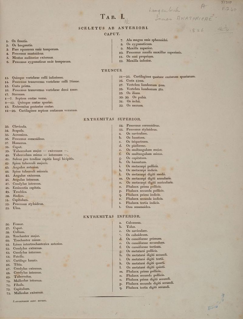 TAB. 94K. ; -^ SCELETUS AB ANTERIORI. CAPUT. 8. Os zygomaticum. 9. Miaxilla superior. 19. Maxilla inferior. TRUNCUS. 1. Os frontis. 2. Os bregmatis. 3. Pars squamosa ossis temporum. 4. Processus mastoideus. 5. Mleatus auditorius externus. 13. Quinque vertebrae colli inferiores. 14. 15. Costa prima. 16. Processus transversus vertebrae dorsi 1mae. 17. Sternum. 1—7. Septem costae verae. 8—12. Quinque costae spuriae. 13. Extremitas posterior costae. 14—20. Carülagines septem costarum verarumm. 29. Os ilium. 30. 30. Os pubis. 31. Os ischi. 32. Os sacrum. EXTHEMITAS SUPERIOR. 33. Clavicula. . 984. Scapula. 35. Acromion. 36. Processus coracoideus. 37. Humerus. 38. Caput. 39. 'Tuberculum majus — externum —. 40. 'Tuberculum minus — internum —. 41. Sulcus pro tendine capitis longi bicipitis. 42. Spina tuberculi majoris. us. Angulus anterior. 44. Spina tuberculi minoris. 45. Angulus exlernus. 46. Angulus internus. 47. Condylus internus. 48. Eminenta capitata. 49. 'Frochlea. 50. Hadius. .51. Capitulum. 52. Processus styloideus. 53. Ulna. 56. PFemur. 57. Caput. 58. Collum. 59. Frochanter major. 60. 'Erochanter minor. G1. Linea intertrochanterica anterior. 62. Condylus externus. 63. Condylus internus. | 64. Patella. 65. Cartago lunata. 66. Libia. 67. Condylus externus. 68. Condylus imternus. 69. 'luberositas. 70. Malleolus internus. 71. Fibula. 72. Capitulum. 73. . Malleolus externus. ILANGENBECK ICON. OSTEOL. x a M Mx Qu ad — LEM Ma 54. Processus coronoideus. 55. Processus styloideus. Os naviculare. Os lunatum. Os triquetrum.. Os pisiforme. Os. multangulum majus. Os multangulum minus. Os capitatum. Os hamatum. Os metacarpi pollicis. metacarpi indicis. Os metacarpi digiti medi. Os metacarpi digiti annularis. Os metacarpi digiti auricularis. Phalanx prima pollicis. Phalanx secunda pollicis. Phalanx prima indicis. Phalanx secunda indicis. Phalanx tertia indicis. Ossa sesamoidea. P nevy?BpgtpTEOTm5?RTSP - Uu Calcaneus. 'l'alus. Os naviculare. Os cuboideum. Os cuneiforme primum. Os cuneiforme secundum. Os cuneiforme tertium. Os metatarsi pollicis. Os metatarsi digiti secundi. Os metatarsi digiti tertii. Os metatarsi digiti quarti. Os metatarsi digiti quinti. Phalanx prima pollicis. Phalanx secunda pollicis. Phalanx prima digiti secundi. Phalanx secunda digiti secundi. Phalanx tertia digiti secundi. ES Ld