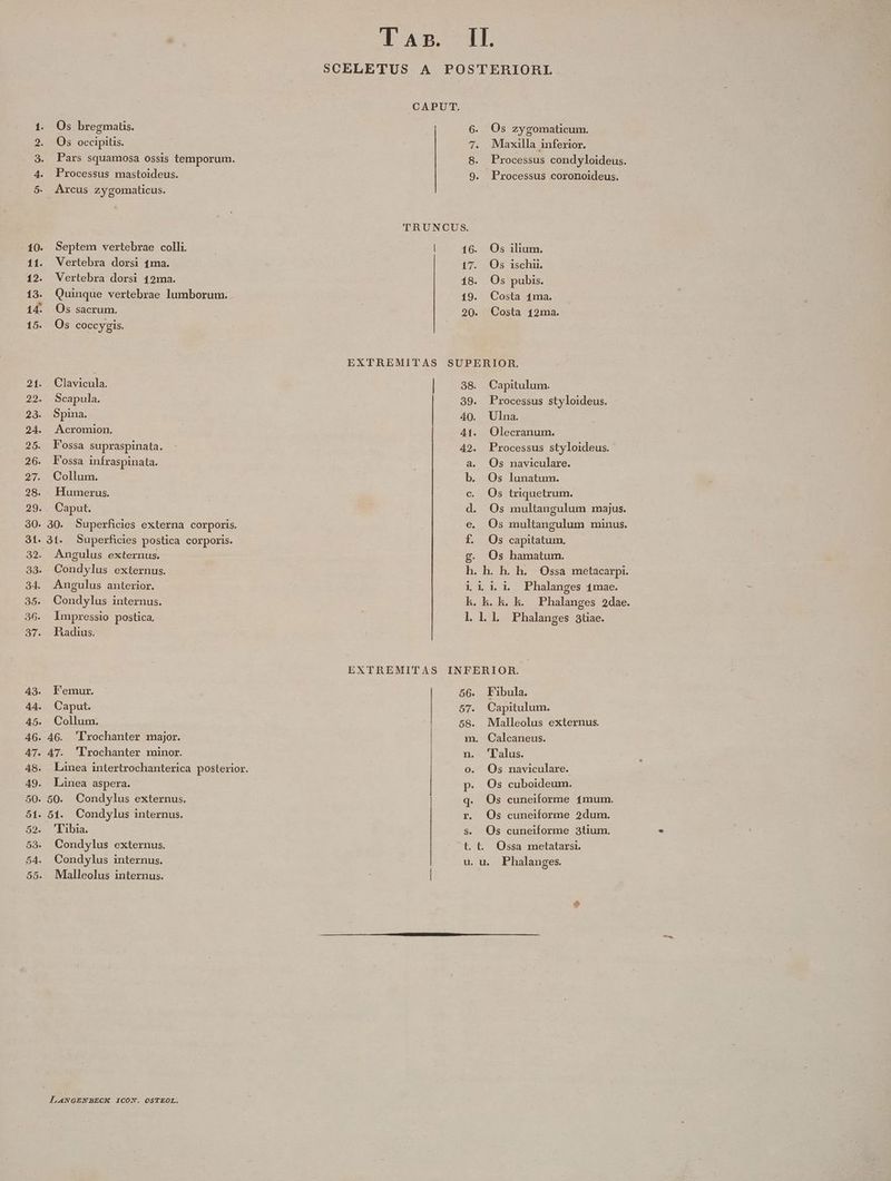 Wo p E 25. 26. 2. 28. Os bregmatis. Os occipitis. Pars squamosa ossis temporum. Processus mastoideus. Septem vertebrae colli. Vertebra dorsi 4ma. Vertebra dorsi 42a. Quinque vertebrae lumborum. Os sacrum. : Os coccygis. Clavicula. Scapula. Spina. A cromion. F'ossa supraspinata. Fossa infraspinata. Collum. Humerus. Caput. Angulus externus. Condylus externus. Angulus anterior. Condylus internus. impressio postica. Radius. F'emur. Caput. Collum. 46. 'lrochanter major. 47. 'lrochanter minor. Linea aspera. 51. Condylus internus. Tibia. Condylus externus. Condylus internus. Malleolus internus. LANGENBECK ICON. OSTEOL. |J CAPUT. ono TRUNCUS. | 16. 17. 18. 19. Os zygomaticum. Maxailla inferior. Processus condyloideus. Processus coronoideus. Os ilium. Os 1schii. Os pubis. Costa 1ma. Costa 121a. 42. ag ap qrs-M UK SH MI ME. Capitulum. Processus styloideus. Ulna. Olecranum. Processus styloideus.- Os naviculare. Os lunatum. Os triquetrum. Os multangulum majus. Os multangulum minus. Os capitatum. Os hamatum. E tenido Fibula. Capitulum. Malleolus externus. 'l'alus. Os naviculare. Os cuboideum. Os cuneiforme 1mum. Os cuneiforme 2dum. Os cuneiforme 3tium. Ossa metatarsi. Phalanges. ERN