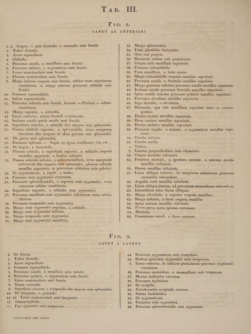 15. 16. 18. 21. 25. tQ 00 3 OQ oS OQ ton 1. s. pars frontalhs, s. coronalis ossis frontis. 'Tuber frontale. Arcus supraciliaris. Glabella. Processus nasalis, Processus malaris, s. zygomaticus ossis frontis. Linea semicircularis ossis frontis. s, maxillaris ossis frontis. Planum semicirculare ossis frontis. Margo inferior corporis ossis frontis, orbitae oram superiorem constituens, s. margo anterior processus orbitalis ossis frontis. | Foramen supraorbitale. Processus orbitalis ossis frontis, lacunar — Plafond — orbitae constituens. Margo superior, s. coronalis. Linea eminens, sutura frontah evanescente. Incisura nasals partis nasalis ossis frontis. Superficies anterior, s. orbitalis alae magnae ossis sphenoidei. Fissura orbitalis superior, s. sphenoidalis, inter marginem internum alae magnae et alam parvam ossis sphenoidei. Ala parva ossis sphenoidei. Foramen opticum. — Supra 19 Spina trochlearis visa est. Os unguis, s. lacrymale. Planum orbitale, s. superficies superior, s. orbitalis corporis s. lamina orbitaria. Fissura orbitalis inferior, s. sphenomaxillaris, inter marginem iuferiorem alae paneune oscis sphenoidei, planum orbitale maxillae superioris, ac processum orbitalem ossis palatini. Os zygomaüicum, s. jugale, s. malae. Foramen ossis zygomalici externum. Processus sphenofrontalis, s. superior . ossis zygomatici, externam orbitae constituens. Superficles superior, s. orbitalis ossis. zygomaüci. Processus maxillaris ossis zygomatici, inferiorem oram orbitae efficiens. Processus temporalis ossis zygomatici. Margo ossis zygormatici superior. s. orbitalis. Margo ossis zygomatici inferior. Margo temporalis OSSIS zygomatici. Margo OSSIS zygomatici maxaüllaris. maxillae superioris, orani Os frontis. 'Tuber frontale. Arcus supraciliaris. Foramen supraorbitale. Processus nasalis, Processus malaris, s. maxillaris ossis íÍrontis. s. zZygomaticus ossis frontis. Linea semicircularis ossis frontis. Sutura coronalis. Superficies externa, s. temporalis alae magnae ossis sphenoidei. Os bregmatis, s. parietale. 11. ii UECN ENT OSSIS bregmatis. Sutura sagittalis. Pars squamosa ossis temporum. LANGENBECK ICON. OSTEOL. 38. 2. Margo sphenoidalis. Fossa glandulae lacrymalis. Ossa nasi propria. Harmonia ossium masi propriorum. Corpus ossis maxillaris superioris. Foramen infraorbitale. s. fossa canina. Margo infraorbitalis corporis maxillae Processus nasalis, Fossa maxillaris, superioris. s. frontalis maxillae superioris. Margo posterior sulcatus processus nasalis maxillae superioris. Iucisura nasalis processus frontalis maxillae superioris. Spina nasalis anterior processus palatini maxillae superioris. Juga dentalia, s. alveolaria. Harmonia, guntur. Dentes incisivi maxillae superioris. qua ossa maxillaria superiora inter se conjun- Dens caninus maxillae superioris. Dentes molares maxillae superioris. Processus jugalis, s. malaris, s. zygomaticus maxallae supe- rlOrils. 2 Concha inferior. | ! | Concha media, | Vomrer. Lamina. perpendicularis ossis ethimoidei. Corpus maxillae inferioris. l'oramen mentale, s. apertura externa, s. anterior canalis maxillae inferioris. Hamus maxillae. inferioris. Linea obliqua externa, in marginem. anteriorem processus coronoidei adscendens. Angulus rami maxillae inferioris. Linea obliqua interna, ad. processum coronoideum adscendeus. Interstitium inter Trier obliquas. : Margo alveolaris, s. superior corporis maxillae. Margo inferior, s. basis corporis maxillae. Spina externa maxillae inferioris. Fovea parva juxta spinam externam. Mentum. Commissura menti, s. linea eminens. Processus zygomaticus ossis temporum. Hadices processus zygomatici ossis temporum. Linea eminens, in radicem posteriorem processus zygomatici excurrens. Processus mastoideus, s. mammiillaris ossis temporum. Meatus auditorius externus. | Processus styloideus. Os occipitis. Protuberantia occipitalis externa. Os zygomaticum. Foramina ossis zygomaltici. - Processus sphenolrontalis ossis zygomatici.