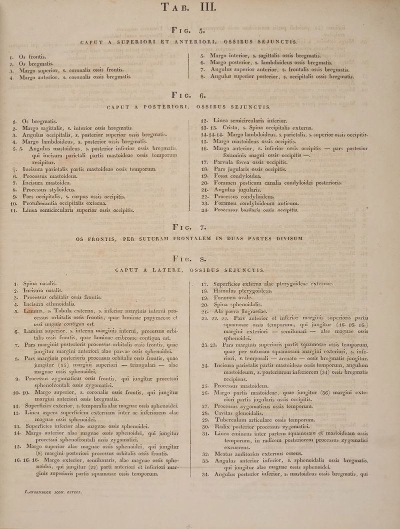 13. 14. 15. 16. 5. Os frontis. Os bregmats. Margo superior, s. coronalis ossis frontis. Margo anterior, s. coronalis ossis bregmatis. ———— —À—À Os bregmats. Margo sagittalss, s. miterior ossis bregmatis. Angulus occipitalis, s. posterior superior ossis bregmats. Margo lambdoideus, s. posterior ossis bregmatis. 5. Angulus mastoideus, s. posterior inferior ossis bregmati, qui incisura parietali partis mastoideae ossis temporuin recipitur. Incisura parietalis partis mastoideae ossis temporum. Processus mastoideus. Incisura mastoidea. Processus styloideus. Pars occipitalis, s. corpus ossis occipitis. Protuberantia occipitalis externa. Linea semicirculaxis superior ossis occipitis. €—————— zm manc 9o € 0c Margo interior, s. sagittalis. ossis. bregmatis. Margo posterior, s. lambdoideus ossis bregmatis. — Angulus superior anterior, s. frontalis ossis bregmatis. Angulus superior posterior, s. occipitalis ossis bregmatis. 12. 4b. 14. 15. 16. 17. 18. 19. 20. 21- | 22. 29- 24. Te Linea semicircularis inferior. 13. OCxrita, s. Spina occipitalis externa. 14.14. Margo lambdoideus, s. parietalis, s. superior ossis occipitis. Margo mastoideus ossis occipilis. Margo anterior, s. inferior ossis occipiüs - — pars posterior foraminis magni OSSIS OcCipilis —. Parvula fovea ossis occipitis. Pars jugularis ossis occipitis. Fossa condyloidea. Foramen posticum canalis condyloidei posterioris. Angulus jugularis. | Processus cond yloideus. Foramen condyloideum anticum. Processus basilaris ossis occipitis. Spina nasalis. Incisura nasalis. . Processus orbitalis ossis frontis. Incisura ethmoidalis. Lamina, s. 'l'abula externa, s. inferior marginis interni pro- cessus orbitalis ossis frontis, quae laminae papyraceae ct ossi unguis contigua est. Lamina superior, s. interna marginis interni, processus orbi- talis ossis frontis, quae laminae cribrosae contigua cst. Pars marginis posterioris processus orbitalis ossis frontis, quae jungitur margini anteriori alae parvae ossis sphenoidei. Pars marginis posterioris processus orbitalis ossis frontis, quae jungitur (15) margin superiori — triangular — alae magnae ossis sphenoidei, Processus zygomalicus ossis frontis, qui jungitur processui sphenofrontali ossis zygomatici. 10. Margo superior, s. coronalis ossis frontis, qui jungitur margini anteriori ossis bregmats. lanea aspera superficiem externam inter ac inferiorem alae magnae ossis sphenoidei. Superficies inferior alae magnae ossis Sputmelidi Margo anterior alae magnae ossis sphenoidei, qui jungitur processui sphenofrontali ossis zygomatici. Margo superior alae magnae ossis sphenoidei, qui jungitur (8) margini posteriori processus orbitalis ossis frontis. 16. 16. Margo exterior, semilunaris, alae magnae ossis sphe- ginls Superioris partis squamosae ossis temporum. LANGENBEGKE ICON. OSTEOL. 8. 17. 18. 19. 20. 21. 22. o1. 32. 33. 34. Superficies externa alae pterygoideae externae. Hamulus pterygoideus. Foramen ovale. Spina sphenoidalis. Ala parva Ingrassiae. 229. 99. Pars anterior et inferior marginis superioris parus Ssquamosae OSSIS temporum , qui jungitur (16. 16. 16.) margini exteriori — semilunan — alae magnae ossis sphenoidei. 23. Pars marginis superioris parlis squamosae ossis temporum, quae per suturam squamosam margini exteriori, s. infe- riori, s. temporali — arcuato — ossis bregmats jungitur. Incisura parietalis partis mastoideae ossis temporum, angulum mastoideum, s. posteriorem inferiorem (34) ossis bregmatis recipiens. Processus mastoideus. Margo parlis mastoideae, quae jungitur (36) margmi exte- riorl parüis jugularis ossis occipitis. Cavitas glenoidalis. T'uberculum articulare ossis temporum. Hadix posterior processus Zygomatict. Linea eminens inter partem squamosam et mastoideam ossis temporum, in radicem, posteriorem processus zygomaüci excurrens. | Meatus auditorius AUTE osSeus. Angulus anterior inferior, s. sphenoidalis ossis bxegmatis, qui jungitur alae magnae ossis sphenoidei. Angulus posterior inferior, s. mastoideus ossis bregmatis, qui