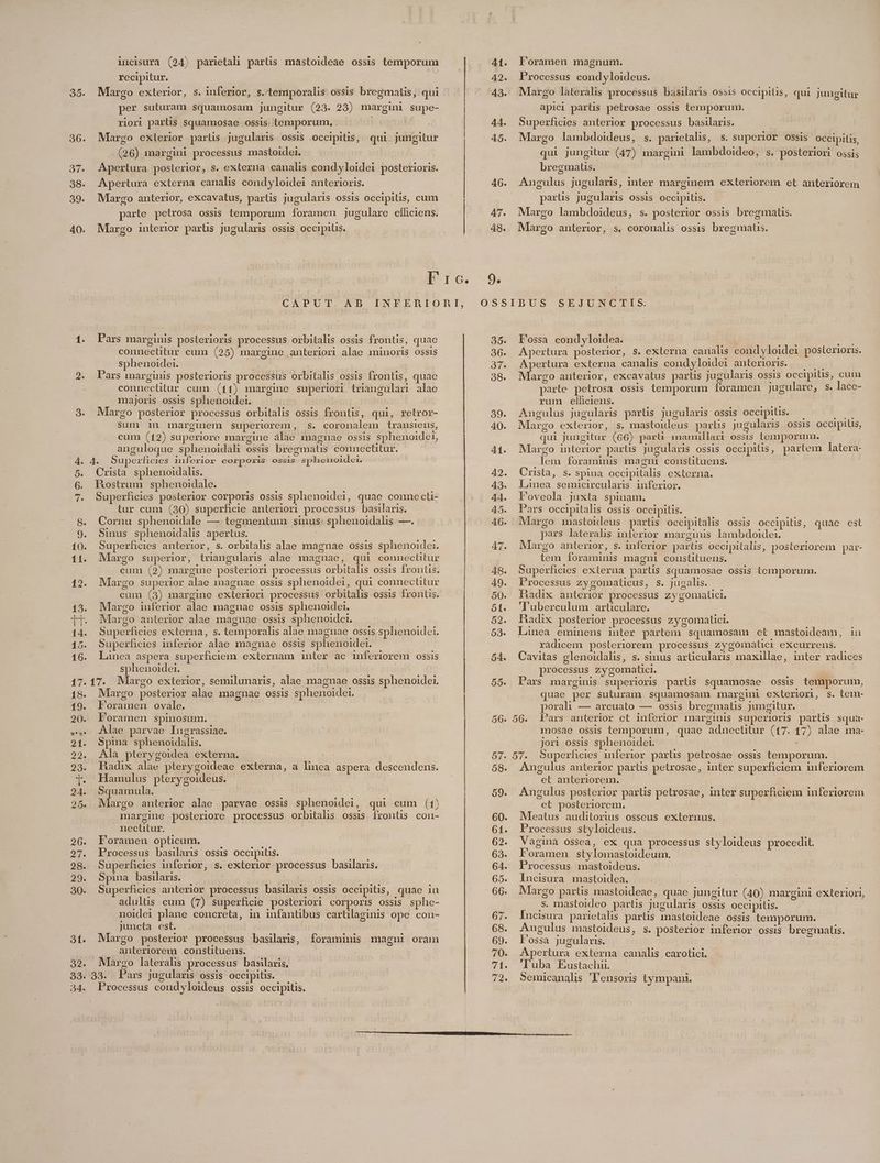 3o. 36. Ó7. 38. 39. 40. incisura (24) parietali partis mastoideae ossis temporum recipitur. Margo exterior, s. inferior, s. temporalis ossis bregmatis, qui per suturam squamosam jungitur (23. 23) margini supe- riori parlis squamosae ossis temporum, | Margo exterior parüs jugularis ossis occipitis, qui jungitur (26) margini processus mastoidei. Apertura posterior, s. externa canalis condyloidei posterioris. Apertura externa canalis condyloidei anterioris. Margo anterior, excavatus, partis jugularis ossis occipitis, cum parte petrosa ossis temporum foramen jugulare efficiens. Margo interior parts jugularis ossis occipilis. E I G: Pars marginis posterioris processus orbitalis ossis frontis, quac counectitur cum (25) margine anteriori alae minoris ossis sphenoidei. Pars marginis posterioris processus orbitalis ossis frontis, quae conneclitur cum (11) margine superiori triangulari alae majoris ossis Sphenoidei. Margo posterior processus orbitalis ossis frontis, qui, retror- sum in marginem superiorem, .S. coronalem transiens, cum (12) superiore margine álae magnae ossis sphenoidei, anguloque sphenoidah ossis bregmatis connectitur. 4. Superficies inferior corporis ossis sphoenoidci. Crista. sphenoidahs. Rostrum sphenoidale. Superficies posterior corporis ossis sphenoidei, quae conunecti- tur cum (30) superficie anteriori processus basilaris. Cornu sphenoidale — tegmentum sinus: sphenoidalis —. Sinus sphenoidalis apertus. Superficies anterior, s. orbitalis alae magnae ossis sphenoidei. Margo superior, triangularis alae magnae, qui connectitur cum (2) margine posteriori processus orbitalis ossis frontis. Margo superior alae magnae ossis sphenoidei, qui conneclitur cum (3) margine exteriori processus orbitalis ossis frontis. Margo inferior alae magnae ossis sphenoidei. Margo anterior alae magnae ossis sphenoidei. Superficies externa, s. temporalis alae magnae ossis sphenoidei. Superficies inferior alae magnae ossis sphenoidei. Linea aspera superficiem externam inter ac inferiorem ossis sphenoidei. 17. Margo exterior, semilunaris, alae magnae ossis sphenoidei. Margo posterior alae magnae ossis sphenoidei. Foramen ovale. | Foramen spinosum. Alae parvae Ingrassiae. Spina sphenoidalis. Ala pterygoidea externa. Radix alae pterygoideae externa, a linea aspera descendens. Hamulus pterygoideus. Squamula. | Margo anterior alae parvae ossis sphenoidei, qui cum (1) margine posteriore processus orbitalis ossis frontis con- nectitur. Foramen opticum. Processus basilaris ossis occipitis. Superficies inferior, s. exterior processus baslaris. Spina basiaris. — Superficies anterior processus basilaris ossis occipitis, quae in adultis cum (7) superficie posteriori corporis ossis sphe- noidei plane concreta, in infantibus cartilaginis ope con- juncta est. Margo posterior processus basilaris, foraminis magni oram anteriorem consütuens. Margo lateralis processus basilaris, 33. Pars jugularis ossis occipitis. Processus condyloideus ossis occipitis, 9. OSS 35. 36. 7 38. 39. 40. 41. Foramen magnum. Processus condyloideus. Margo làteralis processus basilaris ossis occipiis, qui jungitur apici partis petrosae ossis temporum. Superficies anterior processus basilaris. Margo lambdoideus, s. parietalis, s. superior ossis occipitis, qui jungitur (47) margini lambdoideo, s. posteriori ossis bregmatis. | Angulus jugularis, inter marginem exteriorem et anteriorem parts Jugularis ossis occipitis. Margo lambdoideus, s. posterior ossis bregmatis. Margo anterior, s. coxonalis ossis bregmatis. Fossa condyloidea. E E m Apertura posterior, S. externa canalis condyloidei poslerroris. Apertura externa canalis condyloidei anterioris. —— Margo anterior, excavatus partis jugularis ossis occipilis, cum parte petrosa ossis temporum foramen jugulare, S. lace- rum elhciens. cer Angulus jugularis parüs jugularis ossis occipitis. — ;od Margo exterior, s. mastoideus partis jugularis ossis occipilis, qui jungitur (66) parti mamillari OSS1S. temporum. Margo interior parts jugularis ossis occipitis, partem latera . lem foraminis magni constituens. Crista, s. spina occipitalis externa. Lanea semicircularis inferior. F'oveola juxta spinam. Pars occipitalis ossis occipitis. Margo mastoideus partis occipitalis ossis occipitis, quae est pars lateralis inferior marginis lambdoidei. Margo anterior, s. inferior partis occipitalis, posteriorem par- tem foraminis magni constituens. Superficies externa partis squamosae ossis temporum. Processus zygomaticus, s. jugalis. Hadix anterior processus zygoimatici. 'luberculum artüiculare. Hadix posterior processus zygomatici. Linea eminens inter partem squamosam et mastoideam, iu radicem posteriorem processus zygomalici excurrens. Cavitas glenoidalis, s. sinus articularis maxillae, inter radices processus zygomatici. | Pars marginis superioris parlis squamosae OSSIS temporum, quae per suturam squamosam margini exteriori, s. lem- porali — arcuato — ossis bregmatis jungitur. mosae ossis temporum, quae adnectitur (17. 17) alae ma- jori ossis sphenoidei. , Angulus anterior partis petrosae, inter superficiem imferiorem et antertorenx Angulus posterior partis petrosae, inter superficiem inferiorem et posteriorem. Meatus auditorius osseus externus. Processus styloideus. Vagina ossea, ex qua processus styloideus procedit. Foramen stylomastoideum. Processus mastoideus. Incisura mastoidea. | Margo partis mastoideae, quae jungitur (40) margini exteriori, 5. mastoideo parüs jugularis ossis occipitis. Incisura parietalis partis mastoideae ossis temporum. Augulus mastoideus, s. posterior inferior ossis bregmatis. Fossa jugularis.  Apertura externa canalis carotici. 'Tuba Eustachii. Semicanalis 'l'ensoris tympani.