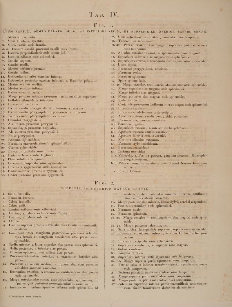 QqooO3 0 Qm we ^ 10. 18. NARIUM, DEMTO PALATO DURO, Arcus supraciliaris. Sinus frontalis, apertus. Spina nasalis ossis frontis. 4. lncisura nasalis processus nasalis ossis frontis. Lamina perpendicularis ossis ethmoidei. Lamina cribrosa ossis ethmoidei. Concha suprema. Concha media. Meatus narium supremus. Concha infima. LExtremitas anterior conchae infimae. Fxtremitas posterior conchae infimae, s. Meatus narium infinus. bixitus | canalis. nasalis. Cellulae ethmoidales inferiores. Processus unciformis. Exitus canalis pterygopalatim anterioris, s. majoris. Exitus canahs pterygopalaüni posterioris, s. interioris. Exitus canalis pterygopalatini exterioris. Hamulus pterygoideus. Ala interna processus pterygoidei. Squamula, S. processus vaginalis. Ala externa processus pterygoidei. F'ossa pterygoidea. HRostrum sphenoidale. Foramina excretoria sinuum sphenoidaliuim. Cornua sphenoidalia. Processus orbitalis ossis frontis. Paries externus antri Highmori. Plani orbitalis reliquum. Processus temporalis ossis zygomatici. Processus zygomaticus ossis temporum. HMadix anterior processus zygomatici. Hadix posterior processus zygomatici. SUPERhRFICIES Sinus frontalis. Foramen coecum. Crusta frontalis. Crista galli. Lamina cribrosa ossis ethmoidei. Lamina, s. tabula externa ossis fronts. Lamina, s. tabula interna. Diploe. Lamina superior processus orbitalis ossis frontis, s. eminentia orbitaria. Conjunctio inter marginem posteriorem processus orbitalis ossis frontis et marginem anteriorem alae parvae ossis sphenoidei. Radix anterior, s. latior, superior, alae parvae ossis sphenoidei. Radix posterior, s. inferior alae parvae. . Foramen opticum, inter radices alae parvae. Processus climoideus anterior, s. parvae. Processus clinoideus medius, s. pyramidalis, clinoideo. anteriori concretus. exlremitas interior Cuir processu OSSIS sphen d Margo anterior alae parvae ossis sphenoidei, qui conjungitur i ^10) margini posterior: processus orbitalis ossis frontis. l,4MYGENDBECK ICON. OSTEOL. t MM M HM À MÀ M ——— HR MM — M À——M M 1. VISUM, ET SUPERAFICIES INFERIOR PBASEOS CHRANIIL 37. Sunus arlicularis, s. cavitas glenoidalis OSSiS temporum. 38. 'luberculum htt 39. 39. Pars anterior inferior marginis superioris partis squamosae OSSIS temporum. 40. Angulus anterior inferior, s. ;sphenoidalis OSSLS bregmatis. : ARS Sapdsficids inferior alae magnae ossis sphenoitlei. 42. Superficies externa, s. temporalis alae magnae ossis sphenoidei. 43. Lanea aspera. | 44. Processus pterygoideus, abscissus. 45. Il oramen ovale. 46. Foramen spinosum. 47. Spma sphenoidalis. 48. 48. Margo exterior, semilunaris, alae magnae ossis sphenoidei. 49. Mlrgo superior alae magnae ossis sphenoidei. 50. Margo inferior alae macnae. 51. Margo posterior alae magnae ossis sphenoidei. 52. 'l'uba biustachn. 589. Conjunclio processum basilarem inter ac corpus ossis sphenoidei. 54. Processus basilaris. 55. Processus condyloideus ossis occipitis. 56. Apertura externa canalis condyloidei posterioris. 57. l'oramen magnum ossis occipitis. 58. Foramen jugulare. | 59. Superficies externa, s. inferior partis petrosae. ,60. Apertura externa canalis carotici. 61. Apertura interna canalis carotici. 62. Mleatus auditorius externus. 63. Foramen stylomastoideum. 64. Processus mastoideus. 65. lncisura mastoidea. s. Fossula petrosa, ganglion petrosum Glossopha- ryngei recipiens. in canalem, quem transit Nervus Tacobsonii, immissus. JJ ubi cum lamina cribrosa cohaerens. mediam partem, alae minores inter se coníluunt, 19. Margo posterior alae minoris, fossae Sylvii cerebri respondens. 20. Foramen rotundum ossis sphenoidei. 21. Foramen ovale. 22. Foramen spinosum. 23. 23. Margo exterior — semilunaris — alae magnae. ossis sphe- noidei. | 24. 24. Mlargo posterior alae magnae. 25. Sella turcica, in superficie superiori corporis ossis sphenoidei. 26. Processus clinoideus posterior, e clivo Blumenbachu pro- cedens. 27. Processus occipitalis ossis sphenoidei. 28. Superficies cerebralis, s. superior alae magnae. 29. - Sulcus caroticus. 30. Langula carotica. 31. Superficies interna parlis squamosae ossis temporum. 32. 32. Margo superior partis squamosae ossis temporum. ossis temporum. Iucisura parietalis partis mastoideae ossis temporum. Margo superior parlis mastoideae ossis temporum. Margo poslerior parlis mastoideae ossis temporum. Sulcus in superficie interna partis mammillaris ossis tempo- rum, sinum transversum durae matris recipiens.