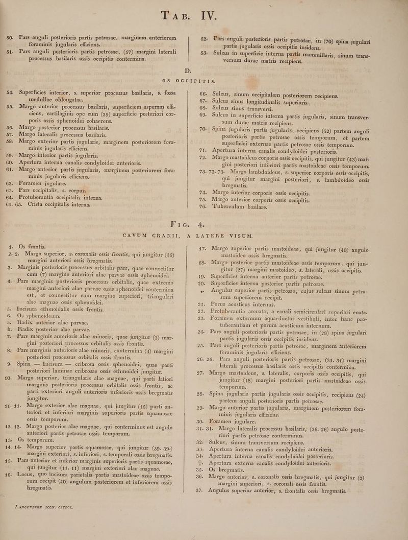 51. 10. forammis jugularis efficiens. ! Pars anguli posterioris partis petrosae, (57) margini laterali processus basilaris ossis occipitis contermina. 52. 593. Pars anguli posterioris partis petrosae, in (70) spina jugulari parüs jugularis ossis Occipitis insidens. Sulcus in superficie interna partis mammallaris, sinum trans- versum durae matris recipiens. : Superficies interior, s. superior processus basilaris, s. fossa medullae oblongatae. Margo anterior processus basilaris, superficiem asperam effi- ciens, carülaginis ope cum (29) superficie posteriori cor- poris ossis sphenoidei cohaerens. Margo posterior processus basilaris. Margo lateralis processus basilaris. Margo exterior partis jugularis, marginem posteriorem fora- minis jugularis efficiens. Margo interior partis jugularis. Apertura interna canalis condyloidei anterioris. Margo anterior partis jugularis, marginem posteriorem fora- minis jugularis efficiens. Foramen jugulare. Os frontis. 2. Margo superior, s. coronalis ossis frontis, qui jungitur (36) margini anterlorl ossis bregmatis. Marginis posterioris processus orbitalis pars, quae connectitur cum (7) margine anteriori alae parvae ossis sphenoidei. Pars marginis posterioris processus orbitalis, quae: extremo -. margini anteriori alae parvae ossis sphenoidei contermina est, et conuneclitur cum margine superiori, triangulari alae magnae ossis sphenoidei. lucisura ethmoidalis ossis frontis. Os sphenoideum. Badix anterior alae parvae. Hadix posterior alae parvae. Pars marginis anterioris alae minoris, quae jungitur (3) mar- : gini posteriori processus orbitalis ossis frontis. Pars marginis anterioris alae minoris, contermina (4) margini | posteriori processus orbitalis ossis frontis. Spina — Incisura — cribrosa ossis sphenoidei, quae parti posteriori laminae cribrosae ossis ethmoidei jungitur. Margo superior, triangularis alae magnae, qui parü latiori marginis posterioris processus orbitalis ossis frontis, ac part exterior anguli anterioris inferioris ossis bregmatis jungitur. 11. Margo exterior alae magnae, qui jungitur (15) parti an- teriori et inferiori marginis superioris partis squamosae ossis temporum. 12. Margo posterior alae magnae, qui conterminus est angulo anteriori partis petrosae ossis temporum. Os temporum. PR 14. Margo superior partis squamosae, qui jungitur (39. 39.) margin exteriori, s. inferiori, s. temporali ossis bregmatis. qui jungitur (11. 11) margini exteriori alae magnae. Locus, quo incisura parietalis partis mastoideae ossis tempo- rum recipit (40) angulum, posteriorem et inferiorem ossis bregmatis. I.ANGENBEGK ICON. OSTEOL. 66. 67. 68. 69. 70. 71. 72. 79. Pars occipitalis, s. corpus. 74. Protuberantia occipitalis interna. 7 5. 65. Crista occipitalis interna. 7G. Elo. 4. Sulcus, sinum occipitalem posteriorem recipiens. Sulcus sinus longitudinalis superioris. Sulcus sinus transversi. Sulcus in superficie interna partis jugularis, sinum transver- sum durae matris recipiens. posterioris partis petrosae ossis temporum, et partem superficiei externae partis petrosae ossis temporum. Apertura interna canalis cond yloidei posterioris. Margo mastoideus corporis ossis occipilis, qui jungitur (43) maf- gini posteriori inferiori partis mastoideae ossis temporum. qui jungitur margini posteriori, s. lambdoideo ossis bregmatis. Margo interior corporis ossis occipilis, Margo anterior corporis ossis occipilis. ''uberculum basilare. 17. 18. 19. X 28. Margo superior partis mastoideae, qui mastoideo ossis bregmatis. jungitur (40) angulo Margo posterior parlis mastoideae ossis temporum, qui jun- gitur (27) margini mastoideo, s. laterali, ossis occipitis. Superficies interna anterior parüs petrosae. Superficies interna posterior partis petrosae. Angulus superior partis petrosae, cujus sulcus sinum petro- sum superiorem recipit. Porus acusticus internus. Protuberantia arcuata, a canali semicirculari superiori enata. Foramen externum aquaeductus vestibuli, inter hanc pro- tuberantiam et porum acusticum internum. Pars anguli posterioris partis petrosae, in (28) spina jugulari parts jugularis ossis occipitis insidens. P'ars anguli posterioris partis petrosae, marginem anteriorem foraminis jugularis efficiens. laterali processus basilaris ossis occipitis contermina. Margo mastoideus, s. lateralis, corporis ossis occipitis, qui jungitur (18) margini posteriori partis mastoideae ossis temporum. Spina jugularis partis jugularis ossis occipitis, recipiens (24) partem anguli posterioris partis petrosae. Margo anterior parüis jugularis, marginem posteriorem fora- mmis jugularis efficiens. P'oramen jugulare. riori parlis petrosae conterminus. Suleus, sinum transversum recipiens. Apertura interna canalis condyloidei anterioris. Apertura interna canalis condyloidei posterioris. Apertura externa canalis condyloidei anterioris. Os bregmatis. Margo anterior, s. coronalis ossis bregmatis, qui jungitur (9) margini superiori, S. coronali ossis frontis. Angulus superior anterior, s. frontalis ossis bregmatis.