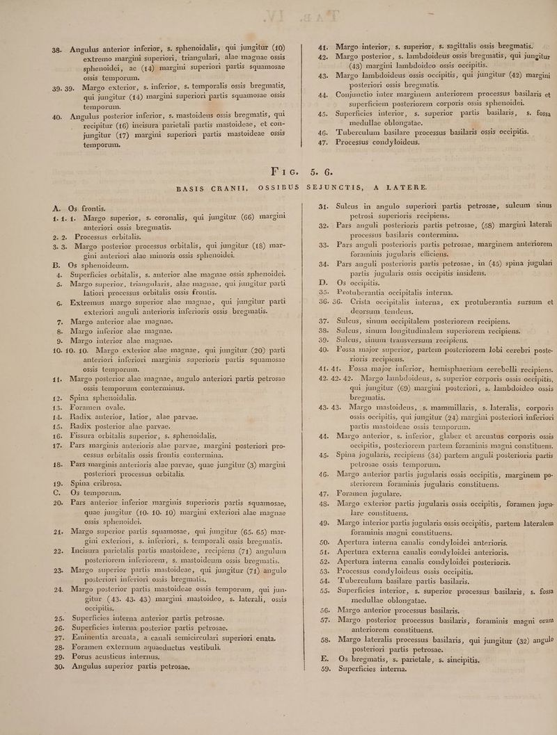 extremo margini superiori, triangulari, alae magnae ossis sphenoidei, ac (14) margini superiori parus squamosae ossis temporum. | 40. qui jungitur (14) margini superiori partis squamosae OSSIS temporum. Angulus posterior inferior, s. mastoideus ossis bregmatis, qui recipitur (16) incisura parietali par lis etit ede , et con- jungitur (17) margini superiori sad mastoideae OSS1S temporum. BASIS CRANII, Margo superior, s. coronalis, qui jungitur (66) margini anteriori ossis bregmals. gini anteriori alae ininoris OSSIS sphenoidei. 4. o. 6. Superficies orbitalis, s. anterior alae magnae ossis sphenoidei. Margo superior, triangularis, alae magnae, qui jungitur parti latiori processus orbitalis ossis frontis. Extremus margo superior alae magnae, qui jungitur part exteriori anguli anterioris iuferioris ossis bregmaus. Margo anterior alae magnae. Margo inferior alae magnae. Margo interior alae magnae. 11. 12. 13. 14. 15. 16. 21. 22. anteriori inferiori marginis superioris parüs squamosae ossis temporum. Margo posterior alae magnae, angulo anteriori partis petrosae ossis temporum conterminus. Spina sphenoidalis. Foramen ovale. Hadix anterior, latior, alae parvae. Radix posterior alae parvae. lissura orbitalis superior, s. sphenoidalis. | Pars marginis anterioris alae parvae, margini posteriori pro- cessus orbitalis ossis frontis contermina. F'ars marginis anterioris alae parvae, quae jungitur (3) margini posteriori processus orbitalis. Spina cribrosa. Os temporum. Pars anterior inferior marginis superioris parlis squamosae, quae jungitur (10. 10. 10) margini exteriori alae magnae ossis. sphenoider. Margo superior parlis squamosae, qui jungitur (65. 65) mar- s. temporali ossis bregmatis. Incisura parietalis partis mastoideae, recipiens (71) angulum posteriorem inferiorenr, s. mastoideum ossis bregmatis. Margo superior parlis mastoideae, qui jungitur (71) angulo posteriori inferiori ossis bregmatis. gini exteriori, s. inferiori, Margo posterior partis mastoideae ossis temporum, qui jun- gitur (43. A43. 43) margini mastoideo, occipitis, S. laterali, ossis Superficies interna anterior partis petrosae.. Superficies interna posterior parlis pelrosac. Eimmentia arcuata, a canali semicirculari superiori enata. Foramen externum aquaeductus vestibuli. Porus acusticus internus, Angulus superior parlis petrosae, 3t. 32. 33. 34. D. Oo. 36. 43. 44. 45. 46. Margo posterior, s. lambdoideus ossis bregmatis, qui jungitur (43) margini lambdoideo ossis occipitis. Margo lambdoideus ossis occipitis, qui jungitur (42) margini posteriori ossis bregmatis. Conjunctio inter marginem anteriorem processus basilaris et superficiem posteriorem corporis. OSSiS sphenoidei. Superficies interior, s. superior par lis basilaris, medullae Sblibedte. 'Tuberculum iss processus basilaris OSSIS Occipilis. Processus Xu ues aid S. fossa A LATERE. Suleus in angulo superior partis petrosae, sulcum sinus petrosi $uperioris recipiens. Pars anguli posterioris partis petrosae, (58) margini laterali processus basilaris contermina. Pars anguli posterioris parts petrosae, — anteriorem S jugularis efficiens. Pars anguli posterioris parlis petrosae, in (45) spina jugulari parlis jugularis ossis occipitis insidens. Os occipitis. Protuberantia occipitalis interna. ex protuberantia sursum et deorsum tendens. Suleus, sinum occipitalem posteriorem recipiens. Suleus, sinum longitudinalem superiorem recipiens. Sulcus, sinum trausversum recipiens, l'ossa major superior, partem posteriorem lobi cerebri poste- r1lOI1S$ recipiens. | qui jungitur (69) margini posteriori, s. lambdoideo OSS1S bregmatis. s. lateralis, corporis ossls occipilis, qui jungitur (24) margini posteriori inferiori partis mastoideae ossis temporum. Margo anterior, s. inferior, glaber et arcuatus corporis ossis occipitis, posteriorem partem foraminis magni constituens. Spina jugularis, recipiens (34) partem anguli postes partis petrosae OSSIS temporum. Margo anterior partis jugularis ossis occipilis, marginem po- steriorem foraminis jugularis constituens. Foramen jugulare. Margo exterior partis jugularis ossis occipitis, foramen jugu- lare constituens. Margo interior partis jugularis ossis occipitis, partem lateralem foraminis magni constituens. Apertura interna canalis condyloidei anterioris. Apertura externa canalis condyloidei anterioris. Apertura interna canalis condyloidei posterioris. Processus condyloideus ossis occipitis. luberculum basilare partis basilaris. Superficies interior, s. superior processus basilaris, s. fossa medullae oblongatae. Margo anterior processus basilaris. Margo. posterior processus basilaris, anteriorem constituens. Margo lateralis processus basilaris, qui jungitur (32) angule posteriori partis petrosae. Os bregmatis, s. parietale, s. sincipitis. Superficies interna. foraminis magni orant
