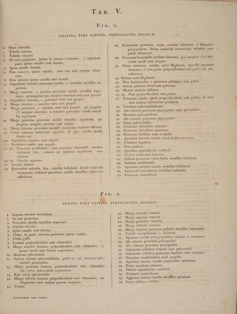 17. 198. 135- 15.  Sinus frontalis. 'Tabula interna. Tabula externa. Os naa proprium, jacens in concava exteriore, parte spinae nasalis ossis frontis. Spina nasalis dimidia. s. Superiore Pars concava spinae nasal, rens. Pars inferior spinae nasalis ossis frontis. Superficies interior processus nasalis, s. frontalis maxillae Su- perioris. cum osse nasi proprio cohae- Margo anterior, s. interlor processus nasalhis maxillae supe- rioris, qui jungitur (10) margini exteriori ossis nasi propri. Superficies interior, s. posterior OSSIS nas proprii Margo anterior, s. interior OSsis nasi propri. Margo posterior, s. exterior ossis nasi propri, (7) margini anteriorl, lae superioris. Margo posterior processus nasalis maxillae superioris, jungitur margini anteriori OSSIS unguis. Margo inferior processus nasalis; incisuram nasalem efficiens. Linea eminens transversa superior, demta est. qui jungitur s, interiori processus n nasaliss maxaül- qui de qua concha media Superficies interior ossis unguis. Procéssus nasalis ossis unguis. 15. Processus unciformis, cum processu ethmoidali conchae inferioris lato, numero 15 inferiori significato, con- juuctus. Concha infuma. Extremitas anterior, lata, coti Rd inferioris, lineae eminent transversae inferiori processus nasalis maxillae superioris adhaerens. DEXTRA PARS Septum sinuum Írontalium. Os nas proprium. Processus nasalis maxillae superioris. Concha inferior. Spina nasalis ossis frontis. Crista, m parte convexa posteriori spinae nasalis. Crista galli. Lamina perpendicularis ossis ethmoider. Margo anterior laminae perpendicularis ossis ethmoidei, (5) spinae nasali ossis frontis respondens. Rostrum sphenoidale. Septum sinuum sphenoidalium, quod iu (10) rostrum sphe- J noidale protenditur... Margo posterior laminae perpendicularis ossis (10) rostro sphenoidah respondens. Pars cornu sphenoidalis. argo inferior laminae perpendicularis ossis ethmoider, tilagineam septi narium partem recipiens. V omer. | ethmoidei, Car- LANGENBEGK ICON. OSTEOL. 49. Extremitas posterior, acuta, conchae inferioris, s. Hamulus pterygoideus, lhneae eminenti transversae inferiori ossis palati adhaerens. | 20. Processus lacrymalis conchae TRE qui jungitur (TT) pro- cessui nasali ossis unguis. 21. Paries internus, nmasalis, antri Highmori, maxilla superiori formatus et cum parte perpendiculari ossis palati (26. 26.) cohaerens. 22. Ostium antri Highmon. - 23. Pars horizontalis, s. processus palatinus ossis palaü. 24. Sutura palatia transversa posterior. 25. Meatus narium infimus. 26. 96. Pars perpendicularis ossis palati. 27. Processus nasalis partis perpendicularis ossis palau, ad mea- tum narium inferiorem pertinens. 28. Foramen sphenopalatinum. 29. Ala interua processus pterygoidei ossis sphenoidei. 30. Hamulus pterygoideus. 31. Ala externa processus pterygoidei. 32. Sinus sphenoidalis. 33. Processus clinoideus anterior. 34. Processus clinoideus posterior. 35. Processus basilaris ossis occipitis. 36. Apertura interna canalis cond yloidei COEM. 37. Foramen jugulare. 38. Pars petrosa. 39. Apertura aquaeductus vestibuli. | 40. Meatus auditorius internus. : At. Collum processus condyloidei maxillae inferioris. 49. Iucisura semilunaris. 48. Apertura interna canalis maxillae inferioris. 44. Linea obliqua interna maxillae inferioris, 45. Processus mastoideus. Lo 2. VERTICALITER DISSECTL 16. Margo anterior vomeris. 17. Margo superior vomeris. 18. Margo posterior vomceris. 19. Margo inferior vomeris. 20. Margo interior processus palatini maxillae superioris. 21. Canalis nasopalatinus, s. incisivus. 22. Apertura canalis pterygopalatini majoris, s. IT 23. Ala interna processus pterygoidei. 24. Ala externa processus pterygoidei. 95. Substantia cellulosa corporis ossis sphenoidei. 296. Substantia cellulosa processus basilaris ossis occipitis. 27. Processus condyloideus OSSis Occipitis. | 28. Apertura interna canalis cond yloidei anterioris. 29. Porus acusticus internus. 30. Ostium aquaeductus vestibul. 31. Foramen mastoideum. 32. Apertura interna canalis maxillae inferioris. 33. Lünea obliqua interna.